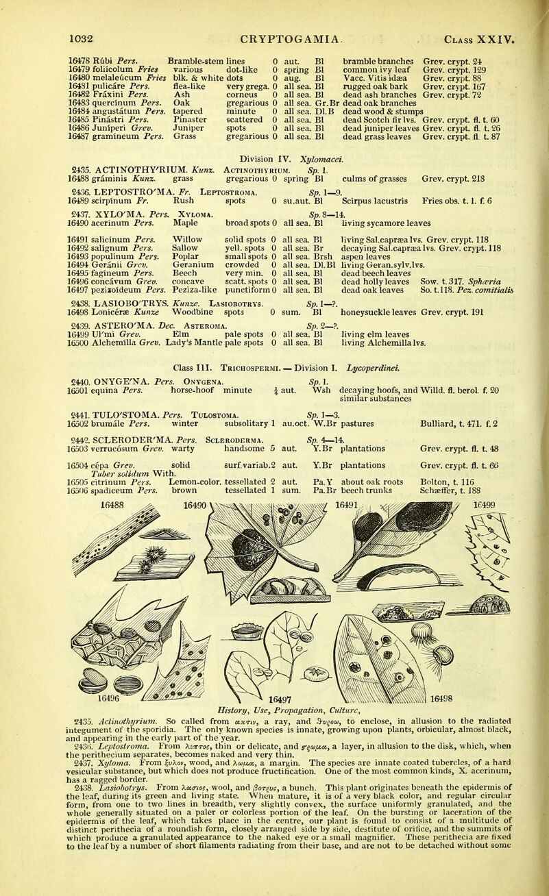 16178 Rubi Pert. 16479 foliicolum Fries 16480 melaleucum Fries 16481 pulicare Pers. 16482 Fraxini Pers. 16483 quercinum Pers. 16484 angustatum Pers. 16485 Pinastri Pers. 16486 Junlperi Grev. 16487 gramlneura Pers. Bramble-stem lines 0 aut. Bl bramble branches Grev. crypt. 24 various dot-like 0 spring Bl common ivy leaf Grev. crypt. 129 blk. & white dots 0 aug. Bl Vacc. Vitis idsea Grev. crypt. 88 flea-like verygrega. 0 all sea. Bl rugged oak bark Grev. crypt. 167 Ash corneus 0 all sea. Bl dead ash branches Grev. crypt. 72 Oak gregarious 0 all sea. Gr. Br dead oak branches tapered minute 0 all sea. Dl.B dead wood & stumps Pinaster scattered 0 all sea. Bl dead Scotch fir Ivs. Grev. crypt, fl. t. GO Juniper spots 0 all sea. Bl dead juniper leaves Grev. crypt, fl. t. 26 Grass gregarious 0 all sea. Bl dead grass leaves Grev. crypt, fl t. 87 2435. ACTINOTHY'RIUM. Kunz. 16488 graminis Kunz. grass Division IV. Xylomacei. ACTINOTHYRIUM. Sp. 1. gregarious 0 spring Bl culms of grasses 2436. LEPTOSTRO'MA. Fr. Leptostroma. 16489 scirplnum Fr. Rush spots Sp. 1—9. 0 su.aut. Bl Scirpus lacustris Grev. crypt 218 Fries obs. 1.1. f. 6 2437. XYLO'MA. Pers. Xyloma. 16490 acerinum Pers. Maple Sp. 8—14. broad spots 0 all sea. Bl living sycamore leaves 16491 salicinum Pers. Willow solid spots 0 16492 salignum Pers. Sallow yell, spots 0 16493 populinum Pers. Poplar small spots 0 16494 Geranii Grev. Geranium crowded 0 16495 fagineum Pers. Beech very min. 0 16496 eoncavum Grev. concave scatt. spots 0 16497 peziioideum Pers. Peziza-like punctifbrm 0 2438. LASIOBO'TRYS. Kunze. Lasiobotrys. 16498 Lonicerae Kunze Woodbine spots 0 2439. ASTERO'MA. Dec. Asteroma. 16499 Ul'mi Grev. Elm pale spots 0 16500 AlchemlUa Grev. Lady's Mantle pale spots 0 all sea. Bl living Sal.capraea Ivs. Grev. crypt. 118 all sea. Br decaying Sal.capraea Ivs. Grev. crypt. 118 all sea. Brsh aspen leaves all sea. Dl.Bl living Geran.sylv.lvs. all sea. Bl dead beech leaves all sea. Bl dead holly leaves Sow. t. 317. Sphivria all sea. Bl dead oak leaves So. 1.118. Pes. comitialis honeysuckle leaves Grev. crypt. 191 Sp. 1- sum. Bl Sp. 2—?. all sea. Bl living elm leaves all sea. Bl living Alchemilla Ivs. Class III. Tbichospermi. — Division I. Lycoperdinei. 2440. ONYGE'NA. Pers. Onycena. 16501 equina Pers. horse-hoof minute Sp. 1. Wsh decaying hoofs, and Willd. fl. berol. f.'. similar substances 2441. TULO'STOMA. Pers. Tulostoma. Sp. 1—3. 16502 brumale Pers. winter subsolitary 1 au.oct. W.Br pastures 2442. SCLERODER'MA. Pers. 16503 verrucosum Grev. warty Scleroderma. handsome aut. urf.variab.2 aut. 16504 cepa Grev. solid Tuber solidum With. 16505 citrinum Pers. Lemon-color, tessellated 2 16506 spadiceum Pers. brown tessellated 1 16488 aut. sum. Sp. 4—14. Y.Br plantations Y.Br plantations Pa. Y about oak roots Pa.Br beech trunks Bulliard, t. 471. f. 2 Grev. crypt, fl. t. 48 Grev. crypt, fl. t. 60 History, Use, Propagation, Culture, Z435. Actinothyrium. So called from ccxtiv, a ray, and S-i^mj, to enclose, in allusion to the radiated integument of the sporidia. The only known species is innate, growing upon plants, orbicular, almost black, and appearing in the early part of the year. 243ti. Leptostroma. From Xirrrm, thin or delicate, and a layer, in allusion to the disk, which, when the perithecium separates, becomes naked and very thin. 2437. Xyloma. From |uAo», wood, and Xoi/jm, a margin. The species are innate coated tubercles, of a hard vesicular substance, but which does not produce fructification. One of the most common kinds, X acerinum, has a ragged border. 2438. Lasiobotrys. From Xcuric;, wool, and liorevi, a bunch. This plant originates beneath the epidermis of the leaf, during its green and living state. When mature, it is of a very black color, and regular circular form, from one to two lines in breadth, very slightly convex, the surface uniformly granulated, and the whole generally situated on a paler or colorless portion of the leaf. On the bursting or laceration of the epidermis of the leaf, which takes place in the centre, our plant is found to consist of a multitude of distinct perithecia of a roundish form, closely arranged side by side, destitute of orifice, and the summits of which produce a granulated appearance to the naked eye or a small magnifier. These perithecia are fixed to the leaf by a number of short filaments radiating from their base, and are not to be detached without some