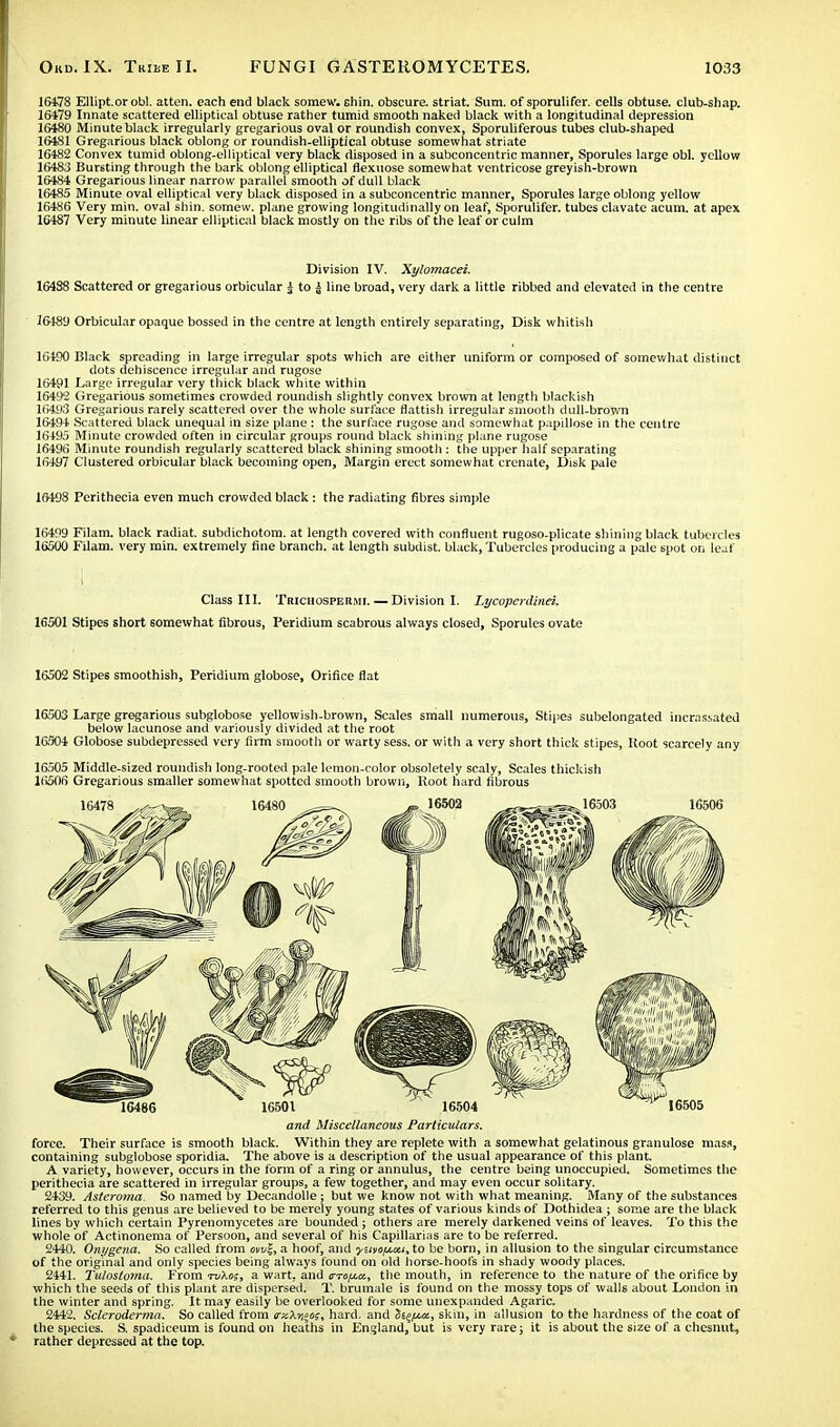 16478 Ellipt.orobl. atten. each end black some*', chin, obscure, striat. Sum. of sporulifer. cells obtuse, club-shap. 16479 Innate scattered elliptical obtuse rather tumid smooth naked black with a longitudinal depression 16480 Minute black irregularly gregarious oval or roundish convex, Sporuliferous tubes club-shaped 16481 Gregarious black oblong or roundish-elliptical obtuse somewhat striate 16482 Convex tumid oblong-elliptical very black disposed in a subconcentric manner, Sporules large obi. yellow 16483 Bursting through the bark oblong elliptical flexuose somewhat ventricose greyish-brown 16484 Gregarious linear narrow parallel smooth of dull black 16485 Minute oval elliptical very black disposed in a subconcentric manner, Sporules large oblong yellow 16486 Very min. oval shin, somew. plane growing longitudinally on leaf, Sporulifer. tubes clavate acum. at apex 1C487 Very minute linear elliptical black mostly on the ribs of the leaf or culm Division IV. Xylomacei. 16488 Scattered or gregarious orbicular ± to ± line broad, very dark a little ribbed and elevated in the centre 16489 Orbicular opaque bossed in the centre at length entirely separating, Disk whitish 16190 Black spreading in large irregular spots which are either uniform or composed of somewhat distinct dots dehiscence irregular and rugose 16491 Large irregular very thick black white within 16492 Gregarious sometimes crowded roundish slightly convex brown at length blackish 16493 Gregarious rarely scattered over the whole surface flatfish irregular smooth dull-brown 16494 Scattered black unequal in size plane : the surface rugose and somewhat papillose in the centre 16495 Minute crowded often in circular groups round black shining plane rugose 16496 Minute roundish regularly scattered black shining smooth : the upper half separating 16497 Clustered orbicular black becoming open, Margin erect somewhat crenate, Disk pale 16-198 Perithecia even much crowded black : the radiating fibres simple 16499 Filam. black radiat. subdichotom. at length covered with confluent rugoso-plicate shining black tubercles 16500 Filam. very min. extremely fine branch, at length subdist. black, Tubercles producing a pale spot on leaf Class III. Trichospermi. — Division I. Lycopcrdinei. 16501 Stipes short somewhat fibrous, Peridium scabrous always closed, Sporules ovate 16502 Stipes smoothish, Peridium globose, Orifice flat 16503 Large gregarious subglobose yellowish-brown, Scales small numerous, Stipes subelongated incrassated below lacunose and variously divided at the root 16504 Globose subdepressed very firm smooth or warty sess. or with a very short thick stipes, Root scarcely any 16505 Middle-sized roundish long-rooted pale lemon-color obsoletely scaly, Scales thickish 16506 Gregarious smaller somewhat spotted smooth brown, Root hard fibrous and Miscellaneous Particulars. force. Their surface is smooth black. Within they are replete with a somewhat gelatinous granulose mass, containing subglobose sporidia. The above is a description of the usual appearance of this plant. A variety, however, occurs in the form of a ring or annulus, the centre being unoccupied. Sometimes the perithecia are scattered in irregular groups, a few together, and may even occur solitary. 2439. Asteroma. So named by Decandolle ; but we know not with what meaning. Many of the substances referred to this genus are believed to be merely young states of various kinds of Dothidea ; some are the black lines by which certain Pyrenomycetes are bounded ; others are merely darkened veins of leaves. To this the whole of Actinonema of Persoon, and several of his Capillarias are to be referred. 2440. Onygena. So called from mv%, a hoof, and •yuvofjuiti, to be born, in allusion to the singular circumstance of the original and only species being always found on old horse-hoofs in shady woody places. 2441. Tulostoma. From tvXo;, a wart, and ato^a., the mouth, in reference to the nature of the orifice by which the seeds of this plant are dispersed. T. brumale is found on the mossy tops of walls about London in the winter and spring. It may easily be overlooked for some unexpanded Agaric. 2442. Scleroderma. So called from trxXycos, hard, and StqftM, skin, in allusion to the hardness of the coat of the species. S. spadiceum is found on heaths in England, but is very rare; it is about the size of a chesnut, rather depressed at the top.