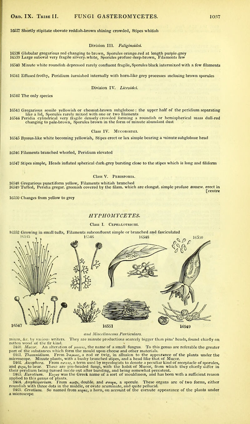 10637 Shortly stipitate obovate reddish-brown shining crowded, Stipes whitish Division III. Fuliginoidei. 16538 Globular gregarious red changing to brown, Sporules orange-red at length purple-grey 16539 Large suboval very fragile silvery-white, Sporules profuse deep-brown, Filaments few 16540 Minute white roundish depressed rarely confluent fragile, Sporules black intermixed with a few filaments 16541 Effused frothy, Peridium furnished internally with horn-like grey processes inclosing brown sporules Division IV. Liceoidei. 16542 The only species 16543 Gregarious sessile yellowish or chesnut-brown subglobose: the upper half of the peridium separating like a lid, Sporules rarely mixed with one or two filaments 16544 Peridia cylindrical very fragile densely crowded forming a roundish or hemispherical mass dull-red changing to pale-brown, Sporules brown in the form of minute abundant dust Class IV. MucoitoiDEr. 16545 Byssus-like white becoming yellowish, Stipes erect or lax simple bearing a minute subglobose head 16546 Filaments branched whorled, Peridium elevated 16547 Stipes simple, Heads inflated spherical dark-grey bursting close to the stipes which is long and filiform Class V. Perispoma. 16548 Gregarious punctiform yellow, Filaments whitish branched 16549 Tufted, Peridia gregar. greenish covered by the filam. which are elongat. simple profuse somew. erect in [centre 16550 Changes from yellow to grey HYPHOMYCETES. Class I. CEPnALOTKICHI. 16552 Growing in small tufts, Filaments subconfluent simple or branched and fasciculated and Miscellaneous Particulars. mium, &c. by various writers. They are minute productions scarcelj bigger than pins' heads, found chiefly on rotten wood of the fir kind. * 2460. Mucor. An alteration of (uitsvh, the name of a small fungus. To this genus are referable the greater part of the substances which form the mould upon cheese and other materials. 2461. Thamnidium. From &<zfj.yeis, a rod or twig, in allusion to the appearance of the plants under the microscope. Minute plants, with a bushy branched stipes, and a head like that of Mucor. 2462. Ascophora. From aerzos, a term used by mycologists to denote a peculiar kind of receptacle of sporules, and 0s§w, to bear. These are pin-headed fungi, with the habit of Mucor, from which they chiefly difter in their peridium being turned inside out after bursting, and being somewhat persistent. 2463. Eurotium. Ev$w was the Greek name of a sort of mouldiness, and has been with a sufficient reason applied to this genus of plants. 2464. Amphisporium. From Kfdsi, double and tnroqot, a sporule. These organs are of two forms, either roundish with three dots in the middle, or ovate acuminate, and quite pellucid. 2465. Ceralium. So named from xi^a;, a horn, on account of the cornute appearance of the plants under a microscope.
