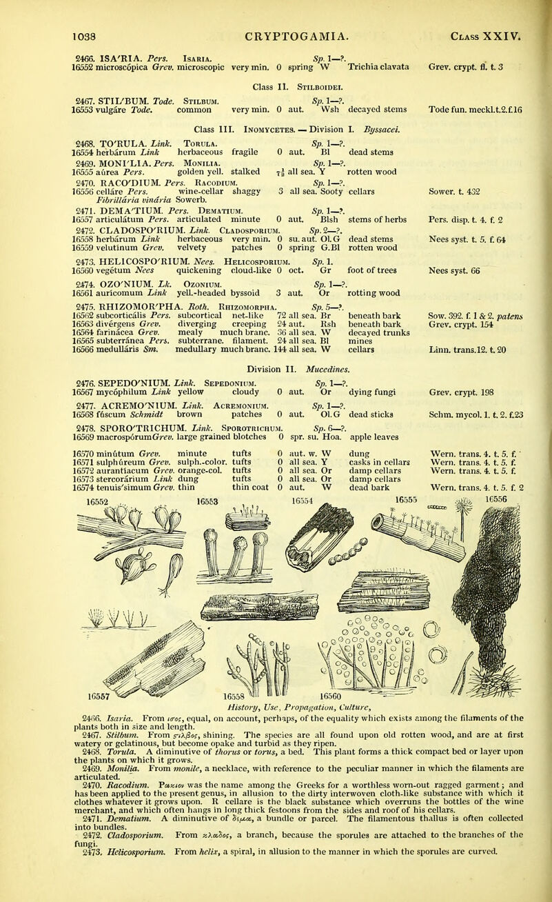 2466. ISA'RIA. Pers. Isaria. Sp. 1—?. 16552 microscopica Grev. microscopic very min. 0 6pring W Tricliia clavata Grev. crypt, ft. t. 3 Class II. Stilboidei. 2467. STIL'BUM. Tode. Stilbum. 16553 vulgare Tode. common very min. 0 aut. Sp. 1—?. Wsh decayed stems 2468. 16554 2469. 16555 2470. 16556 2471. 16557 2472. 16558 16559 2473. 16560 2474. 16561 2475. 16562 16563 16564 16565 16566 TO'RULA. Link. Torula. herbarum Link herbaceous fragile 0 MONI'LIA. Pers. Monilia. aurea Pers. golden yell, stalked RACCKDIUM. Pers. Racodium. cellare Pers. wine-cellar shaggy 3 Fibrilldria vindria Sowerb. DEMA'TIUM. Pers. Dematium. articulatum Pers. articulated minute 0 CLADOSPO'RIUM. Link. Cladosporium. herbarum Link herbaceous very min. 0 velutinum Grev. velvety patches 0 Class III. Inomycetes. — Division I. Byssacei. dead stems rotten wood cellars Sp. 1—?. aut. Bl Sp. 1—?. all sea. Y Sp. I—?, all sea. Sooty Sp. 1—?. aut. Blsh Sp.2—?. su. aut. Ol.G spring G.B1 HELICOSPO'RIUM. Nees. Helicosporium. vegetum Nees quickening cloud-like 0 oct. OZO'NIUM. Lk. Ozonium. auricomum Link yell.-headed byssoid 3 aut Sp. 1. Gr Sp. 1—?. Or Sp. 5—?. RHIZOMOR'PHA. Both. Rhizomorpha. subcortical Pers. subcortical net-like 72 all sea. Br divergens Grev. diverging creeping 24 aut. Rsh farinacea Grev. mealy much branc. 36 all sea. W subterranea Pers. subterrane. filament. 24 all sea. Bl medullaris Sm. medullary much branc. 144 all sea. W stems of herbs dead stems rotten wood foot of trees rotting wood beneath bark beneath bark decayed trunks mines cellars Tode fun. meckl.t.2.f.l6 Sower, t. 432 Pers. disp. t. 4. f. 2 Nees syst. t. 5. f. 64 Nees syst. 66 Sow. 392. f. 1 & 2. patens Grev. crypt. 154 Linn, trans.12. t. Division II 2476. SEPEDO'NIUM. Link. Sepedonium. 16567 mycophilum Link yellow cloudy 0 ai Acremonium. patches 2477. ACREMO'NIUM. Link. 16568 f6scum Schmidt brown Mucedines. Sp. 1—?. 0 aut. Or dying fungi Sp. 1—?. 0 aut. Ol. G dead sticks 2478. SPORO'TRICHUM. Link. SpOROTnicHUM. Sp. 6—?. 16569 macrosp6rumG»m large grained blotches 0 spr. su. Hoa. apple leaves 16570 min6tum Grev. minute tufts 16571 sulphureum Grev. sulph.-color. tufts 16572 aurantiacum Grev. orange-col. tufts 16573 stercorarium Link dung tufts 16574 tenuis'simum Grev. thin thin coat 16552 16553 0 aut. w. W 0 all sea. Y 0 all sea. Or 0 all sea. Or 0 aut. W 16554 dung casks in cellars damp cellars damp cellars dead bark 16555 Grev. crypt. 198 Schm. mycol. 1.1.2. f.23 Wern. trans. 4. t. 5. f.' Wern. trans. 4. t. 5. f. Wern. trans. 4. t. 5. f. Wern. trans. 4. t. 5. f. 2 .<j& 16556 1G557 16558 m 1,18,11 165C0 History, Use, Propagation, Culture, 2466. Isaria. From i/ros, equal, on account, perhaps, of the equality which exists among the filaments of the plants both in size and length. 2467. Stilbum. From s-iA/Sa?, shining. The species are all found upon old rotten wood, and are at first watery or gelatinous, but become opake and turbid as they ripen. 2468. Torula. A diminutive of thorns or torus, a bed. This plant forms a thick compact bed or layer upon the plants on which it grows. 2469. Monilia. From monile, a necklace, with reference to the peculiar manner in which the filaments are articulated. 2470. Bacodium. Vay.im was the name among the Greeks for a worthless worn-out ragged garment; and has been applied to the present genus, in allusion to the dirty interwoven cloth-like substance with which it clothes whatever it grows upon. R cellare is the black substance which overruns the bottles of the wine merchant, and which often hangs in long thick festoons from the sides and roof of his cellars. 2471. Dematium. A diminutive of Ss^xa, a bundle or parcel. The filamentous thallus is often collected into bundles. 2472. Cladosporium. From xXxdos, a branch, because the sporules are attached to the branches of the fungi. 2473. Helicosporium. From helix, a spiral, in allusion to the manner in which the sporules are curved.