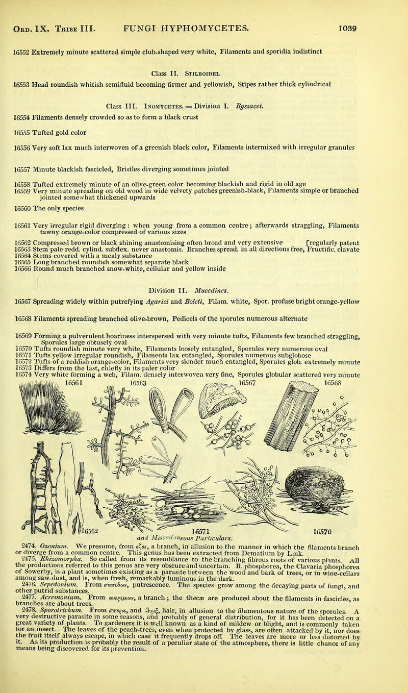 16552 Extremely minute scattered simple club-shaped very white, Filaments and sporidia indistinct Class II. Stilboidel 16553 Head roundish whitish semifluid becoming firmer and yellowish, Stipes rather thick cylindrical Class III. Inomtcetes. — Division I. Byssacei. 16554 Filaments densely crowded so as to form a black crust 16555 Tufted gold color 16556 Very soft lax much interwoven of a greenish black color, Filaments intermixed with irregular granules 16557 Minute blackish fascicled, Bristles diverging sometimes jointed 16558 Tufted extremely minute of an olive-green color becoming blackish and rigid in old age 16559 Very minute spreading on old wood in wide velvety patches greenish-black, Filaments simple or branched jointed somewhat thickened upwards 16560 The only species 16561 Very irregular rigid diverging: when young from a common centre; afterwards straggling, Filaments tawny orange-color compressed of various sizes 1G562 Compressed brown or black shining anastomising often broad and very extensive [regularly patent 165S3 Stem pale redd, cylind. subflex. never anastomis. Branches spread, in all directions free, Fructific. clavate 16564 Stems covered with a mealy substance 16565 Long branched roundish somewhat separate black 16566 Round much branched snow-white, cellular and yellow inside Division II. Mucedines. 16567 Spreading widely within putrefying Agarici and Boleti, Filam. white, Spor. profuse bright orange-yellow 16568 Filaments spreading branched olive-brown, Pedicels of the sporules numerous alternate 16569 Forming a pulverulent hoariness interspersed with very minute tufts, Filaments few branched straggling, Sporules large obtusely oval 16570 Tufts roundish minute very white, Filaments loosely entangled, Sporules very numerous oval 16571 Tufts yellow irregular roundish, Filaments lax entangled, Sporules numerous subglobose 16572 Tufts of a reddish orange-color, Filaments very slender much entangled, Sporules glob, extremely minute 16573 Differs from the last, chiefly in its paler color 16574 Very white forming a web, Filarn. densely interwoven very fine, Sporules globular scattered very minute and Misceiiiiieous Particulars. 2474. Oxonium. We presume, from o^os, a branch, in allusion to the manner in which the filaments branch or diverge from a common centre. This genus has been extracted from Dematium by Link. 2475. Ithiz,omorp/ia. So called from its resemblance to the branching fibrous roots of various plants. All the productions referred to this genus are very obscure and uncertain. R. phosphorea, the Clavaria phosphorea of Sowerby, is a plant sometimes existing as a parasite between the wood and bark of trees, or in wine-cellars among saw-dust, and is, when fresh, remarkably luminous in the dark. 2476. Sepedonium. From trineiSan, putrescence. The species grow among the decaying parts of fungi, and other putrid substances. 2477. Acremonium, From ax^i/um, a branch ; the theca; are produced about the filaments in fascicles, as branches are about trees. 2478. Sporotrichum. From mro^x., and 3-515, hair, in allusion to the filamentous nature of the sporules. A very destructive parasite in some seasons, and probably of general distribution, for it has been detected on a great variety of plants. To gardeners it is well known as a kind of mildew or blight, and is commonly taken for an insect. The leaves of the peach-trees, even when protected by glass, are often attacked by it, nor does the fruit itself always escape, in which case it frequently drops off The leaves are more or less distorted by it. As its production is probably the result of a peculiar state of the atmosphere, there is little chance of any means being discovered for its prevention.