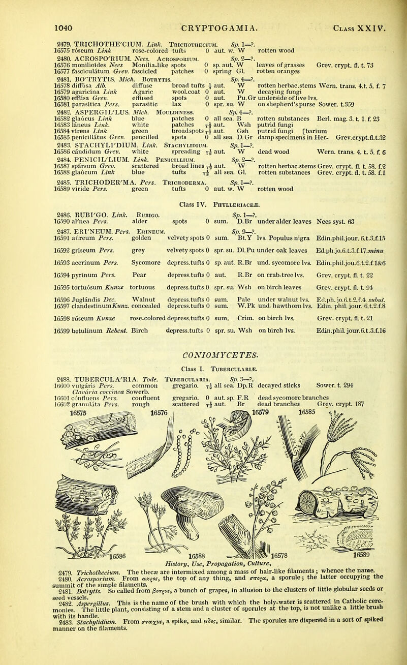 2479. TRICHOTHE'CIUM. Link. Trichothecium. Sp. 1—?. 16575 roseum Link rose-colored tufts 0 aut. w. W rotten wood 2480. ACROSPO'RIUM. Nees. AcRosporium. Sp. 2—?. 16576 monilioides Nees Monilia-like spots 0 sp. aut. W leaves of grasses Grev. crypt, fl. t. 73 16577 fasciculatum Grev. fascicled patches 0 spring Gl. rotten oranges 2481. BO'TRYTIS. Mich. Botrytis. Sp.4—?. 16578 diffusa Alb. diffuse broad tufts i aut. W rotten herbac.stems Wern. trans. 4.t. 5. f. 7 16579 agaricina Link Agaric wool.coat 0 aut. W decaying fungi 16580 effusa Grev. effused spots 0 aut. Pu.Gr underside of live lvs. 16581 parasitica Pet s. parasitic lax 0 spr. su. W on shepherd's purse Sower, t.359 2482. ASPERGILLUS. Mich. Mouldiness. Sp. 4—?. 16582 glaucus Link blue patches 0 all sea. B rotten substances Berl. mag. 3.1.1. f. 23 16583 laneus Link. white patches T| aut. Wsh putrid fungi 16584 virens Link green broadspots TJ aut. Gsh putrid fungi [barium 16585 penicillatus Grev. pencilled spots 0 all sea. D. Gr damp specimens in Her- Grev.crypt.fl.t.32 2483. STACHYLl'DIUM. Link. Stachyliwum. Sp. 1—?. 16586 candidum Grev. white spreading T| aut. W dead wood Wern. trans. 4. t. 5. f. 6 2484. PENICIL'LIUM. Link. Penicillium. Sp. 2—?. 16587 sparsum Grev. scattered broad lines -| aut. W rotten herbac.stems Grev. crypt, fl. t. 58. f.2 16588 glaucum Link blue tufts tl all sea. Gl. rotten substances Grev. crypt, fl. t. 58. f. 1 2485. TRICHODER'MA. Pers. Trichoderma. Sp.l—?. 16589 viride Pers. green tufts 0 aut. w. W rotten wood Class IV. PhylleuiacejE. 2486. RUBI'GO. Link. Rubigo. Sp. 1—?. 16590 al'nea Pers. alder spots 0 sum. D.Br under alder leaves Nees syst. 63 2487. ERI'NEUM. Pers. Euineum. Sp. 9—?. 16591 aureum Pers. golden velvety spots 0 sum. Bt.Y lvs. Populus nigra Edin.phil.jour. 6.t.3.f.l.5 16592 griseum Pers. grey velvety spots 0 spr. su. Dl.Pu under oak leaves Ed.ph.jo.6.t.3.f.l7.m£re« 16593 acerinum Pers. Sycomore depress.tufts 0 sp. aut. RBr und. sycomore lvs. Edin.phil.jou.6.t.2.f 1&6 16594 pyrlnum Pers. Pear depress.tufts 0 aut. R.Br on crab-tree lvs. Grev. crypt, fl. t. 22 16595 tortuisura Kunxe tortuous depress.tufts 0 spr. su. Wsh on birch leaves Grev. crypt, fl. t. 94 16596 Juglandis Dec. Walnut depress.tufts 0 sum. Pale under walnut lvs. Ed.ph. jo.6.t2.f.4. subul. 16597 clandestinumX««». concealed depress.tufts 0 sum. W.Pk und. hawthorn lvs. Edin. phil. jour. 6.t.2.f.8 16598 roseum Kunxe rose-colored depress.tufts 0 sum. Crim. on birch lvs. Grev. crypt, fl. t. 21 16599 betulinum Rebent. Birch depress.tufts 0 spr. su. Wsh on birch lvs. Edin.phil. jour.6.t.3.f.!6 CONIOMYCETES. ClaSS I. TUBERCULARL£. 2488. TUBERCULA'RlA. Toile. Tubercularia. 16600 vulgaris Pers. common gregario. tj Clavaria coccinca Sowerb. Sp. 3—?. all sea. Dp.R decayed sticks Sower, t. 294 IfifiOl confluens Pers. 16602 granulata Pers. 1657S ;. 0 aut. sp. F.R TJ aut. Br dead sycomore branches dead branches Grev. crypt. 187 History, Use, Propagation, Culture, 2479 Trichothecium. The theca; are intermixed among a mass of hair-like filaments; whence the name. 2480. Acrosporium. From ux^o;, the top of any thing, and ovoja, a sporule; the latter occupying the summit of the simple filaments. 2481. Botrytis. So called from (Sotjus, a bunch of grapes, in allusion to the clusters of little globular seeds or Se2482el^Aspergillus. This is the name of the brush with which the holy-water is scattered in Catholic cere- monies. The little plant, consisting of a stem and a cluster of sporules at the top, is not unlike a little brush W 248aS StochyUdium. From trraxvs> a spike, and ulos, similar. The sporules are dispersed in a sort of spiked manner on the filaments.