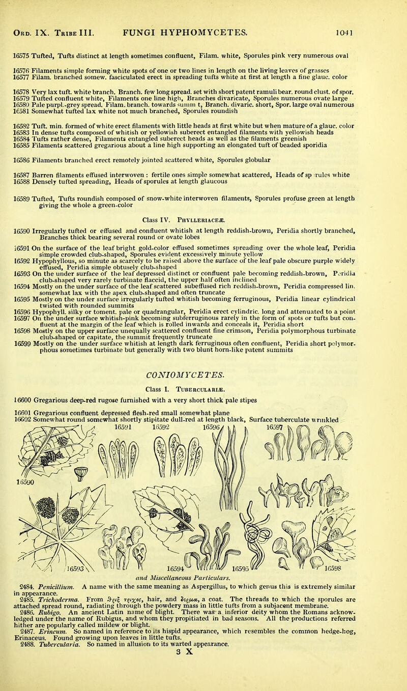16575 Tufted, Tufts distinct at length sometimes confluent, Filam. white, Sporules pink very numerous oval 16576 Filaments simple forming white spots of one or two lines in length on the living leaves of grasses 16577 Filam. branched somew. fasciculated erect in spreading tufts white at first at length a fine glaue. color 16578 Very lax tuft, white branch. Branch, few long spread, set with short patent ramuli bear, round clust. of spor. 16579 Tufted confluent white, Filaments one line high, Branches divaricate, Sporules numerous ovate large 16580 Pale purpl.-grey spread. Filam. branch, towards summ t, Branch, divaric. short, Spor. large oval numerous 16581 Somewhat tufted lax white not much branched, Sporules roundish 16582 Tuft. min. formed of white erect filaments with little heads at first white but when mature of a glauc. color 16583 In dense tufts composed of whitish or yellowish suberect entangled filaments with yellowish heads 16584 Tufts rather dense, Filaments entangled suberect heads as well as the filaments greenish 16585 Filaments scattered gregarious about a line high supporting an elongated tuft of beaded sporidia 16586 Filaments branched erect remotely jointed scattered white, Sporules globular 16587 Barren filaments effused interwoven : fertile ones simple somewhat scattered, Heads of sp rules white 16588 Densely tufted spreading, Heads of sporules at length glaucous 16589 Tufted, Tufts roundish composed of snow-white interwoven filaments, Sporules profuse green at length giving the whole a green-color ClaSS IV. PlIYLLERIACES. 16590 Irregularly tufted or effused and confluent whitish at length reddish-brown, Peridia shortly branched, Branches thick bearing several round or ovate lobes 16591 On the surface of the leaf bright gold-color effused sometimes spreading over the whole leaf, Peridia simple crowded club-shaped, Sporules evident excessively minute yellow 16592 Hypophyllous, so minute as scarcely to be raised above the surface of the leaf pale obscure purple widely effused, Peridia simple obtusely club-shaped 16593 On the under surface of the leaf depressed distinct or confluent pale becoming reddish-brown, Peridia club-shaped very rarely turbinate flaccid, the upper half often inclined 16594 Mostly on the under surface of the leaf scattered subeffused rich reddish-brown, Peridia compressed lin. somewhat lax with the apex club-shaped and often truncate 16595 Mostly on the under surface irregularly tufted whitish becoming ferruginous, Peridia linear cylindrical twisted with rounded summits 16596 Hypophyll. silky or toment. pale or quadrangular, Peridia erect cylindric. long and attenuated to a point 16597 On the under surface whitish-pink becoming subferruginous rarely in the form of spots or tufts but con- fluent at the margin of the leaf which is rolled inwards and conceals it, Peridia short 16598 Mostly on the upper surface unequally scattered confluent fine crimson, Peridia polymorphous turbinate club-shaped or capitate, the summit frequently truncate 16599 Mostly on the under surface whitish at length dark ferruginous often confluent, Peridia short polymor- phous sometimes turbinate but generally with two blunt horn-like patent summits CONIOMYCETES. Class I. Tubercula iu .k. 16600 Gregarious deep-red rugose furnished with a very short thick pale stipes 16601 Gregarious confluent depressed flesh-red small somewhat plane 16602 Somewhat round somewhat shortly stipitate dull-red at length black, Surface tuberculate wrinkled and Miscellaneous Particulars. 2484. Penicillium. A name with the same meaning as Aspergillus, to which genus this is extremely similar in appearance. 2485. Trichoderma. From ts'zk, hair, and $i%fta, a coat. The threads to which the sporules are attached spread round, radiating through the powdery mass in little tufts from a subjacent membrane. 2486. Rubigo. An ancient Latin name of blight. There was-a inferior deity whom the Romans acknow- ledged under the name of Rubigus, and whom they propitiated in bad seasons. All the productions referred hither are popularly called mildew or blight. 2487. Erincum. So named in reference to i'.s hispid appearance, which resembles the common hedge-hog, Erinaceus. Found growing upon leaves in little tufts. 2488. Tubercularia. So named in allusion to its warted appearance. 3 X