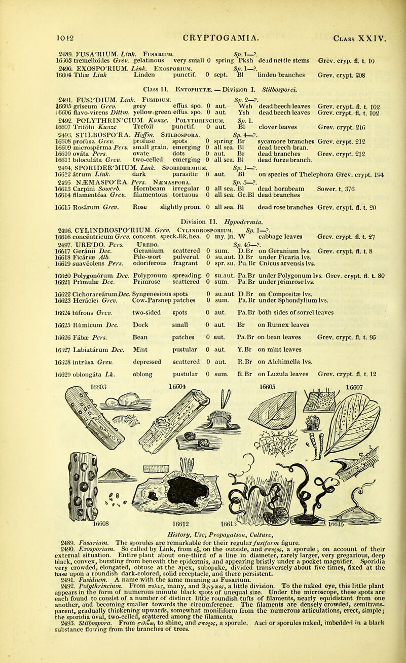 2489. FUSA'RIUM. Link. Fusabium. Sp. 1—?. 16JC3 tremelloides Grev. gelatinous very small 0 spring Pksh dead nettle stems Grev. cryp. fl. t. 10 2490. EXOSPO'RIUM. Link. Exospobium. Sp. 1—?. 16604 TIIiee Link Linden punctif. 0 sept. Bl linden branches Grev. crypt. 208 Class II. ENTOPHYT.E. — Division I. Stilbosporei. 24111. FUSI'DIUM. Link. Fusidium. Sp.2—?. 16605 griseum Grev. grey effus. spo. 0 aut. Wsh dead beech leaves Grev. crypt, fl. t. 102 16606 flavo-virens Dittm. yellow-green effus. spo. 0 aut. Ysh dead beech leaves Grev. crypt, fl. t. 102 2492. POLYTHRIN'CIUM. Kunze. PoLYTUBIXCICM. Sp. 1. 16607 Trifolii Kunze Trefoil punctif. 0 aut. Bl clover leaves Grev. crypt. 216 2493. STILBOSPO'RA. Hoffm. Stilbospora. Sp. 4—?. 16608 prorusa Grev. profuse spots 0 spring Br sycamore branches Grev. crypt. 212 16609 microsperma Pers. small grain, emerging 0 all sea. Bl dead beech bran. 16610 ovata Pers. ovate dots 0 aut. Br dead branches Grev. crypt. 212 16611 biloculata Grev. two-celled emerging 0 all sea. Bl dead furze branch. 2494. SPORIDER'MIUM. Link. Spobidermium. Sp. 1—?. 16612 Strum Link. dark parasitic 0 aut. Bl on species of Thelephora Grev. crypt. 194 2495 NiEMASPO'RA. Pers. N^maspora. Sp. 3—?. 16613 Carpini Sowerb. Hornbeam irregular 0 all sea. Bl dead hornbeam Sower, t. 376 16614 filamentosa Grev. filamentous tortuous 0 all sea. Gr.Bl dead branches 1061.5 Rosarum Grev. Rose slightly prom. 0 all sea. Bl dead rose branches Grev. crypt, fl. t. 20 Division II. Hypodermia. 2496. CYLINDROSPO'RIUM. Grev. Cylixdrosporium. Sp. 1—?. 16616 concentricum Grev. concent, speck-lik.hea. 0 my. jn. W cabbage leaves Grev. crypt, fl. t. 27 2497. URE'DO. Pers. Uredo. Sp. 45—?. 16617 Geranii Dec. Geranium scattered 0 sum. D.Br on Geranium lvs. Grev. crypt, fl. t. 8 16618 Ficarise Alb. Pile-wort pulverul. 0 su.aut. D.Br under Ficaria lvs. 16619 suaveolens Pers. odoriferous fragrant 0 spr. su. Pu.Br Cnicus arvensis lvs. 16620 Polygonorum Dec. Polygonum spreading 0 su.aut. Pa.Br under Polygonum lvs. Grev. crypt, fl t 80 16621 Piimulze Dec. Primrose scattered 0 sum. Pa Br under primrose lvs. 16622 CichoracearumDec. Syngenesious spots 16623 Heraclei Grev. Covv-Parsnep patches 0 su.aut D.Br on Composita; lvs. 0 sum. Pa. Br under Sphondyhum lvs. 16624 bifrons Grev. 16625 Rumicum Dec. 16626 Faba; Pers. 16527 Labiatarum Dec. 16628 intrusa Grev. 16629 oblongata Lk. 16603 two-sided Dock Bean Mint depressed oblong spots small patches pustular 0 aut. 0 aut. 0 aut. 0 aut. scattered 0 aut. pustular 0 sum. 16604 Pa.Br both sides of sorrel leaves Br on Rutnex leaves Pa. Br on bean leaves Grev. crypt, fl. t. 95 Y. Br on mint leaves R.Br on Alchimella lvs. R.Br on Luzula leaves Grev. crypt, fl. t. 12 16605 16607 History, Use, Propagation, Culture, 2489. Fusarlum. The sporules are remarkable for their regular fusiform figure. 2490. Exosporium. So called by Link, from e{, on the outside, and irirojo?, a sporule; on account of their external situation. Entire plant about one-third of a line in diameter, rarely larger, very gregarious, deep black, convex, bursting from beneath the epidermis, and appearing bristly under a pocket magnifier. Sporidia very crowded, elongated, obtuse at the apex, suhopake, divided transversely about five times, fixed at the base upon a roundish dark-colored, solid receptacle, and there persistent. 2491. Fusidium. A name with the same meaning as Fusarium. 2492. Polythrincium. From mXv;, many, and Sgiyxos, a little division. To the naked eye, this little plant appears in the form of numerous minute black spots of unequal size. Under the microscope, these spots arc each found to consist of a number of distinct little roundish tufts of filaments, nearly equidistant from one another, and becoming smaller towards the circumference. The filaments are densely crowded, semitrans- parent, gradually thickening upwards, somewhat moniliform from the numerous articulations, erect, simple; the sporidia oval, two-celled, scattered among the filaments. 2493. Stilbospora. From riXSm, to shine, and trtro^m, a sporule. Asci or sporules naked, imbedde'l in a black substance flowing from the branches of trees.