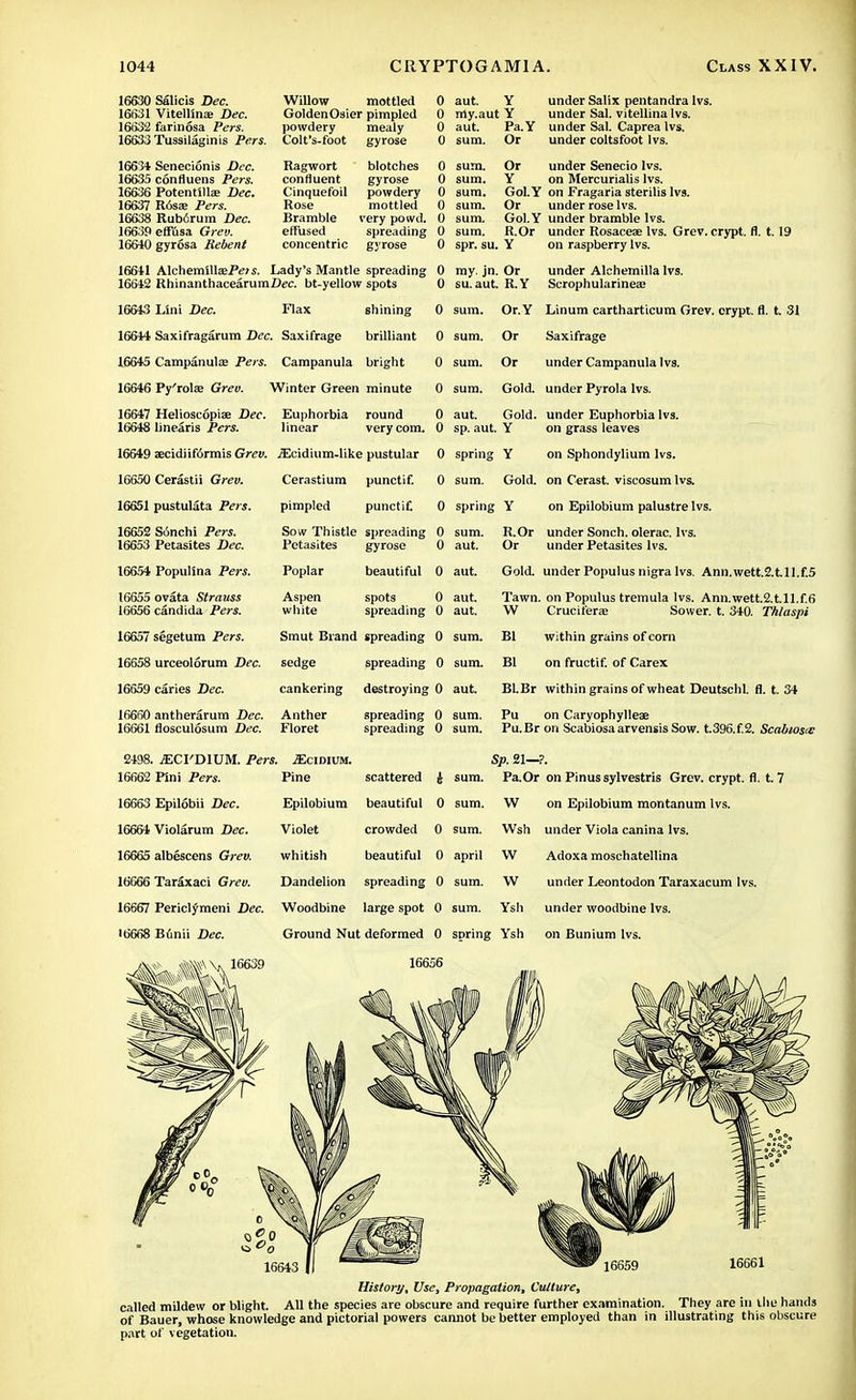 16630 Salicis Dec. 16631 Vitelline Dec. 16632 farinosa Pers. 16633 Tussilagin is Pers. 16634 Senecionis Dec. 16635 confluens Pers. 16636 Potentlllae Dec. 16637 Rosa: Pers. 16638 Rubcrum Dec. 16639 eflusa Grev. 16640 gyrosa Bebent Willow mottled 0 Golden Osier pimpled 0 powdery mealy 0 Colt's-foot gyrose 0 Ragwort blotches 0 confluent gyrose 0 Cinquefoil powdery 0 Rose mottled 0 Bramble very powd. 0 effused spreading 0 concentric gyrose 0 16641 Alchemlll£e.P<;7s. Lady's Mantle spreading 0 16642 RhinanthacearumDec. bt-yellow spots 0 16643 Llni Dec. Flax shining 16644 Saxifragarum Dec. Saxifrage brilliant 16645 Campanula? Pers. Campanula bright 16646 Py'rola? Grev. Winter Green minute 16647 Helioscopiae Dec. Euphorbia round 16648 linearis Pers. linear very com. 16649 aecidiiformis Grev. iEcidium-like pustular 16650 Cerastii Grev. Cerastium punctif. 16651 pustulata Pers. pimpled punctif. aut. Y under Salix pentandra lvs. rriy.aut Y under Sal. vitellina lvs. aut. Pa.Y under Sal. Caprea lvs. sum. Or under coltsfoot lvs. sum. Or under Senecio lvs. sum. Y on Mercurialis lvs. sum. Gol.Y on Fragaria sterilis lvs. sum. Or under rose lvs. sum. Gol.Y under bramble lvs. sum. R.Or under Rosaceae lvs. Grev. crypt, fl. 1.19 spr. su. Y on raspberry lvs. my. jn. Or under Alchemilla lvs. su. aut. R.Y Scrophularineae sum. Or.Y Linum cartharticum Grev. orypt. fl. t. 31 sum. Or Saxifrage sum. Or under Campanula lvs. sum. Gold, under Pyrola lvs. aut. Gold, under Euphorbia lvs. sp. aut. Y on grass leaves spring Y on Sphondylium lvs. sum. Gold, on Cerast. viscosum lvs. spring Y on Epilobium palustre lvs. 16652 Sonchi Pers. 16653 Petasites Dec. Sow Thistle spreading 0 Petasites gyrose 0 sum. aut. R.Or under Sonch. olerac. lvs. Or under Petasites lvs. 16654 Populina Pers. Poplar beautiful 0 aut. Gold, under Populus nigra lvs. Ann.wett.2.t.ll.f.5 16655 ovata Strauss 16656 Candida Pers. 16657 segetum Pers. 16658 urceolorum Dec. 16659 caries Dec. 16660 antherarum Dec. 16661 flosculosum Dec. Aspen white spots 0 spreading 0 Smut Brand spreading 0 sedge spreading 0 cankering destroying 0 Anther Floret spreading 0 spreading 0 aut. aut. sum. sum. aut. sum. sum. 2498. .ECI'DIUM. Pers. .Ecidium. Pine scattered i 16662 Pini Pers. 16663 Epilobii Dec. 16664 Violarum Dec. 16665 albescens Grev. 16666 Taraxaci Grev. 16667 Periclymeni Dec. 16668 B6nii Dec. 16639 sum. Epilobium beautiful 0 sum. Violet crowded 0 sum. whitish beautiful 0 april Dandelion spreading 0 sum. Woodbine large spot 0 sum. Tawn. on Populus tremula lvs. Ann.wett.2.t.ll.f.6 W Cruciferaa Sower, t. 340. Thlaspi Bl within grains of corn Bl on fructif. of Carex Bl.Br within grains of wheat Deutschl. fl. t. 34 Pu on Caryophylleae Pu.Br on Scabiosaarvensis Sow. t.396.f,2. Scabwscc Sp. 21—?. Pa.Or on Pinussylvestris Grev. crypt, fl. t. 7 W on Epilobium montanum lvs. Wsh under Viola canina lvs. W Adoxa moschatellina W under I^eontodon Taraxacum lvs. Ysh under woodbine lvs. Ground Nut deformed 0 spring Ysh on Bunium lvs. 16656 History, Use, Propagation, Culture, called mildew or blight. All the species are obscure and require further examination. They are in tile hands of Bauer, whose knowledge and pictorial powers cannot be better employed than in illustrating this obscure part of vegetation.