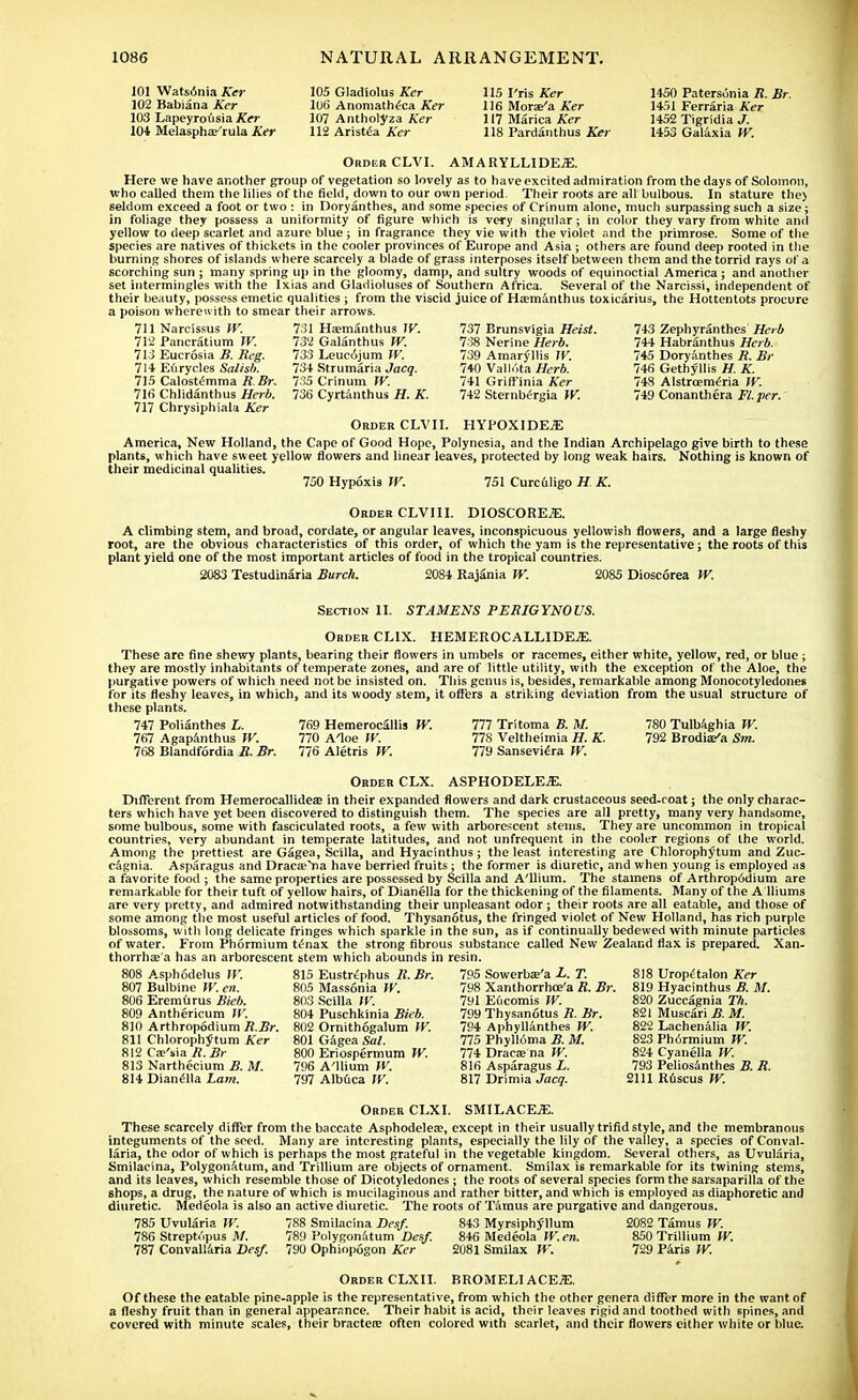 101 Watsdnia Ker 102 Babiana Ker 103 Lapeyrousia Ker 104 Melasphas-'rula Ker 105 Gladiolus Ker 106 Anomatheca Ker 107 Antholyza Ker 112 Arista Ker 115 I'ris tor 116 Morae'a Ker 117 Marica Ker 118 Pardanthus A>>- 1450 Patersunia R. Br. 1451 Ferraria A>r 1452 Tigridia J. 1453 Galaxia W. Order CLVI. AMARYLLIDE5:. Here we have another group of vegetation so lovely as to have excited admiration from the days of Solomon, who called them the lilies of the field, down to our own period. Their roots are all bulbous. In stature the> seldom exceed a foot or two : in Doryanthes, and some species of Crinum alone, much surpassing such a size; in foliage they possess a uniformity of figure which is very singular ; in color they vary from white and yellow to deep scarlet and azure blue ; in fragrance they vie with the violet and the primrose. Some of the species are natives of thickets in the cooler provinces of Europe and Asia ; others are found deep rooted in the burning shores of islands where scarcely a blade of grass interposes itself between them and the torrid rays of a scorching sun ; many spring up in the gloomy, damp, and sultry woods of equinoctial America; and another set intermingles with the Ixias and Gladioluses of Southern Africa. Several of the Narcissi, independent of their beauty, possess emetic qualities ; from the viscid juice of Ha?manthus toxicarius, the Hottentots procure a poison wherewith to smear their arrows. 711 Narcissus W. 712 Pancratium W. 713 Eucrosia B. Reg. 714 Eurycles Salisb. 715 Calostemma R Br. 716 Chlidanthus Herb. 717 Chrysiphiala Ker 731 Ha?manthus W. 732 Galanthus W. 733 Leuc6jum W. 734 Strumaria Jacq. 735 Crinum IV. 736 Cyrtanthus H. K. 737 Brunsvigia Heist. 738 Nerine Herb. 739 Amaryllis W. 740 Vallota Herb. 741 Griff inia Ker 742 SternMrgia W. 743 Zephyranthes' Herb 744 Habranthus Herb. 745 Doryanthes R. Br 746 Gethyllis H. K. 748 Alstrcemeria W. 749 Conanthera Fl.per. Order CLVII. HYPOXIDEiE America, New Holland, the Cape of Good Hope, Polynesia, and the Indian Archipelago give birth to these plants, which have sweet yellow flowers and linear leaves, protected by long weak hairs. Nothing is known of their medicinal qualities. 750 Hypoxis W. 751 Curc61igo H. K. Order CLVIII. DIOSCOREJE. A climbing stem, and broad, cordate, or angular leaves, inconspicuous yellowish flowers, and a large fleshy root, are the obvious characteristics of this order, of which the yam is the representative; the roots of this plant yield one of the most important articles of food in the tropical countries. 2083 Testudinaria Burch. 2084 Rajania W. 2085 Dioscorea W. Section II. STAMENS PERIGYNOUS. Order CLIX. HEMEROCALLIDE^. These are fine shewy plants, bearing their flowers in umbels or racemes, either white, yellow, red, or blue ; they are mostly inhabitants of temperate zones, and are of little utility, with the exception of the Aloe, the purgative powers of which need not be insisted on. This genus is, besides, remarkable among Monocotyledones for its fleshy leaves, in which, and its woody stem, it offers a striking deviation from the usual structure of these plants. 747 Polianthes L. 769 Hemerocallis W. Til Tritoma B. M. 780 Tulb&ghia W. 767 Agapanthus W. 770 A'loe W. 778 Veltheimia H. K. 792 Brodia^a Sm. 768 Blandfordia B. Br. 116 Aletris W. 779 Sanseviera IV. Order CLX. ASPHODELE.E. Different from Hemerocallidea? in their expanded flowers and dark crustaceous seed-coat; the only charac- ters which have yet been discovered to distinguish them. The species are all pretty, many very handsome, some bulbous, some with fasciculated roots, a few with arborescent stems. They are uncommon in tropical countries, very abundant in temperate latitudes, and not unfrequent in the cooler regions of the world. Among the prettiest are Gagea, Scilla, and Hyacinthus ; the least interesting are Chlorophytum and Zuc- cagnia. Asparagus and Draca?>ia have berried fruits ; the former is diuretic, and when young is employed as a favorite food ; the same properties are possessed by Scilla and A'llium. The stamens of Arthrop6dium are remarkable for their tuft of yellow hairs, of Dianella for the thickening of the filaments. Many of the A lliums are very pretty, and admired notwithstanding their unpleasant odor ; their roots are all eatable, and those of some among the most useful articles of food. Thysanotus, the fringed violet of New Holland, has rich purple blossoms, with long delicate fringes which sparkle in the sun, as if continually bedewed with minute particles of water. From Phormium t^nax the strong fibrous substance called New Zealand flax is prepared. Xan- thorrhas'a has an arborescent stem which abounds in resin. 815 Eustrtphus R. Br. 795 Sowerba?'a L. T. 808 Asphodelus W. 807 Bulbine W. en. 806 Eremurus Bieb. 809 Anthericum W. 810 Arthropodium R.Br. 811 Chlorophytum Ker 812 Ca?'sia R.Br 813 Narthecium B. M. 814 Dianella Lam. 805 Massonia W. 803 Scilla W. 804 Puschkinia Bieb. 802 Ornithogalum W. 801 Gagea Sal. 800 Eriospermum W. 796 A'llium W. 797 Albuca W. 798 Xanthorrhce'a R. Br. 791 Eucomis W. 799 Thysanotus R. Br. 794 Aphyllanthes W. 775 Phylloma B. M. 774 Dracae na W. 816 Asparagus L. 817 Drimia Jacq. 818 Uropetalon Ker 819 Hyacinthus B. M. 820 Zuccagnia Th. 821 Muscari B. M. 822 Lachenalia W. 823 Ph6rmium W. 824 Cyanella W. 793 Peliosanthes B. R. 2111 Ruscus W. Order CLXI. SMILACEJE. These scarcely differ from the baccate Asphodelea;, except in their usually trifidstyle, and the membranous integuments of the seed. Many are interesting plants, especially the lily of the valley, a species of Conval- laria, the odor of which is perhaps the most grateful in the vegetable kingdom. Several others, as Uvularia, Smilacina, Polygonatum, and Trillium are objects of ornament. Smilax is remarkable for its twining stems, and its leaves, which resemble those of Dicotyledones ; the roots of several species form the sarsaparilla of the shops, a drug, the nature of which is mucilaginous and rather bitter, and which is employed as diaphoretic and diuretic. Merieola is also an active diuretic. The roots of Tamils are purgative and dangerous, 785 Uvularia IV. 788 Smilacina Desf. 843 Myrsiphyllum 2082 Tamus W. 786 Streptc'ipus M. 789 Polygonatum Desf. 846 Medeola W.en. 850 Trillium W. 787 Convallaria Desf. 790 Ophiopogon Ker 2081 Smilax W. 729 Paris W. Order CLXII. BROMELI ACEiE. Of these the eatable pine-apple is the representative, from which the other genera differ more in the want of a fleshy fruit than in general appearance. Their habit is acid, their leaves rigid and toothed with spines, and covered with minute scales, their bractete often colored with scarlet, and their flowers either white or blue.