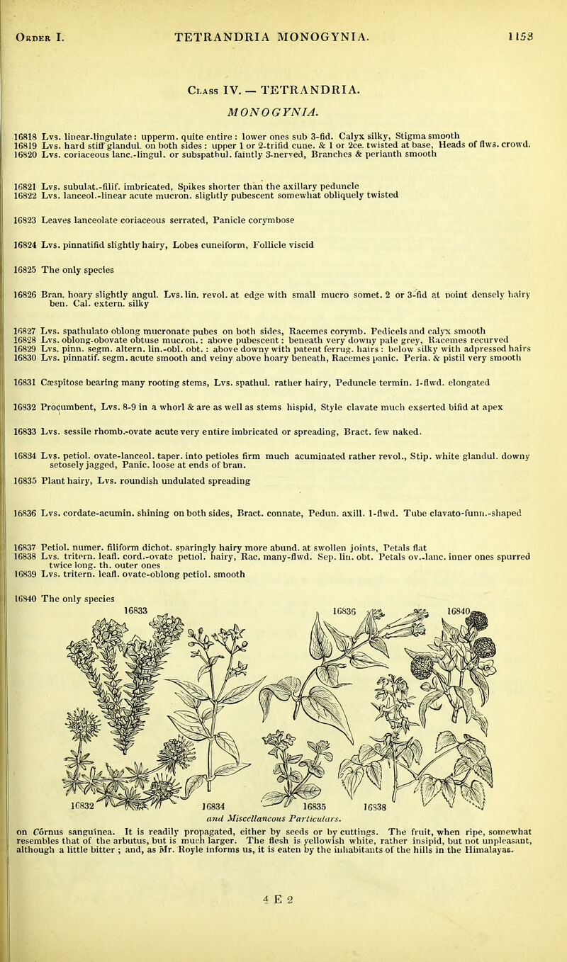 Class IV. — TETRANDRI A. MONOGYNIA. 1C818 Lvs. linear.lingulate: upperm. quite entire : lower ones sub 3-fid. Calyx silky, Stigma smooth 16819 Lvs. hard stiff glandul. on both sides : upper 1 or 2-trifid cune. & 1 or 2ce. twisted at base. Heads of flwa. crowd. 16820 Lvs. coriaceous lanc.-lingul. or subspathul. faintly 3-nerved, Branches & perianth smooth 16821 Lvs. subulat.-filif. imbricated, Spikes shorter than the axillary peduncle 16822 Lvs. lanceol.-linear acute mucron. slightly pubescent somewhat obliquely twisted 16823 Leaves lanceolate coriaceous serrated, Panicle corymbose 16824 Lvs. pinnatifid slightly hairy, Lobes cuneiform, Follicle viscid 16825 The only species 16826 Bran, hoary slightly angul. Lvs.lin. revol. at edge with small mucro somet. 2 or 3-fid at point densely hairy ben. Cal. extern, silky 16827 Lvs. spathulato oblong mucronate pubes on both sides, Racemes corymb. Pedicels and calyx smooth 16828 Lvs. oblong-obovate obtuse mucron.: above pubescent: beneath very downy pale grey, Kacemes recurved 16829 Lvs. pinn. segm. altern. lin.-obl. obt. : above downy with pntent ferrug. hairs: below silky with adpressed hairs 16830 Lvs. pinnatif. segm. acute smooth and veiny above hoary beneath, Racemes panic. Peria. tx pistil very smooth 16831 Ca;spitose bearing many rooting stems, Lvs. spathul. rather hairy, Peduncle termin. 1-flwd. elongated 16832 Procumbent, Lvs. 8-9 in a whorl & are as well as stems hispid, Style clavate mucli exserted bifid at apex 16833 Lvs. sessile rhomb.-ovate acute very entire imbricated or spreading, Bract, few naked. 16834 Lvs. petiol. ovate-lanceol. taper, into petioles firm much acuminated rather revol., Stip. white glandul. downy setosely jagged, Panic, loose at ends of bran. 16835 Plant hairy, Lvs. roundish undulated spreading 16836 Lvs. cordate-acumin. shining on both sides, Bract, connate, Pedun. axill. 1-flwd. Tube clavato-funn.-shaped 16837 Petiol. numer. filiform dichot. sparingly hairy more abund. at swollen joints, Petals flat 16838 Lvs. tritern. lead. cord.-ovate petiol. hairy, Rac. many-fiwd. Sep. lin. obt. Petals ov.-lanc. inner ones spurred twice long. th. outer ones 16839 Lvs. tritern. leafl. ovate-oblong petiol. smooth 16340 The only species and Miscellaneous Particulars, on Cornus sanguinea. It is readily propagated, either by seeds or by cuttings. The fruit, when ripe, somewhat resembles that of the arbutus, but is much larger. The flesh is yellowish white, rather insipid, but not unpleasant, although a little bitter ; and, as Mr. Royle informs us, it is eaten by the inhabitants of the hills in the Himalayas.