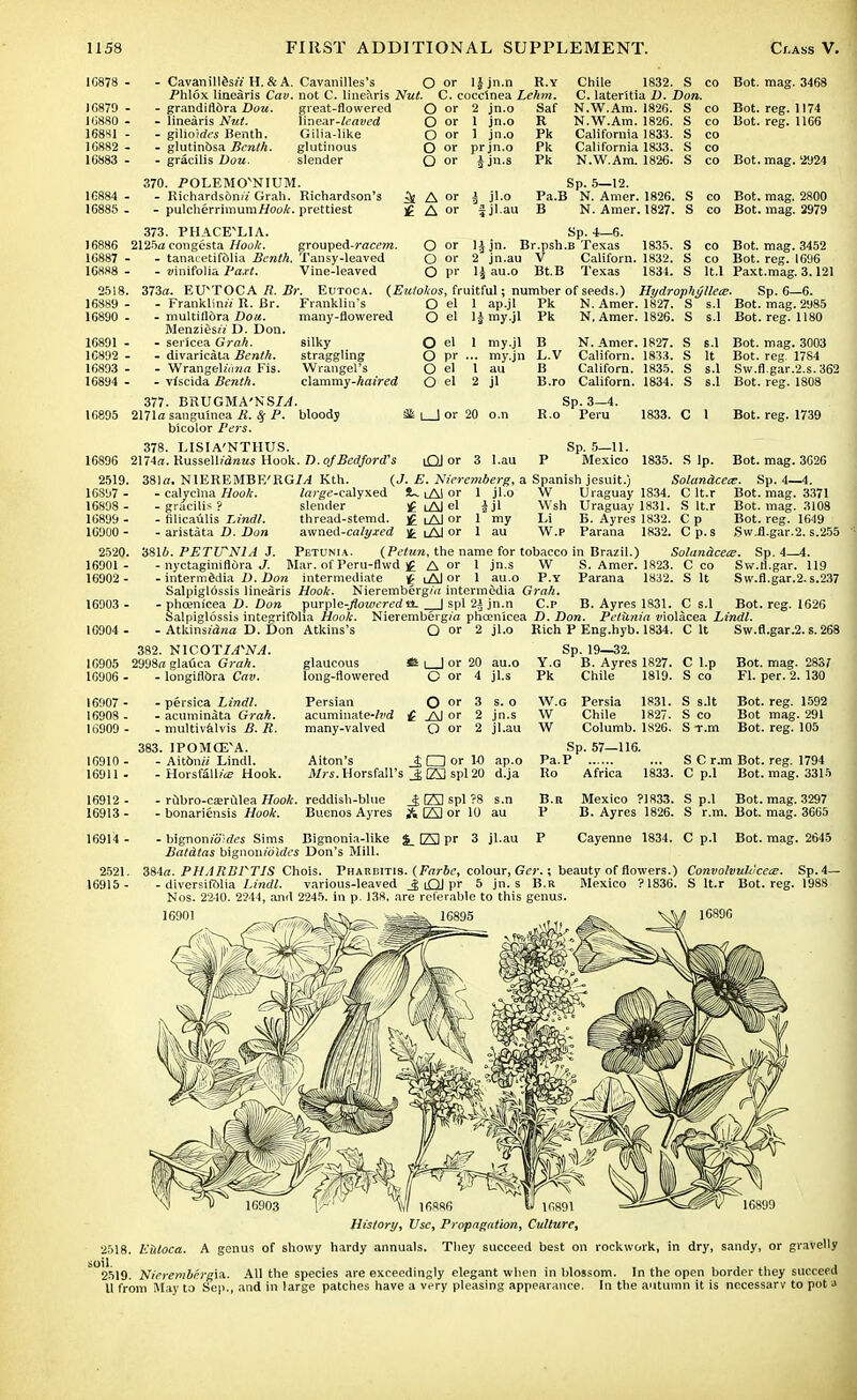 1G878 - JG879 - 16880 - 168X1 - 1G882 - 10883 - CavanillesH H. & A. Cavanilles's O or l|jn.n R.y Phlox linearis Cav. not C. linearis Nut. C. coccinea Lehm. grandifldra Dou. linearis Nut. gilioides Benth. glutinbsa Bcnth. gracilis Dou. great-flowered Unenr-leaved Gilia-like glutinous slender 16884 16885 . 16886 16887 16888 2518 16889 16890 16891 16892 16893 16894 16895 370. POLEM OMNIUM. - Richardsbntf Grah. Richardson's - pulcherrimum//oo*. prettiest O or O or O or O or O or 3e A or £ A or 2 jn.o 1 jn.o 1 jn.o prjn.o I jn.s I jl-o Jjl.au Saf R Pk Pk Pk Chile 1832. S co Bot. mag. 3468 C. lateritia D. Don. N.W.Am. 1826. S co Bot. reg. 1174 N.W.Am. 1826. S co Bot. reg. 1166 California 1833. S co California 1833. S co N.W.Am. 1826. S Sp. 5—12. Pa.B N. Amer. 1826. S B N. Amer. 1827. S co Bot. mag. '2924 Bot. mag. 2800 Bot. mag. 2979 grouped-racon Tansy-leaved Vine-leaved 373. PHACE'LIA. 2125a congesta Hook. - tanacetif&lia Benth. - tiinifolia Part. . 373a. EtPTOCA R. Br - Franklins R. Br. - multiflora Don. Menzies?'; D. Don - sericea Grah. - divaricata Benth. - WrangehflMfl Fis. - vfscida Benth. 377. BRUGMA'NSP4. 2171a sanguinea P. $ P. bloodj tricolor Fers. Sp. 4—6. ljjn. Br.psh.B Texas 2 jn.au V Californ. li au.o Bt.B Texas 1835. 1832. 1834. It.I O or O or O pr Eutoca. (Eufokos, fruitful; number of seeds.) Hydrophyllea?- Franklin's O el 1 ap.jl Pk N. Amer. 1827. S s.l many-flowered O el ljmy.jl Pk N. Amer. 1826. S s.l silky O el 1 my.jl straggling O pr ... my.jn Wrangel's O el I au clammy-Aai'raZ O el 2 jl B L.V B B.ro N. Amer. 1827. S s.l Californ. 1833. S It Californ. 1835. S s.l Californ. 1834. S s.l Bot. mag. 3452 Bot. reg. 1696 Paxt.mag. 3.121 Sp. 6—6. Bot. mag. 2985 Bot. reg. 1180 Bot. mag. 3003 Bot. reg. 1784 Sw.fl.gar.2.s.362 Bot. reg. 1808 St i | or 20 o.n Sp. 3—4. R.o Peru 1833. C 1 Bot. reg. 1739 378. LISIA'NTHUS. 16896 2174a. Russelh'dttws Hook. D. of Bedford's 381a. NIEREMBK'RG//) Kth. Sp. 5—11. Mexico 2519. 16S97 - 16898 - 16899 - 16900 - 2520. 16901 - 16902 - - calyclna Hook. - gracilis ? - filicaulis TAndl. - aristata D. Don 3814. PETITN1A J. - nyctaginiflora J. O or 3 l.au P Mexico 1835. Sip. Bot. mag. 3026 (J. E. Nieremberg, a Spanish jesuit.) Solandcece. Sp. 4—4. 16905 16906 • 16907 ■ 16908 . 16909 • 16910 ■ 16911 ■ 16912 • 16913- 16914 ■ 2521. 16915 - /a>-ge-calyxed !U uM or 1 jl.o W Uraguay 1834. C lt.r Bot. mag. 3371 slender £ iAJ el |jl Wsh Uraguay 1831. S lt.r Bot. mag. 3108 thread-stemd. £iA|or 1 my Li B. Ayres 1832. C p Bot. reg. 1649 awned-calyied )fc lAI or 1 au W.P Parana 1832. Cp.s Sw.fl.gar.2. s.255 Petunia. (Petun, the name for tobacco in Brazil.) Solandcece. Sp. 4 4. Mar. of Peru-flwd £ A or 1 jn.s W S. Amer. 1823. Ceo Sw.il.gar. 119 intermedia D. Don intermediate £ tAJ or 1 au.o P.Y Parana 1832. S It Sw.fl.gar.2. s.237 Salpiglossis linearis Hook. Nieremberg/Vi intermedia Grah. - phcenicea D. Don purple-flowered a. | spl 2A jn.n C.p B. Ayres 1831. C s.l Bot. reg. 1626 Salpiglossis integrifblia Hook. Nierembergm phcenicea D. Don. Petunia t/iolacea Lindl. - Atkins/dna D. Don Atkins's O or 2 jl.o Rich P Eng.hyb. 1834. C It Sw.fl.gar.2. s. 268 382. KICOTIA^NA. glaucous * i 1 or 20 au.o long-flowered O or 4 jl.s 2998a glauca Grah. - longiflbra Cav. - persica Lindl. - acuminata Grah. - multivalvis B. R. 383. IPOMCEvA. - Aitbna Lindl. - Horstallte Hook. Sp. 19—32. Y.G B. Ayres 1827. C l.p Pk Chile 1819. S co Bot. mag. 2837 Fl. per. 2. 130 Persian acuminate-ft'd many-valved Aiton's O or £ AJ or O or 3 s. o 2 jn.s 2 jl.au W.G W W Persia Chile 1827 Columb. 1826 1831. S s.lt S co Bot. reg. 1592 Bot mag. 291 S -r.m Bot. reg. 105 _£ □ or 10 ap.o Mrs. Horsfall's G3 spl 20 d.ja Sp. 57—116. Pa.P Ro Africa 1833. S C r.m Bot. reg. 1794 C p.l Bot. mag. 3315 - rflbro-Ccerulea Hook, reddish-blue _§ [23 spl ?8 s.n - bonariensis Hook. Buenos Ayres & El or 10 au - bignomo'des Sims Bignonia-like %_ El pr 3 jl.au Batdtas bignom'dkto Don's Mill. B.R Mexico ?1833. S p.l Bot. mag. 3297 P B. Ayres 1826. S r.m. Bot. mag. 3665 P Cayenne 1834. C p.l Bot. mag. 2645 384a. PHARBPT1S Chois. Pharbitis. (Farbe, colour, Ger.; beauty of flowers.) Convo/vulvcear. Sp.4— - diversif&lia Lindl. various-leaved JOpr 5 jn.s B.R Mexico ? 1836. S lt.r Bot. reg. 1988 Nos. 2210. 2241, and 2245. in p. 138, are referable to this genus. 16896 History, Use, Propagation, Culture, 2518. Fitloca. A genus of showy hardy annuals. They succeed best on rockwork, in dry, sandy, or gravelly 2519. Nierembcrgiz. All the species are exceedingly elegant when in blossom. In the open border they succeed 11 from May to Sep., and in large patches have a very pleasing appearance. In the autumn it is necessary to pot •>