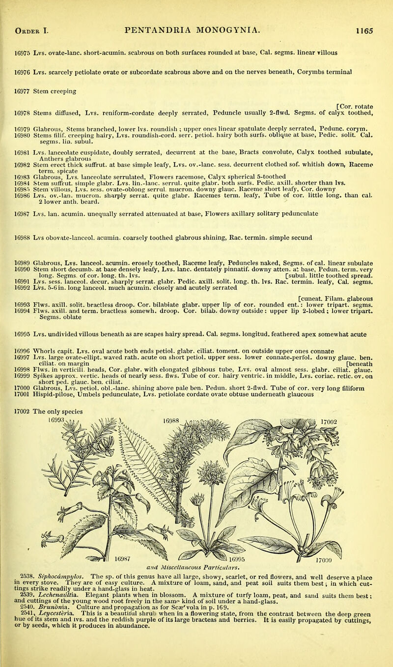 16975 Lvs. ovate-lanc. short-acumin. scabrous on both surfaces rounded at base, Cal. segms. linear villous 16976 Lvs. scarcely petiolate ovate or subcordate scabrous above and on the nerves beneath, Corymbs terminal 16977 Stem creeping [Cor. rotate 16978 Stems diffused, Lvs. reniform-cordate deeply serrated, Peduncle usually 2-flwd. Segms. of calyx toothed, 16979 Glabrous, Stems branched, lower lvs. roundisli; upper ones linear spatulate deeply serrated, Pedunc. corym. 16980 Stems filif. creeping hairy, Lvs. roundish-cord. serr. petiol. hairy both surfs, oblique at base, Pedic. solit. Cal. segms. lia. subul. 16981 Lvs. lanceolate cuspidate, doubly serrated, decurrent at the base, Bracts convolute, Calyx toothed subulate, Anthers glabrous 16982 Stem erect thick suffrut. at base simple leafy, Lvs. ov.-lanc. sess. decurrent clothed sof. whitish down, Raceme term, spicate 16983 Glabrous, Lvs. lanceolate serrulated, Flowers racemose, Calyx spherical 5-toothed 16984 Stem suffrut. simple glabr. Lvs. lin.-lanc. serrul. quite glabr. both surfs. Pedic. axill. shorter than lvs. 169S> Stem villous, Lvs. sess. ovate-oblong serrul. mucron. downy glauc. Raceme short leafy, Cor. downy 16986 Lvs. ov.-lan. mucron. sharply serrat. quite glabr. Racemes term, leafy, Tube of cor. little long, than cal. 2 lower anth. beard. 16987 Lvs. Ian. acumin. unequally serrated attenuated at base, Flowers axillary solitary pedunculate 16988 Lvs obovate-lanceol. acumin. coarsely toothed glabrous shining, Rac. termin. simple secund 16989 Glabrous, Lvs. lanceol. acumin. erosely toothed, Raceme leafy, Peduncles naked, Segms. of cal. linear subulate 16990 Stem short decumb. at base densely leafy, Lvs. lane, dentately pinnatif. downy atten. at base, Pcdun. term, very long. Segms. of cor. long. th. lvs. [subul. little toothed spread. 16991 Lvs. sess. lanceol. decur. sharply serrat. glabr. Pedic. axill. solit. long. th. lvs. Rac. termin. leafy, Cal. segms. 16992 Lvs. 5-6 in. long lanceol. much acumin. closely and acutely serrated [cuneat. Filam. glabrous 16993 Flws. axill. solit. bractless droop. Cor. bilabiate glabr. upper lip of cor. rounded ent.: lower tripart. segms. 16994 Flws. axill. and term, bractless somewh. droop. Cor. bilab. downy outside: upper lip 2-lobed; lower tripart. ■ Segms. oblate 16995 Lvs. undivided villous beneath as are scapes hairy spread. Cal. segms. longitud. feathered apex somewhat acute 16996 Whorls capit. Lvs. oval acute both ends petiol. glabr. ciliat. toment. on outside upper ones connate 16997 Lvs. large ovate-ellipt. waved rath, acute on short petiol. upper sess. lower connate-perfol. downy glauc. ben. ciliat. on margin [beneath 16998 Flws. in verticill. heads, Cor. glabr. with elongated gibbous tube, Lvs. oval almost sess. glabr. ciliat. glauc. 16999 Spikes approx. vertic. heads of nearly sess. flws. Tube of cor. hairy ventric. in middle, Lvs. coriac. retic. ov. on short ped. glauc. ben. ciliat. 17000 Glabrous, Lvs. petiol. obi.-lane, shining above pale ben. Pedun. short 2-flwd. Tube of cor. very long filiform 17001 Hispid-pilose, Umbels pedunculate, Lvs. petiolate cordate ovate obtuse underneath glaucous 17002 The only species and Miscellaneous Particulars. 2538. Siphocdmpylos. The sp. of this genus have all large, showy, scarlet, or red flowers, and well deserve a place in every stove. They are of easy culture. A mixture of loam, sand, and peat soil suits them best; in which cut- tings strike readily under a hand-glass in heat. 2539. LechenaiUt\&. Elegant plants when in blossom. A mixture of turfy loam, peat, and sand suits them best; and cuttings of the young wood root freely in the same kind of soil under a hand-glass. 2540. BrunonisL. Culture and propagation as for Scae'vola in p. 169. 2541. Leycestiriz. This is a beautiful shru ■ when in a flowering state, from the contrast between the deep green hue of its stem and lvs. and the reddish purple of its large bracteas and berries. It is easily propagated by cuttings, or by seeds, which it produces in abundance.