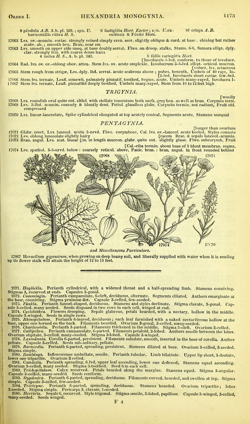 8 pendula A.B. A.b. pi. 239.; syn. U. 9 fastigiata Hort. Exeter; s/n. l/.ex- 10 crispa horizontalis rubra H. S. oniensis & F6rd« Hort. 17062 Lvs. ov.-acumin. coriac. strongly veined simply cren. serr. slightly oblique & cord, at base . shining but rather scabr. ab.; smooth ben. Bran, near sm 17063 Lvs. smooth on upper side uneq. at base doubly serrat. Flws. on droop, stalks, Stams. 6-8, Samara ellipt. dply. clav. strongly frin. with coarse dense hairs 4 inclsa H. S., A. b. pi. 242. . 5 f&liis variegStis Hurt. [Involucels 5-lvd. conform, to those of involucr. 17064 Rad. lvs. ov. ov.-oblong obov. atten. Stem lvs. ov. acute amplexic. Iuvolucrum 3-5-lvd. ellipt. orbicul. mucron. [volucr, lvs. setaceous 17065 Stem rough from strigse, Lvs. dply. lbd. serrat. acute scabrous above ; pubes. beneath, Umbels of 40 rays, Iu- [2-lvd. Involucels short coriac. few-lvd. 17066 Stem lvs. ternate, Leaf], somewh. palmately pinnatif. toothed, Segms. acute, Umbels many-rayed, Involucra 1- 17067 Stem lvs. ternate, Leafl. pinnatifid deeply toothed, Umbels many-rayed, Stem from 10 to 12 feet high TRIGYNIA. [woolly 170C8 Lvs. roundish oval quite ent. clthd. with stellate tomentum both surfs, grey ben. as well as bran. Corymbs term. 17069 Lvs. 3-lbd. acumin. coarsely & bluntly dent. Petiol. glandless glabr. Corymbs termin. not radiant, Fruit obi. compressed 17070 Lvs. linear-lanceolate, Spike cylindrical elongated at top acutely conical, Segments acute, Stamens unequal PENTAGYNIJ. [longer than ovarium 17071 Glabr. erect, Lvs. lanceol. acute 3-nrvd. Flws. corymbose, Cal. lvs. ov.-lanceol. acute keeled, Styles connate 17072 Lvs. oblong lanceolate slightly hairy [racem. Brae. & sepals lanceol.-acumin. 17073 Bran, angul. Lvs. scat, linear Jin. in length mucron. glabr. quite ent. slightly glauc. Flws. subcorymb, Fruit [Cal.-ribs termin. about base of 5 blunt membran. segms. 17074 Lvs. spathul. 3-5-nrvd. below: coarsely reticul. above, Panic, bran.: bran, angul. in front rounded behind and Miscellaneous Particulars. 17067 Heraclema giganteum, when growing on deep loamy soil, and liberally supplied with water when it is sending up its flower stalk will attain the height of 12 to 15 feet 2571. Hayldckia. Perianth cylindrical, with a widened throat and a half-spreading limb. Stamens conniving. Stigmas 3, recurved at ends. Capsules 3-gonal. 2572. Cummingia. Perianth campanulate, 6-cleft, deciduous, alternate. Segments ciliated. Anthers emarginate at the base, conniving. Stigma pruinose dot. Capsule 3-celled, few-seeded. 2573. Ftinlaz. Perianth funnel-shaped, deciduous. Stamens and styles declinate. Stigma clavate, 3-gonal. Cap- sule 3-celled, many seeded. Seeds disposed in two rows in each cell, winged at end. 2574. Cyclobdthra. Flowers drooping. Sepals glabrous, petals bearded, with a nectary, hollow in the middle. Capsule 3-winged. Seeds in single rows. 2575. lihinopitalum. Perianth 6-leaved, deciduous ; each leaf furnished with a naked nectariferous hollow at the base, upper one horned on the back. Filaments bearded. Ovarium 3-gonal, 3-celled, many-seeded. 2576. Charlwovdia. Perianth 3-parted. Filaments thickened in the middle. Stigma 3-cleft. Ovarium 3-celled. 2577. Calliprbra. Perianth campanulate, 6-parted. Filaments petaloid, 2-lobed. Anthers sessile between the lobes. Ovarium stipitate, 3-celled, many-seeded. Stigma 3-lobed. Capsule 3-winged. 2578. Laxmannia. Corolla 6-parted, persistent. Filaments subulate, smooth, inserted in the base of corolla. Anther peltate. Capsule 3-celled. Seeds sub-solitary, peltate. 2579. Barnurdia. Perianth 6-parted, spreading, persistent. Stamens dilated at base. Ovarium 3-celled, 3-seeded. Stigma simple. 2580. Daubenya. Inflorescence umbellate, sessile. Perianth tubular. Limb bilabiate. Upper lip short, 3-dentate, lower one tripartite. Ovarium 3-celled. 2581. Camissia. Perianth spreading, 6-lvd, upper leaf ascending, lower one deflexed. Stamens equal ascending. Ovarium 3-celled, many seeded. Stigma 3-toothed. Seed 6 in each cell. 2582. Trichopitalum. Calyx recurved. Petals bearded along the margins. Stamens equal. Stigma 3-angular. Capsule 3-celled, many-seeded Seeds reniform. 2583. Stypdndra. Perianth 6-parted, spreading, deciduous. Filaments curved, bearded, and swollen at top. Stigma simple. Capsule 3-celled, few-seeded. 2584. Triciryne. Perianth 6-parted, spreading, deciduous. Stamens bearded. Ovarium tripartite; lobes 2-seeded. Stigma simple. Pericarps 3, clavate, 1-seeded. 2585. Hcrriria. Sepals 6, recurved. Style trigonal. Stigma sessile, 3-lobed, papillose. Capsule 3-winged, 3-celled, niany-seeded. Seeds winged. F 4