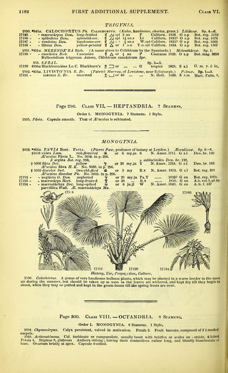 TRIGYNU. 2590. *845<z. CALOCHO'RTUS Ph. Calochorths. (Kalos, handsome, ckortos, grass.) LiliUcea. Sp.4—6. 17185 . - macrocarpus Dou. long-fruited ff _AJ spl 2 au P Californ. 1826. O s.p Bot. reg. 1152 17186- - splendens Dou. splenriid-coj-. 5 _A1 spl ljau.s Li Californ. 1832? O s.p Bot. reg. 1G76 17187- - venustus Dou. handsome-cor. tf _A1 > ' !|au.s W.spt Californ. 1832? O s.p Bot. reg. 1669 17188 - - luteus Dou. yellow-petaled 5 A or 1 s.o Y.G.spt Californ. 1834. O s.p Bot. reg. 1567 2591. *851o. MERENDE^RA Bieb. (A name given to Colchicura by the Spaniards.) MelanthdcetE. Sp. 1. 17189 - - caucasica Bicb. Caucasian 5 A or a au P Caucasus 1823. O s.p Bot. mag. 3690 Bulbocbdium trigynum Adams, Colchicum caucasicum Spr. 855. S/TBA L. Sp. 2—5. 17190 4996a BlackburmVJnrt Lo.C. Blackburn's £ ZD or G tropics 1825. S s.l G. m. v. f. lo. 2592. *855a. 1,1 VISTO'NIA R.Br. {Patrick Murray, of Levistone, near Edinburgh.) Piilnue. Sp. 1—2. 17191- inermis R. Br. unarmed ±\ | or 40 N. Hull. 1824. S r.m Mart. Palm. t. Page 296. Class VII. — HEPTANDRIA. 7 Stamens. Order I. MONOGYNIA. 7 Stamens. 1 Style. 2593. Paoia. Capsule smooth. That of ^B'sculus is echinated. MONOGYNIA. (Pierre Paw, professor of botany at Leyden.) JEsculticece. Sp. 6—8. 6 my.jn S N. Amer. 1711. G s.l Den.br. 120 ■y sublaciniata Den. br. 120, Y N. Amer. 1764. G s.l Den. br. 163 2593. »866«. PX^YIA Boer. Pavia. f5058 rubra Lam. red-flowered St ^E'sculus Pavi'a L. No. 5058. in p. 296. /3 arguta Bot. reg. 993, f 5060 fiava Dec. yellow J or 20 my.jn ^'sculus flSva H. K. No. 5060. in p. 296. 1 5059 discolor Swt. tvio-cld-flwd Sk or 5 my R.Y N. Amer. 1812. G s.l Bot. reg. 310 yE'sculus discolor PA. No. 5059. in p. 296. neglecta G. Don neglected jf or 20 macrocarpa Hort. long-fruited $ or 20 macrostiichya Dec. long-spiked ^ or 6 parviflbra Walt. JE. macrostachya Mz. 17U8 17192 - 17193 - 17194 - my.jn Pa.Y ... K.Y jn.jl W 1823? G co 1826. G co N. Amer. 1820. G co Bot. reg. 1009- A.b. vol.5.pi 52 A.b. f. 137 History, Use, Propagation, Culture, 2590. Calochdrtus. A genus of very handsome bulbous plants, which may be planted in a warm border in the open air during the summer, but should be taken up as soon as the leaves are withered, and kept dry till they begin to shoot, when they may ne potted and kept in the green-house till the spring frosts are over. Page 300. Class VIII. — OCTANDRIA. 8 Stamens. Order 1. MONOGYNIA. 8 Stamens. 1 Style. 2594. Chymocdrpus. Calyx persistent, valved in aestivation. Petals 2. Fruit baccate, composed of 3 1-seeded carpels. 2595. Arthrostimma. Cal. turbinate or campanulate, usually beset with bristles or scales on . utside, 4-lobed. Petals 4. Stigmas 8, glabrous Anthers oblong ; hnrving their connectives rather long, and bluntly biauriculate at base. Ovarium bristly at apex. Capsule 4-celled.