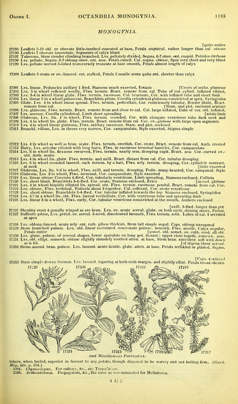 MONOGYN1A. [quite entire 17195 Leaflets 5-10 obi. or obovate little-toothed cuneated at base, Petals unguicul. rather longer than cal obtuse 17196 Leaflets 7 obovate Lanceolate, Segments of calyx blunt 17197 Tuberous, Stem slender climbing branched, Lvs. peltately divided, Segms. 6-7 obov. ent. cuspid. Petioles cirrhose 17198 Lvs. peltate, Segms. 6-7 oblong-obov. ent. sess. Petals cuneif. Cal. segms. obtuse, Spur very short and very blunt 17199 Lvs. peltate nerved 5-lobed transversely truncate at base smooth, Petals almost length of calyx 17200 Leaflets 5 ovate or ov.-lanceol. ent. stalked, Petals 2 sessile acute quite ent. shorter than calyx 17201 Lvs. linear, Peduncles axillary 1 flwd. Stamens much exserted, Ectasis [Crests of anths. plumose 17202 Lvs. 5 in whorl refiexed woolly, Flws. termin. Bract, remote from cal. Tube of cor. cylind. inflated ribbed, 17203 Lvs. 3-4 in whorl linear glabr. Flws. termin. racemose, Cal. bracteate. Cor. with inflated tube and short lirnb 17204 Lvs. linear 5 in a whorl pubescent, Branchlets pilose, Corolla cylindrical glabrous constricted at apex, Syringfidea 17205 Glabr. Lvs 4 in whorl linear spread. Flws. termin. pedicellate, Cor. ventricosely tubular, Border blunt, Bract. remote from cal. [Stam. and pist. enclosed aristate 17206 Lvs. glabrous, Flws. termin. Bract, remote from and close to cal. Cal. large inflated, Tube of cor. ohl. inflated, (7207 Lvs. acerose, Corolla cylindrical, Limb short spreading [white limb 17208 Glabrous, Lvs. lin. 4 in whorl, Flws. termin. crowded, Cor. with elongate ventrieose tube dark neck and 17209 Lvs. 4 in whorl lin. glabr. Flws. termin. Bract, remote from cal Cor. ov.-globose with large open segments 17210 Lvs. 4 in whorl linear glabrous, Flws. axillary racemose, Stam. and pist. enclosed 17211 Brauchl. villose, Lvs. in threes very narrow, Cor. campanulate, Style exserted, Stigma simple 17212 Lvs. 4 in whorl as well as bran, scabr. Flws. termin. erectish, Cor. ovate, Bract, remote from cal. Anth. crested 17213 Hairy, Lvs. acicular ciliated with long hairs, Flws. in racemose terminal fascicles, Cor. campanulate 17214 Lvs. 6 in whorl lin. flexuous recurved, Flws. termin. nearly sess. drooping capit. Bract, sess Cor. curved ov.- obl. Anth. mutic 17215 Lvs. 4 in whorl lin. glabr. Flws. termin. and axill. Bract, distant from cal. Cor. tubular drooping 17216 Lvs. 6 in whorl crowded lanceol. each termin. by a hair, Flws. nrly. termin. drooping, Cor. cylindric contract. at neck [little exserted 17217 Glabrous, Lvs. lin. 5-6 in whorl, Flws. axill. and termin. drooping, Pedic. many-bracted, Cor. campanul. Style 17218 Glabrous, Lvs 3 in whorl, Flws. terminal, Cor. campanulate, Style exserted 17219 Lvs. linear obtuse Corymbs 4-flwd. Cor. tubularly ventrieose, Limb spreading, Stamens enclosed, Callista 17220 Lvs. short blunt, Branchlets 3-4-flwd. Cor. ovate, Stamens enclosed, .Erica [urce«l. globose 17221 Lvs. 4 in whorl hispidly ciliated lin. spread, obt. Flws. termin. racemose pendul. Bract, remote from cal. Cor. 17222 Lvs. obtuse, Flws. terminal, Pedicels about 3 together, Cal. refiexed, Cor. ovate ventrieose 17223 Lvs. short obtuse, Branchlets 3-4-flwd. Cor. tubular inflated towards the top Stamens enclosed, Syring&dea 17224 Lvs. 4 ? in a whorl lin. obt. Flws. lateral verticillate, Cor. with ventrieose tube and spreading limb 17225 Lvs. linear 3 in a whorl, Flws. early, Cor. tubular ventrieose constricted at the mouth, Anthers enclosed [axill. 3-flwd. longer than pet 17226 Shrubby erect 4-gonally winged as are bran. Lvs. ov. acute serrul. glabr. on both surfs, shining above, Fedun. 17227 Suffrutic pilose, Lvs. petiol. ov. serrul. 5-nrvd. discoloured beneath, Flws. termin. solit. Lobes of cal. 4 serrated at apex 17228 Lvs. oblong-lanceol. acute nrly ent. rath, pilose thickish, Stem tall simple angul. Caps, oblong tetragonal 17229 Stem branched pubesc. Lvs. obi. linear serrulated mucronate pubesc. beneath, Flws. sessile, Calyx angular, Petals entire [somet. obi. somet. ov. rath. cord, afl obt. 17230 Lvs. glauc. pubesc. of several shapes, lower spatulate on long pet. distant: upper close togeth. somewh. sess. 17231 Lvs. obi. ellipt. somewh. obtuse slightly sinuately toothed atten. at base, Stem bran, succulent soft with down as is fol. [of stigma blunt spread. 17232 Stems ascend, bran, pubesc. Lvs. lanceol. acute dentic. glabr. atten. at base, Petals wrinkled or plaited, Segms. [( aps. 4-winged 17233 Stem simpl? downy dpcumb Lvs. lanceol. tapering at both ends margin, and slightly ciliat. Petals broad obcord. and Miscellaneous Particulars. tubers, when boiled, superior in flavour to any potato, though disposed to be watery and not boiling firm. (Gard. Mag. xiv. p. 254.) 2594. Chymucnrpus. For culture, &c, se*' Tropa?\>!um. 2595. Arlhrustermna. Propagation, &c, the same as recommended for Melfiatonia.