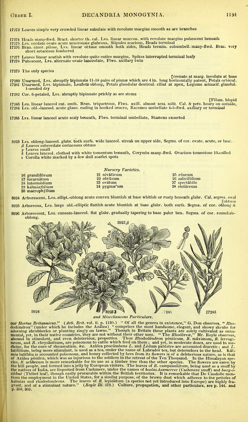 17273 Leaves simple very crowded linear subulate with revolute margins smooth as are branches 17274 Heads many-flwd. Bract, shorter th. cal. Lvs. linear mucron. with revolute margins pubescent beneath 17275 Lvs. cordate ovate acute mucronate glabrous, Stipules scarious, Heads terminal 17276 Bran, ciner. pilose, Lvs. linear obtuse smooth both sides, Heads termin. subumbell. many-flwd. Brae, very short setaceous feathered 17277 Leaves linear acutish with revolute quite entire margins, Spikes interrupted terminal leafy 17278 Pubescent, Lvs. alternate ovate lanceolate, Flws. axillary twin 17279 The only species [crenate at marg. involute at base 17280 Unarmed, Lvs. abruptly bipinnate 11-18 pairs of pinna? which are 4 in. long horizontally patent, Petals orbicul. 17281 Unarmed, Lvs. bipinnate, Leaflets oblong, Petals glandular denticul. ciliat at apex, Legume acinacif. glandul. 1-seeded dry 17282 Cor. 6-petaled, Lvs. abruptly bipinnate prickly as are stems [Filam. hispid 17283 Lvs. linear lanceol ent. smth. Bran, triquetrous, Flws. axill. almost sess. solit. Cal. & pets, hoary on outside, 17284 Lvs. obi.-lanceol. acute glauc. ending in hooked mucro, Racemes umbellate 4-5-flwd. axillary or terminal 17285 Lvs. linear lanceol acute scaly beneath, Flws. terminal umbellate, Stamens exserted 5923 Lvs. oblong-lanceol. glabr. both surfs, wide lanceol. streak on upper side, Segms. of cor. ovate, acute, or lane. 0 Leaves subcordate coriaceous obtuse y Leaves small S Leaves lanceol. clothed with white tomentum beneath, Corymbs many-flwd. Ovarium tomentose 10-celled t Corolla white marked by a few dull scarlet spots 16 grandiflorum 17 Incarnatum 18 intermedium 19 ka\micefdlium 20 macrophyllum Nursery Varieties. 21 niv&ticum 22 obtusum 23 ovatum 24 pygma^um 25 »-6seum 26 salicifblium 27 spectabile 28 zdolaceum 5924 Arborescent, Lvs. ellipt.-oblong acute convex bluntish at base whitish or rusty beneath glabr. Cal. segms. oval [obtuse 5925 Arboreous, Lvs. large obl.-elliptic flattish acute bluntish at base glabr. both surfs. Segms. of cor. oblong A 5926 Arborescent, Lvs. cuneate-lanceol. flat glabr. gradually tapering to base paler ben. Segms. of cor. roundish- oblong. <%#B-7-J(i\ At <^ 5923y3 17283 and Miscellaneous Particulars. our Hortus Britannicus. (Arb. Brit. vol. ii. p. 1130.)  Of all the genera in existence, G. Don observes,  .Rho- dodendron (under which he includes the Azalea)  comprises the most handsome, elegant, and showy shrubs for adorning shrubberies or planting singly on lawns. Though in Britain these plants are solely cultivated as orna- mental, yet, in their native countries, they are not without their other uses.  The ifhodorese, Mr. Royle observes, abound in stimulant, and even deleterious, properties. Thus Rhododendron ponticum, R. maximum, R. ferrugi- neum, and R. chrysanthum, are poisonous to cattle which feed on them ; and yet, in moderate doses, are used In me- dicine, for the cure of rheumatism, &c. Azalea procumbens L. and iedum palustre are accounted diuretic; and L. latifolium, being more stimulant, is used as a tea, under the name of Labrador tea, but determines to the head. Kal- miu latifolia is accounted poisonous, and honey collected by bees from its flowers is of a deleterious nature, as is that of Aziilea pontica, which was so injurious to the soldiers in the retreat of the Ten Thousand. In the Himalayan spe- cies, R. arbbreum is more remarkable for its use as a timber tree than the other species. The flowers are eaten by the hill people, and formed into a jelly by European visiters. The leaves of R. campanulatum, being used as a snuff by the natives of India, are imported from Cashmere, under the names of hoolas-kasmeeree (Cashmere snuff) and burg-i- tibbut (Thibet leaf), though easily procurable within the British territories. It is remarkable that De Candolle men- tions the employment in the United States, for a similar purpose, of the brown dust which adheres to the petioles of kalmias and rhododendrons. The leaves of R. lepidbtuin (a species not yet introduced into Europe) are highly fra- grant, and of a stimulant nature. (Royle III 219.) Culture, propagation, and other particulars, 6ee p. 144. and p. 358, 360.