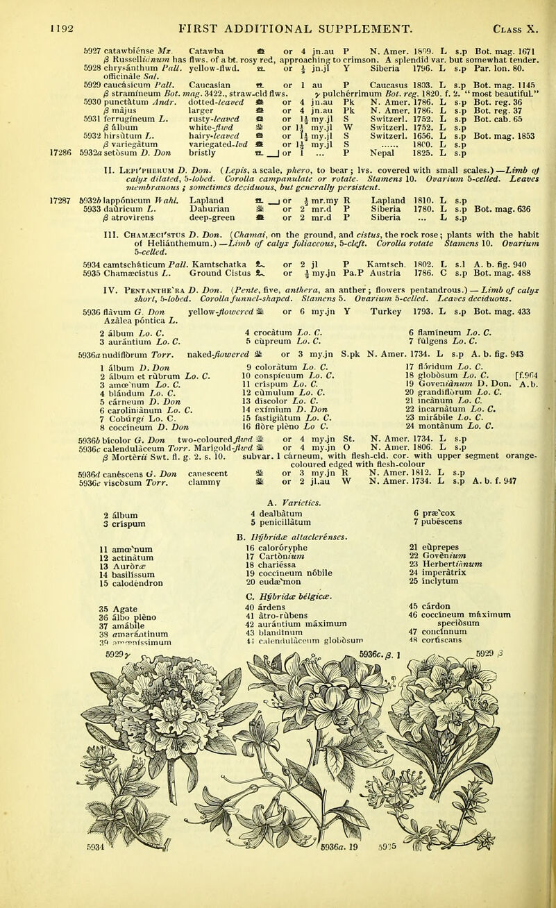 5927 catawbiense Mx. 3 KusselliV/reawz has flws. of abt. rosy red, approaching 5928 chrysanthum Pall, yellow-flwd. a. or i jn.jl officinale Sal. 5929 caucasicum Pall. Caucasian t*. or S stramineum Bot. mag. 3422., straw-cld flws. 5930 punctatum Andr. 3 majus 5931 ferruglneum L. B album 5932 hirsdtum L. 3 variegatum 17286 5932rt setusum D. Don 4 jn.au P N. Amer. 1809. L to crimson. A splendid var. Y Siberia 1796. L s.p Bot. mag. 1671 but somewhat tender, s.p Par. Ion. 80. s.p Bot. mag. 1145 .2. most beautiful. dotted-tezwd * or 4 jn.au Pk N. Amer. 1786. L s.p Bot. reg. 36 larger O or 4 jn.au Pk N. Amer. 1786. L s.p Bot. reg. 37 rusty-lcuvcd *» or 1J my.jl S Switzerl. 1752. L s.p Bot. cab. 65 wh\te-flwd 3fc or U my.jl W Switzerl. 1752. L s.p ha\ry-leavcd » or 1£ my.jl S Switzerl. 1656. L s.p Bot. mag. 1853 variegated-taZ * or 1J my.jl S 18C0. L s.p bristly tt. | or 1 ... P Nepal 1825. L s.p II. Lepi'phehum D. Don. (Lepis, a scale, phero, to bear; lvs. covered with small scales.)—Limb oj calyx dilated, b-lobed. Corolla campanulate or rotate. Stamens 10. Ovarium b-celled. Leaves membranous f sometimes deciduous^ but generally persistent. Lapland tt. i or ± mr.my R Dahurian Sit or 2 mr.d P deep-green SS or 2 mr.d P 17287 5932* lappomcum Kahl. 5933 da&ricum L. 3 atrovlrens Lapland 1810. L s.p Siberia 1780. L s.p Bot. mag. 636 Siberia ... L s.p III. Cham^ci'stus D. Don. (Chamai, on the ground, and cislus, the rock rose; plants with the habit of Helianthemum.) —Limb of calyx foliaceous, 5-cleft. Corolla rotate Stamens 10. Ovarium b-celled. 5934 camtschaticum Pall. Kamtschatka 5935 Chamaecistus L. Ground Cistus 2 jl P Kamtsch. £ my.ju Pa.F Austria 1802. L 1786. C s.l A. b. fig. 940 s.p Bot. mag. 488 IV. Pentanthe'ra D. Don. (Pente, five, anthera, an anther ; flowers pentandrous.) — Limb of calyx short, b-lobcd. Corolla funnel-shaped. Stamens 5. Ovarium b-celled. Leaves deciduous. 5936 flavum G. Don Azalea pontica L. 2 album Lo. C. 3 aurantium Lo. C. 5936a nudiflbrum Torr. ycWov/-flowered ik or 6 my.jn Y Turkey 1793. L s.p Bot. mag. 433 4 crocatum l,o. C. 5 ciipreum Lo. C. naked-fiowered Sk or 3 my.jn S.pk N. Amer. 1734 6 flamineum Lo. C. 7 fulgens Lo. C. L s.p A. b. fig. 943 9 coloratum Lo. C. 10 conspicuum Lo. C. 11 crispum Lo. C. 12 cOmulum Lo. C. 13 discolor Lo. C. 14 eximium D. Don 15 fastigiatum Lo. C. 16 fldre pleno Lo C. 59364 bicolor G. Don two-coloured^wrf Ok or 4 my.jn 5936c calendulaceum Torr. Marigold-jiwd Sk or 4 my.jn 3 Morterij Swt. fl. g. 2. s. 10. 1 album D. Don 2 album et rtibrum Lo. C. 3 amce'num Lo. C. 4 blamdum l,o. C. 5 carneum D. Don 6 carolinianum Lo. C. 7 Coburgi Lo. C. 8 coccineum D. Don 5936rf canescens G. Don 593Cf viscbsum Torr. canescent clammy 17 fl'iridum Lo. C. 18 globdsum Lo. C. [f.964 19 Govenidnum D.Don. A.b. 20 grandifldrum Lo. C. 21 incanum Lo. C. 22 incarnatum Lo. C» 23 mirSbile Lo. C. 24 montanum Lo. C. St. N. Amer. 1734. L s.p O N. Amer. 1806. L s.p subvar. 1 carneum, with flesh-cld. cor. with upper segment orange- coloured edged with flesh-colour Sis or 3 my.jn R N. Amer. 1812. L s.p or 2 jl.au W N. Amer. 1734. L s.p A. b. f. 947 2 album 3 crispum 11 amcenum 12 actinatum 13 Aurdr« 14 basillssum 15 calodendron 35 Agate 36 albo pldno 37 amabile 3S amarajitinum 39 nr>™nfssimum A. Varieties. 4 dealbatum 5 penicillatum B. Hybridal allaclcrenses. 16 calororyphe 17 Cart&m«m 18 chariessa 19 coccineum nobile 20 eudae^mon C. Hybrids belgicte. 40 ardens 41 atro-rubens 42 aurantium maximum 43 blandlnum 4i calendulaceum globosum 6 prae^cox 7 pubescens 21 euprepes 22 Go\§niu7n 23 Herbert*7i«K?n 24 imperatrix 25 inclytum 45 cardon 46 coccineum maximum specibsum 47 concinnum 48 cortiscans 5929^