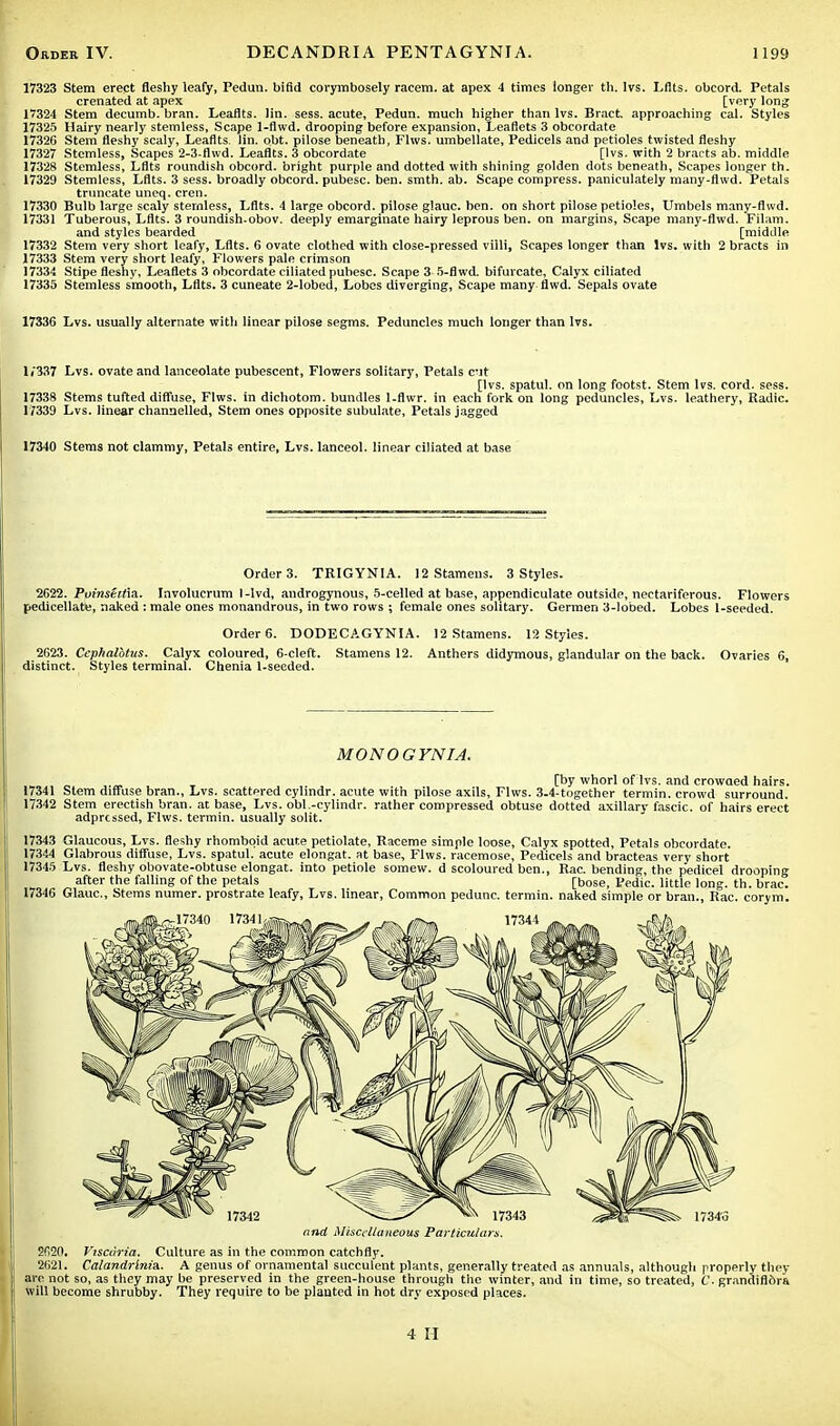 17323 Stem erect fleshy leafy, Pedun. bifid corymbosely racem. at apex 4 times longer th. Ivs. Lflts. obcord. Petals crenated at apex [very long 17324 Stem decumb. bran. Leaflts. lin. sess. acute, Pedun. much higher than lvs. Bract, approaching cal. Styles 17325 Hairy nearly stemless, Scape 1-flwd. drooping before expansion, Leaflets 3 obcordate 17326 Stem fleshy scaly, Leaflts. lin. obt. pilose beneath, Flws. umbellate, Pedicels and petioles twisted fleshy 17327 Stemless, Scapes 2-3-flwd. Leaflts. 3 obcordate [Ivs. with 2 bracts ab. middle 17328 Stemless, Lflts roundish obcord. bright purple and dotted with shining golden dots beneath, Scapes longer th. 17329 Stemless, Lflts. 3 sess. broadly obcord. pubesc. ben. smth. ab. Scape compress, paniculately many-flwd. Petals truncate uneq. cren. 17330 Bulb large scaly stemless, Lflts. 4 large obcord. pilose glauc. ben. on short pilose petioles, Umbels many-flwd. 17331 Tuberous, Lflts. 3 roundish-obov. deeply emarginate hairy leprous ben. on margins, Scape many-flwd. Filam. and styles bearded [middle 17332 Stem very short leafy, Lflts. 6 ovate clothed with close-pressed villi, Scapes longer than lvs. with 2 bracts in 17333 Stem very short leafy, Flowers pale crimson 17334 Stipe fleshy, Leaflets 3 obcordate ciliated pubesc. Scape 3 5-flwd. bifurcate, Calyx ciliated 17335 Stemless smooth, Lflts. 3 cuneate 2-lobed, Lobes diverging, Scape many flwd. Sepals ovate 17336 Lvs. usually alternate with linear pilose segms. Peduncles much longer than lvs. li'337 Lvs. ovate and lanceolate pubescent, Flowers solitary, Petals cut [lvs. spatul. on long footst. Stem lvs. cord. sess. 17338 Stems tufted diffuse, Flws. in dichotom. bundles I-flwr. in each fork on long peduncles, Lvs. leathery, Radic. 17339 Lvs. linear channelled, Stem ones opposite subulate, Petals jagged 17340 Stems not clammy, Petals entire, Lvs. lanceol. linear ciliated at base Order 3. TRIGYNIA. 12 Stamens. 3 Styles. 2622. Ppinstrlia. Involucrum l-lvd, androgynous, 5-celled at base, appendicular^ outside, nectariferous. Flowers pedicellate, naked: male ones monandrous, in two rows ; female ones solitary. Germen 3-lobed. Lobes 1-seeded. Order 6. DODECAGYNIA. 12 Stamens. 12 Styles. 2G23. Cephalbtus. Calyx coloured, 6-cleft. Stamens 12. Anthers didymous, glandular on the back. Ovaries 6, distinct. Styles terminal. Chenia 1-seeded. MONOGYNIA. ,._ _ [by whorl of lvs. and crowaed hairs. 17341 Stem diffuse bran., Lvs. scattered cylindr. acute with pilose axils, Flws. 3.4-together termin. crowd surround. 17342 Stem erectish bran, at base, Lvs. obl.-cylindr. rather compressed obtuse dotted axillary fascic. of hairs erect adprcssed, Flws. termin. usually solit. 17343 Glaucous, Lvs. fleshy rhomboid acute petiolate, Raceme simple loose, Calyx spotted, Petals obcordate. 17344 Glabrous diffuse, Lvs. spatul. acute elongat. at base, Flws. racemose, Pedicels and bracteas very short 17345 Lvs. fleshy obovate-obtuse elongat. into petiole somew. d scoloured ben., Rac. bending, the pedicel drooping after the falling of the petals [bose, Pedic. little long. th. brae. 17346 Glauc, Stems numer. prostrate leafy, Lvs. linear, Common pedunc. termin. naked simple or bran., Rac. corym. 2020. Viscdria. Culture as in the common catchfly. 2621. CalandrlniA. A genus of ornamental succulent plants, generally treated as annuals, although properly they are not so, as they may be preserved in the green-house through the winter, and in time, so treated, C. grandiflSra will become shrubby. They require to be planted in hot dry exposed places. 4 H