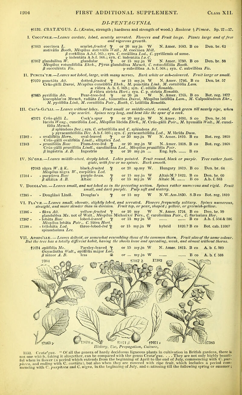 DI-PENTAGYNIA. +] 132. CRATiEvGUS. L. (Kralos, strength ; hardness and strength of wood.) Rosacea; \Pcmea7. Sp. 27—27. I. Cocci'NE/E.—Leaves cordate, lobed, acutely serrated. Flowers and Fruit latge. Plants large and of free and vigorous growth. f7063 cocclnea L. scar\et-fruited J or 20 my.jn W N. Amer. 1083. B co Den. br. 62 sestivalis Booth, Mespilus festivals Wall., M. cocclnea Mill, 0 corallina A.fo.f. 565.; syn. C. corallina hod., C. piriformis of some. y indentata A.b.f. 506.; syn. C. indentata Z.o.C +7067 glandulbsa W. glandular -f or 15 my.jn W N. Amer. 1750. B co Den. br. 58 il/espilus rotundifblia Ehrh,, Pyrus glandulbsa Mccnch, C. rotundifblia Booth. @ succulenta Fis. y subvillbsa A.b.f. 568.; syn. C. subvilldsa Fis, II. Puncta't^e Leaves not lobed, large, with many nerves. Bark white or ash-coloured. Fruit large or small. f7070 punctata Ait. dotted-fruited *£ or 15 my.jn W N. Amer. 1746. B co Den. br. 57 Crtis-galli Duroi, iV/espilus cuneifolia Ehrh., M. punctata Link, M, eornifblia Lam. a. rubra A. b. f. 569.; syn. C. edulis Ronalds. @ rubra strlcta Hort.\ syn. C. p. stricta Ronalds. +7065 pyrifblia Ait. Pear-tree-lvd f or 20 jn W N. Amer. 1765. B co Bot. reg. 1877 leucophlce'os Mccnch, radiata Lod., tomentbsa Duroi, il/espilus latifblia Lam., M. Calpodendron Ehr., M. pyrifblia Link, M. eornifblia Poir., Booth, C. latifblia Ronalds. III. Cru's-Ga'lli.— Leaves without lobes. Fruit small or middle-sized, round, dark green till nearly ripe, when ripe scarlet. Spines very long, and bent like the spur of a cock. +7071 Crus-galli L. Cock's.spur *f or 20 my.jn W N. Amer. 1691. S Co Den. br. 56 lucida Wang., cuneifolia Lod., Afespifus lucida Ehrh., M. Crus-galli Poir., M. hyemalis Walt., M. cunei- fblia Mccnch. /3 splendens Dec.; syn. C. arbutifolia and C. splendens Ait. y pyracanthifblia Dec. A.b.f. 580.; syn. C. pyracanthifblia Lod., M. lucida Dum. 17382 - - ovalifblia Horn. oval-leaved J or 30 my.jn W N. Amer. 1810. B co Bot. reg. 1860 Crus-galli ovalifblia Lindl., elliptica Lod. 17383 - prunifblia Bosc Plum-tree-lvd ¥ or 20 my.jn W N. Amer. 1818. B co Bot. reg. 1868 Crus-galli prunifblia Lindl., caroliniaha L.od., Mespilusprunifblia Poir. {2 ingestria A.B. Ingestrie *f or 20 my.jn ... Eng. hyb B co IV. NiNGR/E.—Leaves middle-sized, deeply lobed. Lobes pointed. Fruit round, black or purple. Tree rather fasti- giate, with few or no spines. Bark smooth. +7083 nigra W. 8f K. b\ack-fruited or 20 ap.my W. Hungary 1819. B co Den. br. 64 Mespilus nigra W., carpatica Lod. 17384 - - purpurea Bosc purple-irara. f or 15 my.jn W AltaicM.? 1822. B co Den. br. 60 /3 altaica A.B. Altaic $ or 15 my.jn W AltaicM B co A.b. f. 583 Leaves small, and not lobed as in the preceding section. Spines rather numerous and rigid. Fruit small, and dark purple. Pulp soft and watery. Douglas's or 15 my W N.W.Am.1830. S.Bco Bot. reg. 1810 V. Douglavsii 17385 - - DougUszV Lindl VI. Flavv^e. — Leaves small, obovate, slightly lobed, and serrated. Flowers frequently solitary. Spines numerous, straight, and more slender than in division. Fruit top, or pear, shaped ; yellow, or greenish-yellow. ■ fiava Ail. yeVow-fruited f or 20 my W N. Amer. 1724. B co Den. br. 59 glandulbsa Mx. not of Walt., Mespilus MlchauxzY Pers., C. caroliniana Poir., C. flavissima Hor. • lobata Bosc \obed-leaved J or 15 myjn W B co A.b. f. 554 & 586 Mespilus lobata Poir., C. liltea Hort. ■ trilobata Lod. three-lobed-/wd ^ or 15 my.jn W hybrid 1820.? B co Bot. cab. 1100? spinosissima Lee. VII. Apiifovli;e Leaves deltoid, or somewhat resembling those of the common thorn. Fruit also of the same colour. But the tree has a totally different habit, having the shoots loose and spreading, weak, and almost without thorns. 17386 - 17387 - 17388 - +7074 apiifblia Mx. Parsley-leaved ^ Oxyacantha Walt., npiifblia major Lod. (i minor A. B. 7384 or 15 my.jn W or ... my.jn W +70G7 h N. Amer. 1812. History, Use, Propagation, Culture, 1132. Crataegus.  Of all the genera of hardy deciduous ligneous plants in cultivation in British gardens, there is not one which, taking it altogether, can be compared with the genus Crataegus. . . . They are not only highly beauti- ful when in flower (a period which extends from the beginning of April to the end of July, commencing with C. pur- purea, and ending with C. cordata), but also when they are covered with ripe fruit, which includes a period com- mencing with C. purpurea and C. nigra, in the beginning of July, and c< ntinuing till the following spring or summer;