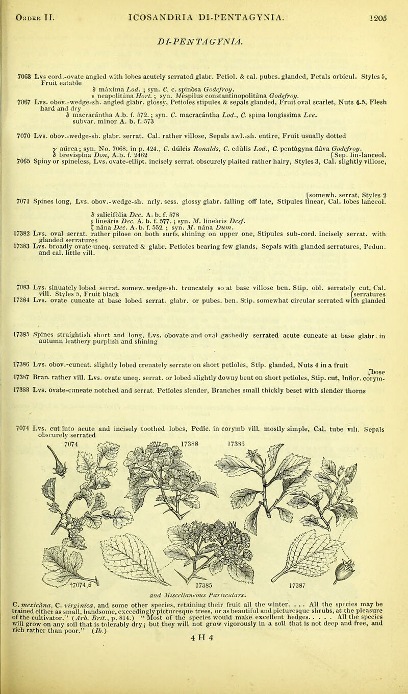 D I- PEN TA G YNIA. 70G3 Lvs cord.-ovate angled with lobes acutely serrated glabr. Petiol. & cal. pubes. glanded, Petals orbicul. Styles 5, Fruit eatable S maxima Lod. ; syn. C. c. spinbsa Godefroy. i neapolitina Hort. ; syn. il/espilus constantinopolitana Godefroy. 7067 Lvs. obov.-wedge-sh. angled glabr. glossy, Petioles stipules & sepals glanded, Fruit oval scarlet, Nuts 4-5, Flesh hard and dry S macracantha A.b. f. 572.; syn. C. macracantha Lod., C. spina longissima Lee. subvar. minor A. b. f. 573 7070 Lvs. obov.-wedge-sh. glabr. serrat. Cal. rather villose, Sepals awl.-sh. entire, Fruit usually dotted aurea; syn. No. 7068. in p. 424., C. dulcis Ronalds, C. edulis L.od., C. pentagyna flava Godefroy. brevisplna Don, A.b. f. 2462 [Sep. lin-lanceol. 7065 Spiny or spineless, Lvs. ovate-ellipt. inciscly serrat. obscurely plaited rather hairy, Styles 3, Cal. slightly villose, [somewh. serrat. Styles 2 7071 Spines long, Lvs. obov.-wedge-sh. nrly. sess. glossy glabr. falling off late, Stipules linear, Cal. lobes Uuiceol. S salicifolia Dec. A. b. f. 578 t linearis Dec. A. b. f. 577.; syn. M. linearis Desf. Z nana Dec. A.b. f. 552. ; syn. M. nana Dum. 17382 Lvs. oval serrat. rather pilose on both surfs, shining on upper one, Stipules sub-cord, incisely serrat. with glanded serratures 17383 Lvs. broadly ovate uneq. serrated & glabr. Petioles bearing few glands. Sepals with glanded serratures, Fedun. and cal. little vill. 7083 Lvs. sinuately lobed serrat. somew. wedge-sh. truncately so at base villose ben. Stip. obi. serratelv cut, Cal. vill. Styles 5, Fruit black [serratures 17384 Lvs. ovate cuneate at base lobed serrat. glabr. or pubes. ben. Stip. somewhat circular serrated with glanded 17385 Spines straightish short and long, Lvs. obovate and oval gashedly 6errated acute cuneate at base glabr. in autumn leathery purplish and shining 17386 Lvs. obov.-cuncat. slightly lobed crenately serrate on 6hort petioles, Stip. glanded, Nuts 4 in a fruit fbose 17387 Bran, rather vill. Lvs. ovate uneq. serrat. or lobed slightly downy bent on short petioles, Stip. cut, Infior. corym- 17388 Lvs. ovate-ctineate notched and serrat. Petioles slender, Branches small thickly beset with slender thorns 7074 Lvs. cut into acute and incisely toothed lobes, Pedic. in corymb vill. mostly simple, Cal. tube fill. Sepals obscurely serrated and Miscellaneous Particulars. C. mexichna, C. virgtnica, and some other species, retaining their fruit all the winter. ... All the species may be trained either as small, handsome, exceedingly picturesque trees, or as beautiful and picturesque shrubs, at the pleasure of the cultivator.' (Arb. Brit., p. 814.)  Most of the species would make excellent hedges All the species will grow on any soil that is tolerably dry; but they will not grow vigorously in a soil that is not deep and free, and rich rather than poor. (Ib.) 4 II 4