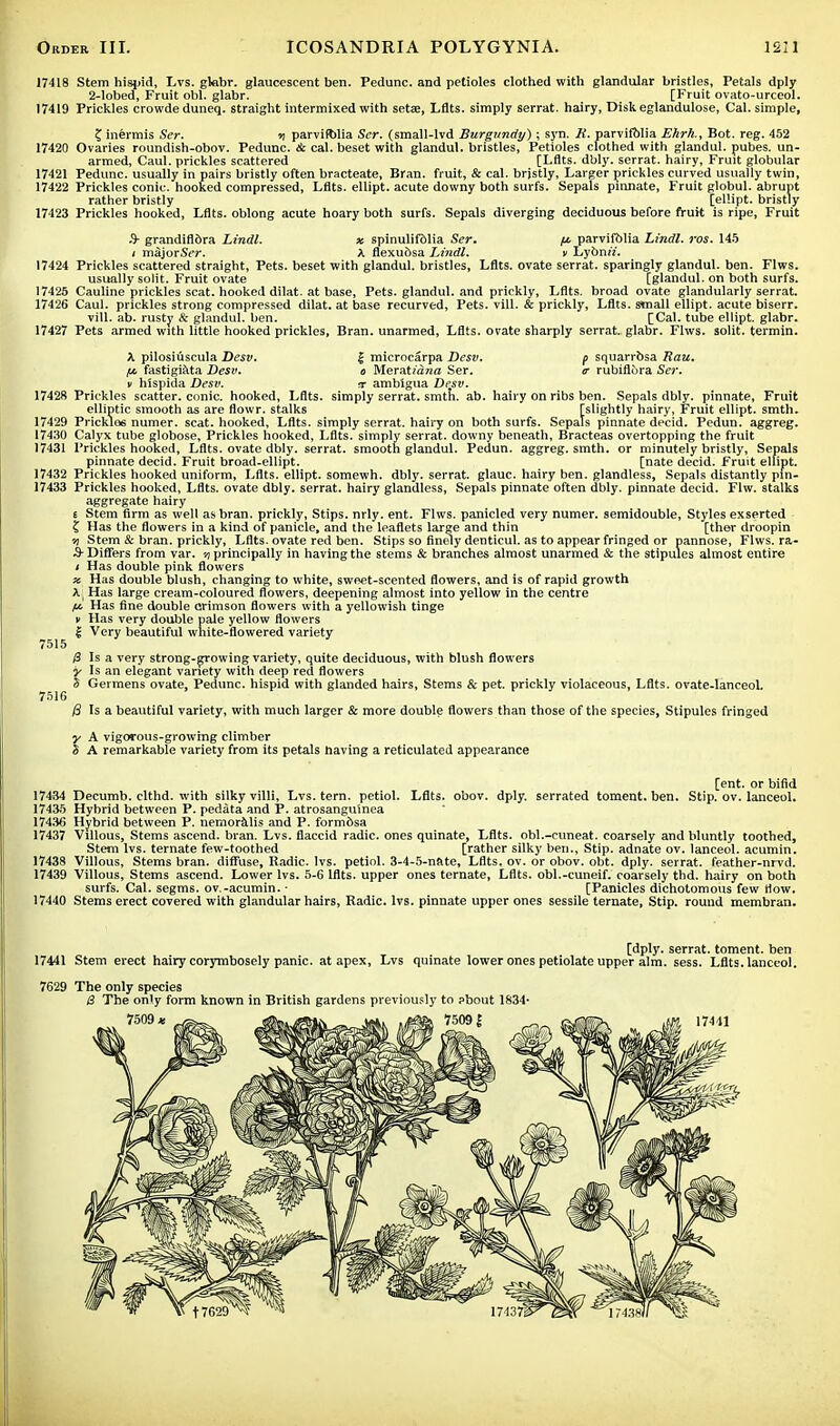 17418 Stem hispid, Lvs. glabr. glaucescent ben. Pedunc. and petioles clothed with glandular bristles, Petals dply 2-lobed, Fruit obi. glabr. [Fruit ovato-urceol. 17419 Prickles crowde duneq. straight intermixed with seta?, Lflts. simply serrat. hairy, Disk eglandulose, Cal. simple, Z inermis Ser. n parvifblia Ser. (small-lvd Burgundy) ; syn. K. parvifblia Ehrh., Bot. reg. 452 17420 Ovaries roundish-obov. Pedunc. & cal. beset with glandul. bristles, Petioles clothed with glandul. pubes. un- armed, Caul, prickles scattered [Lflts. dbly. serrat. hairy, Fruit globular 17421 Pedunc. usually in pairs bristly often bracteate, Bran, fruit, & cal. brjstly, Larger prickles curved usually twin, 17422 Prickles conic, hooked compressed, Lflts. ellipt. acute downy both surfs. Sepals pinnate, Fruit globul. abrupt rather bristly [ellipt. bristly 17423 Prickles hooked, Lflts. oblong acute hoary both surfs. Sepals diverging deciduous before fruit is ripe, Fruit 9- grandifldra Lindl. x spinulifolia Ser. p parvifblia Lindl. ros. 145 * majorS??-. A flexudsa Lindl. v LybmY. 17424 Prickles scattered straight, Pets, beset with glandul. bristles, Lflts. ovate serrat. sparingly glandul. ben. Flws. usually solit. Fruit ovate [glandul. on both surfs. 17425 Cauline prickles scat, hooked dilat. at base, Pets, glandul. and prickly, Lflts. broad ovate glandularly serrat. 17426 Caul, prickles strong compressed dilat. at base recurved, Pets. Till. & prickly, Lflts. small ellipt. acute biserr. Till. ab. rusty & glandul. ben. [Cal. tube ellipt. glabr. 17427 Pets armed with little hooked prickles, Bran, unarmed, Lflts. ovate sharply serrat. glabr. Flws. solit. termin. A pilosiuscula Desv. £ microcarpa Desv. p squarrbsa Rau. rx fastigiata Desv. a Meratmwa Ser. cr rubifl&ra Ser. v hlspida Desv. rr amblgua Dr^sv. 17428 Prickles scatter, conic, hooked, Lflts. simply serrat. smth. ab. hairy on ribs ben. Sepals dbly. pinnate, Fruit elliptic smooth as are flowr. stalks [slightly hairy. Fruit ellipt. smth. 17429 Pricklos numer. scat, hooked, Lflts. simply serrat. hairy on both surfs. Sepals pinnate decid. Pedun. aggreg. 17430 Calyx tube globose, Prickles hooked, Lflts. simply serrat. downy beneath, Bracteas overtopping the fruit 17431 Prickles hooked, Lflts. ovate dbly. serrat. smooth glandul. Pedun. aggreg. smth. or minutely bristly, Sepals pinnate decid. Fruit broad-ellipt. [nate decid. Fruit ellipt. 17432 Prickles hooked uniform, Lflts. ellipt. somewh. dbly. serrat. glauc. hairy ben. glandless, Sepals distantly pm- 17433 Prickles hooked, Lflts. ovate dbly. serrat. hairy glandless, Sepals pinnate often dbly. pinnate decid. Flw. stalks aggregate hairy £ Stem firm as well as bran, prickly, Stips. nrly. ent. Flws. panicled very numer. semidouble, Styles exserted £ Has the flowers in a kind of panicle, and the leaflets large and thin [ther droopin 7) Stem & bran, prickly, Lflts. ovate red ben. Stips so finely denticul. as to appear fringed or pannose, Flws. ra- S- Differs from var. vi principally in having the stems & branches almost unarmed & the stipules almost entire * Has double pink flowers x Has double blush, changing to white, sweet-scented flowers, and is of rapid growth *j Has large cream-coloured flowers, deepening almost into yellow in the centre £6 Has fine double crimson flowers with a yellowish tinge v Has very double pale yellow flowers | Very beautiful white-flowered variety 7515 0 Is a very strong-growing variety, quite deciduous, with blush flowers y Is an elegant variety with deep red flowers S Germens ovate, Pedunc. hispid with glanded hairs, Stems & pet. prickly violaceous, Lflts. ovate-lanceol. 7516 0 Is a beautiful variety, with much larger & more double flowers than those of the species, Stipules fringed y A vigorous-growing climber S A remarkable variety from its petals having a reticulated appearance [ent. or bifid 17434 Decumb. clthd. with silky villi, Lvs. tern, petiol. Lflts. obov. dply. serrated toment. ben. Stip. ov. lanceol. 17435 Hybrid between P. pedata and P. atrosanguinea 17436 Hybrid between P. nernoralis and P. formbsa 17437 Villous, Stems ascend, bran. Lvs. flaccid radic. ones quinate, Lflts. obl.-cuneat. coarsely and bluntly toothed, Stem lvs. ternate few-toothed [rather silky ben., Stip. adnate ov. lanceol. acumin. 17438 Villous, Stems bran, diffuse, Radic. lvs. petiol. 3-4-5-nate, Lflts. ov. or obov. obt. dply. serrat. feather-nrvd. 17439 Villous, Stems ascend. Lower lvs. 5-6 lflts. upper ones ternate, Lflts. obl.-cuneif. coarsely thd. hairy on both surfs. Cal. segms. ov.-acumin. ■ [Panicles dichotomous few How, 17440 Stems erect covered with glandular hairs, Radic. lvs. pinnate upper ones sessile ternate, Stip. round membran. [dply. serrat. toment. ben 17441 Stem erect hairy corymbosely panic, at apex, Lvs quinate lower ones petiolate upper aim. sess. Lflts. lanceol. 7629 The only species 0 The only form known in British gardens previously to about 1834- 7509* ^=_^ _ ..fSfe. 75091 _ c^SISK M 17441