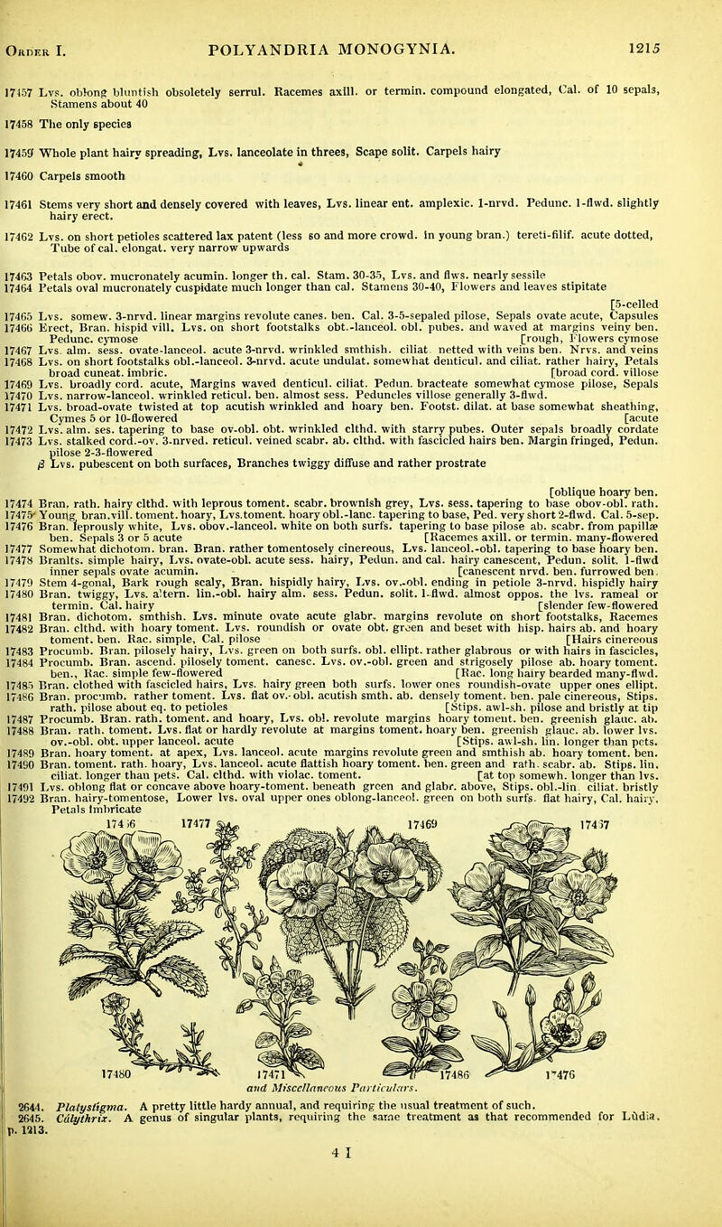 17157 Lvs. oblong bluntish obsoletely serrul. Racemes axill. or termin. compound elongated, Cal. of 10 sepab, Stamens about 40 17458 The only species 17459 Whole plant hairy spreading, Lvs. lanceolate in threes, Scape solit. Carpels hairy 17460 Carpels smooth 17461 Stems very short and densely covered with leaves, Lvs. linear ent. amplexic. 1-nrvd. Pedunc. 1-fhvd. slightly hairy erect. 17462 Lvs. on short petioles scattered lax patent (less 60 and more crowd, in young bran.) tereti-filif. acute dotted, Tube of cal. elongat. very narrow upwards 17463 17464 17465 17466 17467 17468 17469 17470 17471 17472 17473 17474 17475- 17476 17477 17478 17479 17480 17481 17482 17483 17484 17485 17486 17487 17488 17489 17490 17491 17492 Petals obov. mucronately acumin. longer th. cal. Stam. 30-35, Lvs. and flws. nearly sessile Petals oval mucronately cuspidate much longer than cal. Stamens 30-40, Flowers and leaves stipitate [5-celled Lvs. somew. 3-nrvd. linear margins revolute canes, ben. Cal. 3-5-sepaled pilose, Sepals ovate acute, Capsules Erect, Bran, hispid vill. Lvs. on short footstalks obt.-lanceol. obi. pubes. and waved at margins veiny ben. Pedunc. cymose [rough, Flowers cymose Lvs. aim. sess. ovate-lanceol. acute 3-nrvd. wrinkled smthish. ciliat netted with veins ben. Nrvs. and veins Lvs. on short footstalks obl.-lanceol. 3-nrvd. acute undulat. somewhat deuticul. and ciliat. rather hairy, Petals broad cuneat. imbric. [broad cord, villose Lvs. broadly cord, acute. Margins waved denticul. ciliat. Pedun. bracteate somewhat cymose pilose, Sepals Lvs. narrow-lanceol. wrinkled reticul. ben. almost sess. Peduncles villose generally 3-flwd. Lvs. broad-ovate twisted at top acutish wrinkled and hoary ben. Footst. dilat. at base somewhat sheathing, Cymes 5 or 10-flowered [acute Lvs. aim. ses. tapering to base ov-obl. obt. wrinkled clthd. with starry pubes. Outer sepals broadly cordate Lvs. stalked cord.-ov. 3-nrved. reticul. veined scabr. ab. clthd. with fascicled hairs ben. Margin fringed, Pedun. pilose 2-3-flowered 13 Lvs. pubescent on both surfaces, Branches twiggy diffuse and rather prostrate [oblique hoary ben. Bran, rath, hairy clthd. with leprous toment. scabr. brownish grey, Lvs. sess. tapering to base obov-obl. rath. Youiig bran.vill. toment. hoary, Lvs. toment. hoary obi.-lane, tapering to base, Ped. very short 2-flwd. Cal. 5-sep. Bran, leprously white, Lvs. obov.-lanceol. white on both surfs, tapering to base pilose ab. scabr. from papilla? ben. Sepals 3 or 5 acute [Racemes axill. or termin. many-flowered Somewhat dichotom. bran. Bran, rather tomentosely cinereous, Lvs. lanceol.-obl. tapering to base hoary ben. Branlts. simple hairy, Lvs. ovate-obl. acute sess. hairy, Pedun. and cal. hairy canescent, Pedun. solit. 1-flwd inner sepals ovate acumin. [canescent nrvd. ben. furrowed ben. Stem 4-gonal, Bark rough scaly, Bran, hispidly hairy, Lvs. ov.-obl. ending in petiole 3-nrvd. hispidly hairy Bran, twiggy, Lvs. a'.tern. lin.-obl. hairy aim. sess. Pedun. solit. l.flwd. almost oppos. the lvs. rameal or termin. Cal. hairy [slender few-flowered Bran, dichotom. smthish. Lvs. minute ovate acute glabr. margins revolute on short footstalks, Racemes Bran, clthd. with hoary toment. Lvs. roundish or ovate obt, green and beset with hisp. hairs ab. and hoary toment. ben. Rac. simple, Cal. pilose [Hairs cinereous Procumb. Bran, pilosely hairy, Lvs. green on both surfs, obi. ellipt. rather glabrous or with hairs in fascicles, Procumb. Bran, ascend, pilosely toment. canesc. Lvs. ov.-obl. green and strigosely pilose ab. hoary toment. ben., Rac. simple few-flowered [Rac. long hairy bearded many-flwd. Bran, clothed with fascicled hairs, Lvs. hairy green both surfs. lower ones roundish-ovate upper ones ellipt. Bran, procumb. rather toment. Lvs. flat ov.-obl. acutish smth. ab. densely toment. ben. pale cinereous, Stips. rath, pilose about eq. to petioles [Stips. awl-sh. pilose and bristly at tip Procumb. Bran. rath, toment. and hoary, Lvs. obi. revolute margins hoary toment. ben. greenish glauc. ab. Bran. rath, toment. Lv6. flat or hardly revolute at margins toment. hoary ben. greenish glauc. ab. lower lvs. ov.-obl. obt. upper lanceol. acute [Stips. awl-sh. lin. longer than pets. Bran, hoary toment. at apex, Lvs. lanceol. acute margins revolute green and smthish ab. hoary toment. ben. Bran, toment. rath, hoary, Lvs. lanceol. acute fiattish hoary toment. ben. green and rath, scabr. ab. Stips. lin. ciliat. longer than pets. Cal. clthd. with violac. toment. [at top somewh. longer than lvs. Lvs. oblong flat or concave above hoary-toment. beneath green and glabr. above, Stips. obl.-lin ciliat. bristly Bran, hairy-tomentose, Lower lvs. oval upper ones oblong-lanceol. green on both surfs, fiat hairy, Cal. hairy. Petals Imbricate 17416 17477 17471 and Miscellaneous Particulars. 2644. Platysttgma. A pretty little hardy annual, and requiring the usual treatment of such. 2645. Culythrix. A genus of singular plants, requiring the same treatment as that recommended for Ludi; p. 1213. 4 I