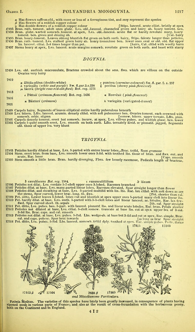 k Has flowers saffron-eld., with more or less of a ferruginous tint, and may represent the species (3 Has flowers of a reddish copper colour y Has double flowers of a reddish copper colour [Stips. lanceol. acute ciliat. bristly at apex Z7493 Bran. rath, toment. adult ones glabr. Lvs. obi.-lanceol. channeled green and hairy ab. hoary toment. ben. 17494 Bran, glabr. warted somewh. toment. at apex, Lvs. obi.-lanceol. acute flat or hardly revolute marg. hoary toment. ben. green and shining ab. [Cal. hairy 17495 Bran, hoary.toment. Leaves oblong bluntish flat green on both surfs, hairy, Stips. falcate longer than petioles, 17496 Bran. rath, toinent. Lvs. stalked green hairy ab. hoary tomentose ben. lower ones oval or obi. obt. flat upper lin. lanceol. ciliat. 3-4 times longer than pet. [hairs, Cal. clthd with woolly hairs 17497 Stems hoary at apex, Lvs. lanceol. acute margins somewh. revolute green on both surfs, and beset with starry DIGYNIA. 17498 Lvs. obi. smthish mucronulate, Bracteas crowded about the sess. flws. which are villous on the outside Ovaries very hairy 7812 7813 7816 7821 * albida-pl6na (double-white) v punfcea (carmine-coloured) Sw. fl. gar. 2. s. 297 A variegata (white and purple) Sw. fl.gar.2.s.238 { peciosa (showy pink-flowered) /j. lacera (brig/il rose-red-cld-flwd) Bot. reg. 1771 i Pdttstt (crimson-floioered) Bot. reg. 1436 * ReevesH ( pink-flowered) x Baxterz (crimson) X variegata (variegated-Zcnwcrf) 17499 Carpels hairy. Segments of leaves elliptical entire hardly puberulous beneath 17500 Lvs. bitern. Lflts. lanceol. acumin. densely clthd. with soft pubescence ben. Ovaries toment. each crowned with somewh. orbic. stigma [soinew. bitern. upper ternate, Lflts. pinn. 17501 Carpels densely toment. erect but somewh. incurv. at apex, Lvs. villous pubes. and whitish glauc. ben. lower 17502 Carpels 5 quite smooth erect, Lvs. smooth on both surfs. Lflts. ternately divid. or pinnatif. jagged, Segments obi. those of upper lvs. very blunt TRIGYN1A. 17503 Petioles hardly dilated at base, Lvs. 5-parted with entire linear lobes,»Brac. trifid, Root grumose 17504 Stem, erect bran, from base, Lvs. smooth lower ones 3-fid. with toothed lbs. those of bran, and flws. ent. anil acute, Rac. loose [Caps, smooth 17505 Stem smooth a little bran. Bran, hardly diverging, Flws. few loosely racemose, Pedicels length of bracteas i caerulescens Bot. reg. 1984. t ? anunculif61ium 3- Idxum 17506 Petioles not dilat. Lvs. cordate 5-7-cleft upper ones 3-lobed, Racemes branched 17507 Petioles dilat. at base, Lvs. many-parted linear lobes, Racemes elevated, Spur straight longer than flower 17508 Petioles dilat. and sheathing at base, Lvs. 5-parted multifid with lin. lbs. Rac. lax clthd. with soft down as are the stems, Spur curved, lower brae. long. th. flws. [Pet. shorter than cal. 17509 Pet. ditto, Lower leaves 5-lobed. lobes cut and bluntish at apex upper ones 5-parted many cleft into linear lbs'. 17510 Pet. hardly dilat. at base, Lvs. smth. 5-parted with 3-5-cleft lobes and linear lanceol. ac. lobules, Rac. lax few- flwd. Spur curved short, th. sepals [th. cal. Spur straight 17511 Pet. ditto, Lvs. pubes. ben. 5-part. with lanceol. pinnatif. lbs. and linear acute lobules, Rac. bran. Petals shorter 17512 Petioles not dilated at base, Lvs. ciliat. 5-cleft somew. truncate at base lbs. cut at apex upper lvs. of 3 ent. 3-fid lbs. Brae. caps, and cal. smooth 17513 Petioles not dilat. at base, Lvs. pubes. 5-lbd. Lbs. wedge-sh. at base but 3-fid and cut at apex, Rac. simple, Brae. cal. and caps, pubesc. Spur bent inwards [as long as brae Spur straight 17514 Pet. ditto, Lvs. pubes. 5-lbd. Lbs. lanceol. somewh. trifid dply. toothed at apex. T'ao. simple pubes. Pedic thrice 1*515 u 17503