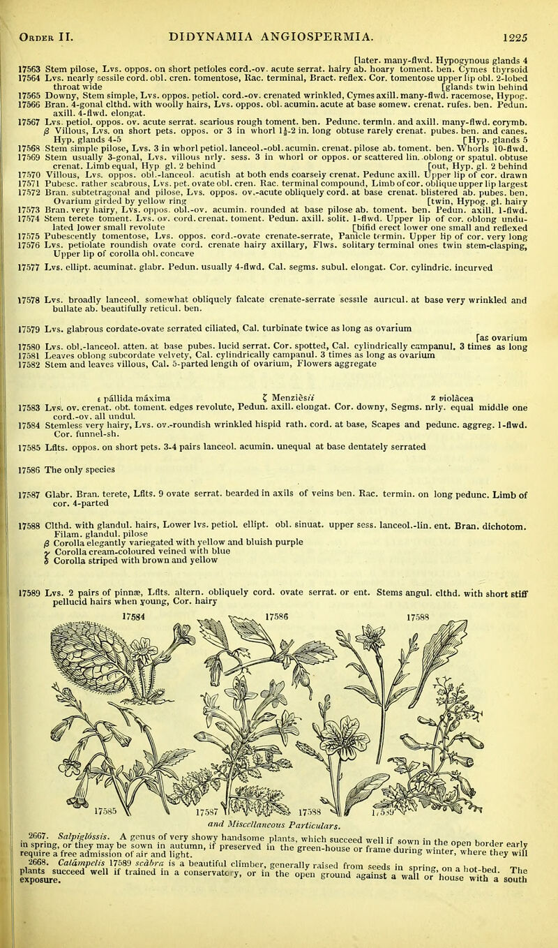 [later, many-fhvd. Hypogynous glands 4 17563 Stem pilose, Lvs. oppos. on short petioles cord.-ov. acute serrat. hairy ab. hoary toment. ben. Cymes thyrsoid 17564 Lvs. nearly sessile cord. obi. cren. tomentose, Kac. terminal, Bract, reflex. Cor. tomentose upper lip obi. 2-lobed throat wide [glands twin behind 17565 Downy, Stem simple, Lvs. oppos. petiol. cord.-ov. crenated wrinkled, Cymes axill. many-fhvd. racemose, Hypog. 17566 Bran. 4-gonal clthd. with woolly hairs, Lvs. oppos. obi. acumin. acute at base somew. crenat. rufes. ben. Pedun. axill. 4-flwd. elongat. 17567 Lvs. petiol. oppos. ov. acute serrat. scarious rough toment. ben. Pedunc. termln. and axill. many-flwd. corymb. /S Villous, Lvs. on short pets, oppos. or 3 in whorl 1J-2 in. long obtuse rarely crenat. pubes. ben. and canes. Hyp. glands 4-5 [Hyp. glands 5 17568 Stem simple pilose, Lvs. 3 in whorl petiol. lanceol.-obl. acumin. crenat. pilose ab. toment. ben. Whorls 10-flwd. 17569 Stem usually 3-gonal, Lvs. villous nrly. sess. 3 in whorl or oppos. or scattered lin. oblong or spatul. obtuse crenat. Limb equal, Hyp gl. 2 behind [out, Hyp. gl. 2 behind 17570 Villous, Lvs. oppos. obl.-lanceol. acutish at both ends coarsely crenat. Pedunc axill. Upper lip of cor. drawn 17571 Pubcsc. rather scabrous, Lvs. pet. ovate obi. cren. Rac. terminal compound, Limb of cor. oblique upper lip largest 17572 Bran, subtetragonal and pilose, Lvs. oppos. ov.-acute obliquely cord, at base crenat. blistered ab. pubes. ben. Ovarium girded by yellow ring [twin, Hypog. gl. hairy 17573 Bran, very hairy, Lvs. oppos. obi.-ov. acumin. rounded at base pilose ab. toment. ben. Pedun. axill. 1-fiwd. 17574 Stem terete toment. Lvs. ov. cord, crenat. toment. Pedun. axill. solit. 1-flwd. Upper lip of cor. oblong undu- lated lower small revolute [bifid erect lower one small and reflexed 17575 Pubescently tomentose, Lvs. oppos. cord.-ovate crenate-serrate, Panicle termin. Upper Hp of cor. very long 17576 Lvs. petiolate roundish ovate cord, crenate hairy axillary, Flws. solitary terminal ones twin stem-clasping, Upper lip of corolla obi. concave 17577 Lvs. ellipt. acuminat. glabr. Pedun. usually 4-flwd. Cal. segms. subul. elongat. Cor. cylindric. incurved 17578 Lvs. broadly lanceol. somewhat obliquely falcate crenate-serrate sessile auncul. at base very wrinkled and bullate ab. beautifully reticul. ben. 17579 Lvs. glabrous cordate-ovate serrated ciliated, Cal. turbinate twice as long as ovarium [as ovarium 17580 Lvs. obl.-lanceol. atten. at base pubes. lucid serrat. Cor. spotted, Cal. cylindrically campanul. 3 times as long 17581 Leaves oblong subcordate velvety, Cal. cylindrically campanul. 3 times as long as ovarium 17582 Stem and leaves villous, Cal. 3-parted length of ovarium, Flowers aggregate 6 pallida maxima ? Menziesrt z oiolacea 17583 Lvs1. ov. crenat. obt. toment. edges revolute, Pedun. axill. elongat. Cor. downy, Segms. nrly. equal middle one cord.-ov. all undul. 17584 Stemless very hairy, Lvs. ov .-roundish wrinkled hispid rath. cord, at base, Scapes and pedunc. aggreg. 1-flwd. Cor. funnel-sh. 17585 Lflts. oppos. on short pets. 3-4 pairs lanceol. acumin. unequal at base dentately serrated 17586 The only species 17587 Glabr. Bran, terete, Lflts. 9 ovate serrat. bearded in axils of veins ben. Rac. termin. on long pedunc. Limb of cor. 4-parted 17588 Clthd. with glandul. hairs, Lower lvs. petiol. ellipt. obi. 6inuat. upper sess. lanceol.-lin. ent. Bran, dichotom. Filam. glandul. pilose /3 Corolla elegantly variegated with yellow and bluish purple rCorolla cream-coloured veined with blue Corolla striped with brown and yellow 17589 Lvs. 2 pairs of pinnse, Lflts. altern. obliquely cord, ovate serrat. or ent. Stems angul. clthd. with short stiff pellucid hairs when young, Cor. hairy 17584 17588 17588 17538 and Miscellaneous Particulars. ; 2667. Salpigldssis. A genus of very showy handsome plants, which succeed well if sown in t„„ ™„„ . ■ m spring or they may be sown in autumn, if preserved in the 'green-housefor to, S*lto&?^b}!£}£w% require a free admission ot air and light. uurang winter, wheie they will 2668. Calampclis 17589 scahra is a beautiful climber, generally raised from seeds in !nri„„ ™, ^posurrC€ed WC tlained in 3 COnserTat*y. OT *» the open grounoTgaTnta wX'oThTusV with a south