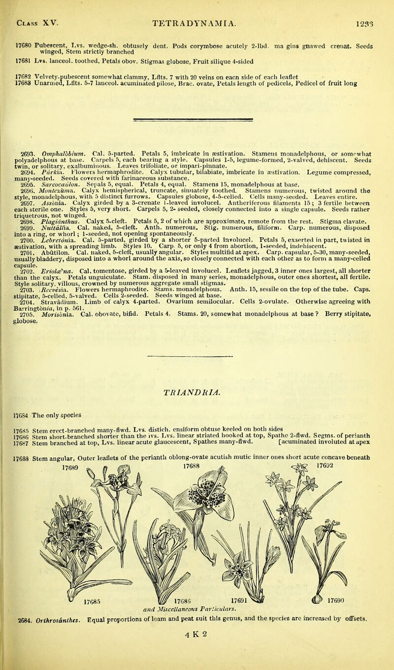 17680 Pubescent, Lvs. wedge-sh. obtusely dent. Pods corymbose acutely 2-lbd. ma gins gnawed crenat. Seeds winged, Stem strictly branched 17681 Lvs. lanceol. toothed, Petals obov. Stigmas globose, Fruit silique 4-sided 17682 Velvety-pubescent somewhat clammy, Lflts. 7 with 20 veins on eacn side of each leaflet 17688 Unarmed, Lilts. 5-7 lanceol. acuminated pilose, Brae, ovate, Petals length of pedicels, Pedicel of fruit long 2693. Omphalbbium. Cal. 5-parted. Petals 5, imbricate in aestivation. Stamens monadelphous, or somewhat polyadelphous at base. Carpels 5, each bearing a style. Capsules 1-5, legume-formed, 2-valved, dehiscent. Seeds twin, or solitary, exalbuminous. Leaves trifoliate, or impari-pinnate. 2094. Parkin. Flowers hermaphrodite. Calyx tubular, bilabiate, imbricate in aestivation. Legume compressed, many-seeded. Seeds covered with farinaceous substance. 2695. Sarcocaii/on. Sepals 5, equal. Petals 4, equal. Stamens 15, monadelphous at base. 2696. Montez&ma. Calyx hemispherical, truncate, sinuately toothed. Stamens numerous, twisted around the style, monadelphous, with 5 distinct furrows. Capsules globose, 4-5-celled. Cells many-seeded. Leaves entire. 2697. Assbnia. Calyx girded by a 3-crenate 1-leaved involucel. Antheriferous filaments 15 ; 3 fertile between each sterile one. Styles 5, very short. Carpels 5, 2- seeded, closely connected into a single capsule. Seeds rather triquetrous, not winged. 2698. Plagidnthns. Calyx 5-cleft. Petals 5, 2 of which are approximate, remote from the rest. Stigma clavate. 2699. Nuttdllia. Cal. naked, 5-cleft. Anth. numerous. Stig. numerous, filiform. Carp, numerous, disposed into a ring, or whorl; 1-seeded, not opening spontaneously. 2700. Lebretdnia. Cal. 5-parted, girded by a shorter 5-parted Involucel. Petals 5, exserted in part, twisted in sestivation, with a spreading limb. Styles 10. Carp 5, or only 4 from abortion, 1-seeded, indehiscent. 2701. Abutilon. Cal. naked, 5-cleft, usually angular. Styles multifid at apex. Carp, capsular, 5-30, many-seeded, usually bladdery, disposed into a whorl around the axis, so closely connected with each other as to form a many-celled capsule. 2702. Eriolcena. Cal. tomentose, girded by a 5-leaved involucel. Leaflets jagged, 3 inner ones largest, all shorter than the calyx. Petals unguiculate. Stam. disposed in many series, monadelphous, outer ones shortest, all fertile. Style solitary, villous, crowned by numerous aggregate small stigmas. 2703. .Mecvesia.. Flowers hermaphrodite. Stams. monadelphous. Anth. 15, sessile on the top of the tube. Caps, stipitate, 5-celled, 5-valved. Cells 2-seeded. Seeds winged at base. 2704. Stravadium. Limb of calyx 4-parted. Ovarium semilocular. Cells 2-ovulate. Otherwise agreeing with Barringt6n('a, in p. 561. 2705. Morisbnia. Cal. obovate, bifid. Petals 4. Stams. 20, somewhat monadelphous at base ? Berry stipitate, globose. TR1ANDRIA. 176S4 The only species 17685 Stem erect-branched many-flwd. Lvs. distich, ensiform obtuse keeled on both sides 17686 Stem short-branched shorter than the ivs. Lvs. linear striated hooked at top, Spathe 2-flwd. Segms. of perianth 176H7 Stem branched at top, Lvs. linear acute glaucescent, Spathcs many-flwd. [acuminated involuted at apex 17688 Stem angular, Outer leaflets of the perianth oblong-ovate acutish mutic inner ones short acute concave beneath and Miscellaneous Particulars. 2G84. Orthrosanthes. Equal proportions of ll am and peat suit this genus, and the species are increased by offsets.