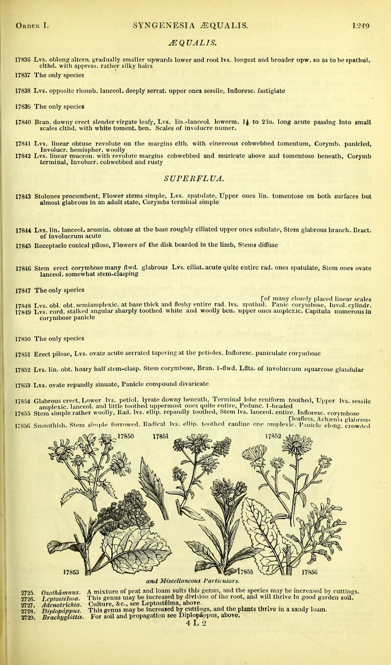 JEQUALIS. 17836 Lvs. oblong altern. gradually smaller upwards lower and root lvs. longest and broader upw. so as to be spathul. clthd. with appress. rather silky hairs 17837 The only species 17838 Lvs. opposite rhomb, lanceol. deeply serrat. upper ones sessile, Infloresc. fastigiate 1783S The only species 17840 Bran, downy erect slender virgate leafy, Lvs. lin.-lanceol. lowerm. 1J to 2 in. long acute passing Into small scales clthd. with white toment. ben. Scales of involucre numer. 17841 Lvs. linear obtuse revolute on the margins clth. with cinereous cobwebbed tomentum, Corymb, panlcled, Involucr. hemispher. woolly 17842 Lvs. linear mucron. with revolute margins cobwebbed and muricate above and tomentose beneath, Corymb terminal, Involucr. cobwebbed and rusty SUPERFLUA. 17843 Stolones procumbent, Flower stems simple, Lvs. spatulate, Upper ones lin. tomentose on both surfaces but almost glabrous in an adult state, Corymbs terminal simplo 17844 Lvs. lin. lanceol. acumin. obtuse at the base roughly ciliated upper ones subulate. Stem glabrous branch. Bract. of involucrum acute 17845 Receptacle conical pilose, Flowers of the disk bearded in the limb, Stems diffuse 17846 Stem erect corymbose many flwd. glabrous Lvs. ciliat. acute quite entire rad. ones spatulate, Stem ones ovate lanceol. somewhat stem-clasping 17847 The only species (of many closely placed linear scales 17848 Lvs. obi. obt. semiamplexic. at base thick and fleshy entire rad. lvs. spathul. Panic corymbose, Invol. cylindr. 17849 Lvs. cord, stalked angular sharply toothed white and woolly ben. upper ones amplexic. Capitula numerous in corymbose panicle 17850 The only species 17851 Erect pilose, Lvs. ovate acute serrated tapering at the petioles, Infloresc. paniculate corymbose 17852 Lvs. lin. obt. hoary half stem-clasp. Stem corymbose, Bran. 1-flwd. Lflts. of involucrum squarrose glandular 17853 Lvs. ovate repandly sinuate, Panicle compound divaricate 17854 Glabrous erect, Lower lvs. petiol. lyrate downy beneath, Terminal lobe reniform toothed, Upper lvs. sessile amplexic. lanceol. and little toothed uppermost ones quite entire, Pedunc. 1-headed 17855 Stem simple rather woolly, Had. lvs. ellip. repandly toothed, Stem lvs. lanceol. entire, Infloresc. corymbose „. . ,. , [leafless, Achamia glabrous 17856 Smoothish, Stem simple furrowed. Radical lvs. ellip. toothed cauline one nmplexic. Panicle elong. crowded and Miscellaneous Particulars. 2725 Ozothamnus. A mixture of peat and loam suits this genus, and the species may be increased by cuttings. 2726 LeptosMma This genus may be increased by division of the root, and will thrive In good garden soil. 2727! AdenotHchia. Culture, &c, see Leptostelma, above. 2728 DMopnppus. This genus may be increased by cuttings, and the plants thrive in a sandy loam. 2729! Brachyglottis. For soil and TpropagatiMl see Diplopappus, above. 4 L 2