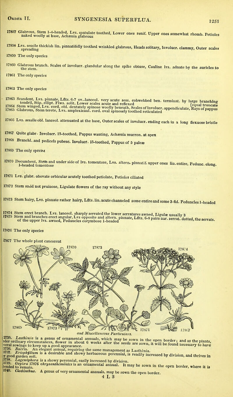 SYNGENESIA SUPERFLUA. 1251 17857 BRS&tiZZi^gg**? t00thed> L0Wer °Des ™if- UPPer 6°™ha' rhomb. Petio.es 17358 Lv^sessile thickish to. pinnatifidly toothed wrinkled glabrous, Heads solitary, Involucr. clammy, Outer scales 17859 The only 6pecies 17860 GUbrous^branch. Scales of involucr. glandular along the spike obtuse, Cauline Ivs. adnate by the auricles to 17861 The only species 17862 The only species 17863 Scandent, Lys. pinnate Lflts. 6-7 ov.-lanceol. very acute sess. cobwebbed ben. terminal, by large branching „„. „ tendril, Stip. elhpt. Flws. soht. Lower scales acute and reflexed ' Teaual trunratP ill^t riX™?gld'L?- °.°rdV 0bK den,tate'y sPinose coolly beneath, Scales of involucr. appendiculate, Ravofpapput 17865 Glabrous, Stem terete, Lvs. amplexicaul. cord, oval spinosely toothed reticulated pappus 17866 Lvs. sessile obi. lanceol. attenuated at the base, Outer scales of involucr. ending each in a long flexuose bristle 17867 Quite glabr- Involucr. 15-toothed, Pappus wanting, Achaenia mucron. at apex 17868 Branchl. and pedicels pubesc. Involucr. 15-toothed, Pappus of 5 palea, 17869 The only species 17870 Pfl^t.»«and under side of lvs. tomentose, Lvs. altern. pinnatif. upper ones lin. entire, Pedunc. elong. 17871 Lvs. glabr. obovate orbicular acutely toothed petiolate, Petioles ciliated 17872 Stem soud not pruinose, Ligulate flowers of the ray without any style 17873 Stem hairy, Lvs. pinnate rather hairy, Lflts. lin. acute channeled some entire and some 3-fid. Peduncles 1-headed W,i ltem ele,cl b^nch. Lvs. lanceol. sharply serrated the lower serratures awned, Liguls usuallv 3 17875 Stem and branches erect angular, Lvs opposite and altern. pinnate, Lflts 6-8 Dairsinar wrrai ^it»H of the upper lvs. awned, Peduncles corymbose 1-headed P rat- dotted'the serrats- 17876 The only species 17877 The whole plant canescent 17874 17869 and Miscellaneous Particulars. 2735. Lastkenm is a genus of ornamental annuals, which may be sown in the oDen horripr- ,„ «,„ „i » ;ider ordinary circumstances, flower in about 6 weeks after the seeds are sown it lm hP fnnnA Ind as the PIants' veral sowings to keep up a good appearance. 11 wU1 be found necessary to have 2736. Baeria.An elegant annual, requiring the same management as Lasthenia. |food gZZ fs ™ 13 a deSlrab'e and Sh°Wy herbaceous Perennial, is readily increased by division, and thrives in $ma Lagenophora is a showy perennial, easily increased by division. [tenled to?emliu876 cA^M^m0i<to is » ornamental annual. It may be sown in the open border, where it is 2740. Claddnthus. A genus of very ornamental annuals, may be sown the open border