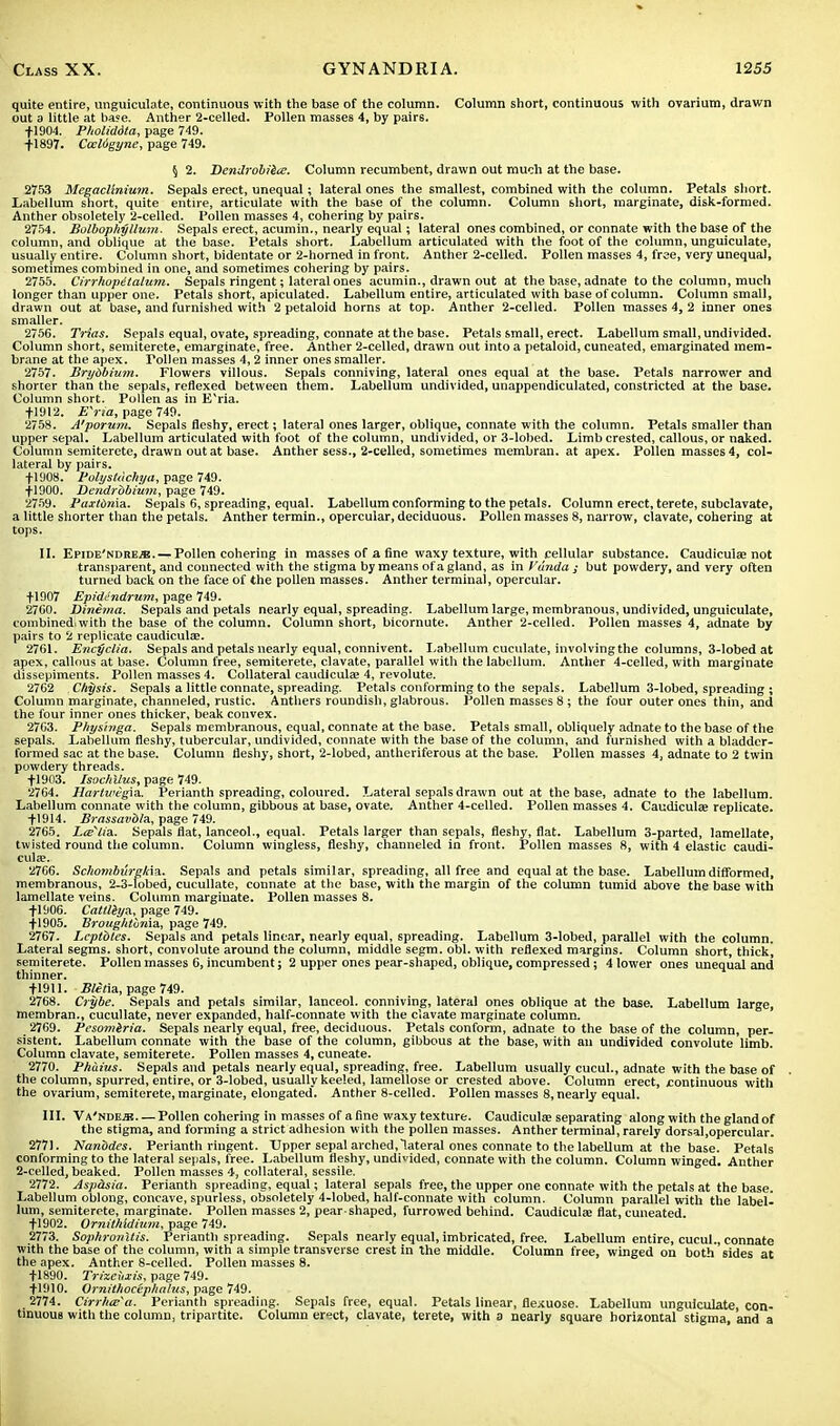 quite entire, unguiculate, continuous with the base of the column. Column short, continuous with ovarium, drawn out a little at base. Anther 2-celled. Pollen masses 4, by pairs. +1904. Pholiddta, page 749. -(■1897. CcclOgyne, page 749. \ 2. Dendrobiitz. Column recumbent, drawn out much at the base. 2753 Mcgaclinium. Sepals erect, unequal; lateral ones the smallest, combined with the column. Petals short. Labellum short, quite entire, articulate with the base of the column. Column short, marginate, disk-formed. Anther obsoletely 2-celled. Pollen masses 4, cohering by pairs. 2754. Bolbophyllum. Sepals erect, acumin., nearly equal; lateral ones combined, or connate with the base of the column, and oblique at the base. Petals short. Labellum articulated with the foot of the column, unguiculate, usually entire. Column short, bidentate or 2-horned in front. Anther 2-celled. Pollen masses 4, free, very unequal, sometimes combined in one, and sometimes cohering by pairs. 2755. Cirrhopitalum. Sepals ringent; lateral ones acumin., drawn out at the base, adnate to the column, much longer than upper one. Petals short, apiculated. Labellum entire, articulated with base of column. Column small, drawn out at base, and furnished with 2 petaloid horns at top. Anther 2-celled. Pollen masses 4, 2 inner ones smaller. 2756. Trias. Sepals equal, ovate, spreading, connate at the base. Petals small, erect. Labellum small, undivided. Column short, semitercte, emarginate, free. Anther 2-celled, drawn out into a petaloid, cuneated, emarginated mem- brane at the apex. Tollen masses 4,2 inner ones smaller. 2757. Brybbium. Flowers villous. Sepals conniving, lateral ones equal at the base. Petals narrower and shorter than the sepals, reflexed between them. Labellum undivided, unappendiculated, constricted at the base. Column short. Pollen as in E'ria. +1912. Kria, page 749. 2758. A'porum. Sepals fleshy, erect; lateral ones larger, oblique, connate with the column. Petals smaller than upper sepal. Labellum articulated with foot of the column, undivided, or 3-lobed. Limb crested, callous, or naked. Column semiterete, drawn out at base. Anther sess., 2-celled, sometimes membran. at apex. Pollen masses 4, col- lateral by pairs. +1908. Polystdchya, page 749. +1900. Dendrbbium, page 749. 2759. Paxtdnia. Sepals 6, spreading, equal. Labellum conforming to the petals. Column erect, terete, subclavate, a little shorter than the petals. Anther termin., opercular, deciduous. Pollen masses 8, narrow, clavate, cohering at tops. II. Epide'ndrejb. — Pollen cohering in masses of a fine waxy texture, with cellular substance. Caudiculae not transparent, and connected with the stigma by means of a gland, as in Vunda ; but powdery, and very often turned back on the face of the pollen masses. Anther terminal, opercular. +1907 Epidendrum, page 749. 2760. Dinema. Sepals and petals nearly equal, spreading. Labellum large, membranous, undivided, unguiculate, combined*with the base of the column. Column short, bicornute. Anther 2-celled. Pollen masses 4, adnate by pairs to 2 replicate caudiculae. 2761. Encyclia. Sepals and petals nearly equal, connivent. Labellum cuculate, involving the columns, 3-lobed at apex, callous at base. Column free, semiterete, clavate, parallel with the labellum. Anther 4-celled, with marginate dissepiments. Pollen masses 4. Collateral caudiculee 4, revolute. 2762 Chysis. Sepals a little connate, spreading. Petals conforming to the sepals. Labellum 3-lobed, spreading ; Column marginate, channeled, rustic. Anthers roundish, glabrous. Pollen masses 8 ; the four outer ones thin, and the four inner ones thicker, beak convex. 2763. Phys'inga. Sepals membranous, equal, connate at the base. Petals small, obliquely adnate to the base of the sepals. Labellum fleshy, tubercular, undivided, connate with the base of the column, and furnished with a bladder- formed sac at the base. Column fleshy, short, 2-lobed, antheriferous at the base. Pollen masses 4, adnate to 2 twin powdery threads. +1903. Isocbllus, page 749. 2764. Harlwigia. Perianth spreading, coloured. Lateral sepals drawn out at the base, adnate to the labellum. Labellum connate with the column, gibbous at base, ovate. Anther 4-celled. Pollen masses 4. Caudiculae replicate. +1914. Brnssavbla, page 749. 2765. Lee^lia. Sepals flat, lanceol., equal. Petals larger than sepals, fleshy, flat. Labellum 3-parted, lamellate, twisted round the column. Column wingless, fleshy, channeled in front. Pollen masses 8, with 4 elastic caudi- culae. 2766. Schombilrgk'm. Sepals and petals similar, spreading, all free and equal at the base. Labellum diffbrmed, membranous, 2-3-lobed, cucullate, connate at the base, with the margin of the column tumid above the base with lamellate veins. Column marginate. Pollen masses 8. +1906. Catlliya, page 749. +1905. VroughturAa, page 749. 2767. Leptbtes. Sepals and petals linear, nearly equal, spreading. Labellum 3-lobed, parallel with the column. Lateral segms. short, convolute around the column, middle segm. obi. with reflexed margins. Column short, thickj semiterete. Pollen masses 6, incumbent; 2 upper ones pear-shaped, oblique, compressed; 4 lower ones unequal and thinner. +1911. Bletia, page 749. 2768. Crybe. Sepals and petals similar, lanceol. conniving, lateral ones oblique at the base. Labellum large, membran., cucullate, never expanded, half-connate with the clavate marginate column. 2769. Pesomiria. Sepals nearly equal, free, deciduous. Petals conform, adnate to the base of the column, per- sistent. Labellum connate with the base of the column, gibbous at the base, with an undivided convolute limb. Column clavate, semiterete. Pollen masses 4, cuneate. 2770. Phuius. Sepals and petals nearly equal, spreading, free. Labellum usually cucul., adnate with the base of the column, spurred, entire, or 3-lobed, usually keeled, lamellose or crested above. Column erect, continuous with the ovarium, semiterete, marginate, elongated. Anther 8-celled. Pollen masses 8,nearly equal. III. Va'ndejj Pollen cohering in masses of a fine waxy texture. Caudiculae separating along with the gland of the stigma, and forming a strict adhesion with the pollen masses. Anther terminal, rarely dorsal,opercular. 2771. Nanbdes. Perianth ringent. Upper sepal arched, lateral ones connate to the labellum at the base. Petals conforming to the lateral sepals, free. Labellum Meshy, undivided, connate with the column. Column winged. Anther 2-celled, beaked. Pollen masses 4, collateral, sessile. 2772. Aspasia. Perianth spreading, equal; lateral sepals free, the upper one connate with the petals at the base. Labellum oblong, concave, spurless, obsoletely 4-lobed, half-connate with column. Column parallel with the label- lum, semiterete, marginate. Pollen masses 2, pear shaped, furrowed behind. Caudiculae fiat, cuneated. +1902. Ornithlditim, page 749. 2773. Sophronitis. Perianth spreading. Sepals nearly equal, imbricated, free. Labellum entire, cucul., connate with the base of the column, with a simple transverse crest in the middle. Column free, winged on both sides at the apex. Anther 8-celled. Pollen masses 8. +1890. Trizeiucis, page 749. +1910. Ornithocephahis, page 749. 2774. Cirrhce'a. Perianth spreading. Sepals free, equal. Petals linear, flexuose. Labellum unguiculate, con- tinuous with the column, tripartite. Column erect, clavate, terete, with a nearly square horizontal stigma, and a