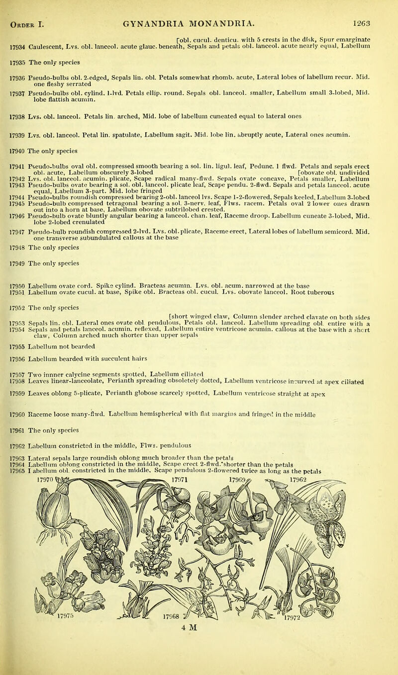 [obi. cucul. dentiru. with 5 crests in the disk, Spur emarginate 17934 Caulescent, Lvs. obi. lanceol. acute glauc. beneath, Sepals and petals obi. lanceol. acute nearly equal, Labellura 17935 The only species 17936 Pseudo-bulbs obi. 2-edged, Sepals lin. obi. Petals somewhat rhomb, acute, Lateral lobes of lahellum recur. Mid. one fleshy serrated 17937 Pseudo-bulbs obi. cylind. 1-lvd. Petals ellip. round. Sepals obi. lanceol. smaller, Labellum small 3-lobcd, Mid. lobe flattish acumin. 17938 Lvs. obi. lanceol. Petals lin. arched, Mid. lobe of labellum cuneated equal to lateral ones 17939 Lvs. obi. lanceol. Petal lin. spatulate, Labellum sagit. Mid. lobe lin. abruptly acute, Lateral ones acumin. 17940 The only species 17941 Pseudo-bulbs oval obi. compressed smooth bearing a sol. lin. ligul. leaf, Pedunc. 1 flwd. Petals and sepals erect obi. acute, Labellum obscurely 3-lobed [obovate obi. undivided 17942 Lvs. obi. lanceol. acumin. plicate, Scape radical many-flwd. Sepals ovate concave, Petals smaller, Labellum 17943 Pseudo-bulbs ovate bearing a sol. obi. lanceol. plicate leaf, Scape pendu. 2-flwd. Sepals and petals lanceol. acute equal, Labellum 3-part. Mid. lobe fringed 17944 Pseudo-bulbs roundish compressed bearing2-obl. lanceol lvs. Scape 1-2-flowered, Sepals keeled, Labellum 3-lobed 17945 Pseudo-bulb compressed tetragonal bearing a sol. 3-nerv. leaf, Flws. racem. Petals oval 2 lower ones drawn out into a horn at base, Labellum obovate subtrilobed crested. 17946 Pseudo-bulb ovate bluntly angular bearing a lanceol. chan. leaf, Raceme droop. Labellum cuneate 3-lobed, Mid. lobe 2-lobed crenulated 17947 Pseudo-bulb roundish compressed 2-Ivd. Lvs. obi. plicate, Raceme erect. Lateral lobes of labellum semicord. Mid. one transverse subundulated callous at the base 17918 The only species 17949 The only species 17950 Labellum ovate cord. Spike cylind. Bracteas acumin. Lvs. obi. acum. narrowed at the base 17951 Labellum ovate cucul. at base, Spike obi. Bracteas obi. cucul. Lvs. obovate lanceol. Root tuberous 17952 The only species [short winged claw, Column slender arched clavate on both sides 1795.3 Sepals lin. obi. Lateral ones ovate obi pendulous, Petals obi. lanceol. Labellum spreading obi. entire with a 17954 Sepals and petals lanceol. acumin. reflexed, Labellum entire ventricose acumin. callous at the base with a short claw, Column arched much shorter than upper sepals 17955 Labellum not bearded 17956 Labellum bearded with succulent hairs 17957 Two innner calycine segments spotted, Labellum ciliated 17958 Leaves linear-lanceolate, Perianth spreading obsolete!)- clotted, Labellum ventricose incurved at apex ciliated 17959 Leaves oblong 5-plicate, Perianth globose scarcely spotted, Labellum ventricose straight at apex 179G0 Raceme loose many-flwd. Labellum hemispherical with flat margins and fringed in the middle 17961 The only species 17962 Labellum constricted in the middle, Flws. pendulous 17963 Lateral sepals large roundish oblong much broader than the petals 17964 Labellum oblong constricted in the middle, Scape erect 2-flwd.shorter than the petals 17965 I abellum obi. constricted in the middle. Scape pendulous 2-flowered twice as long as the petals 4 M