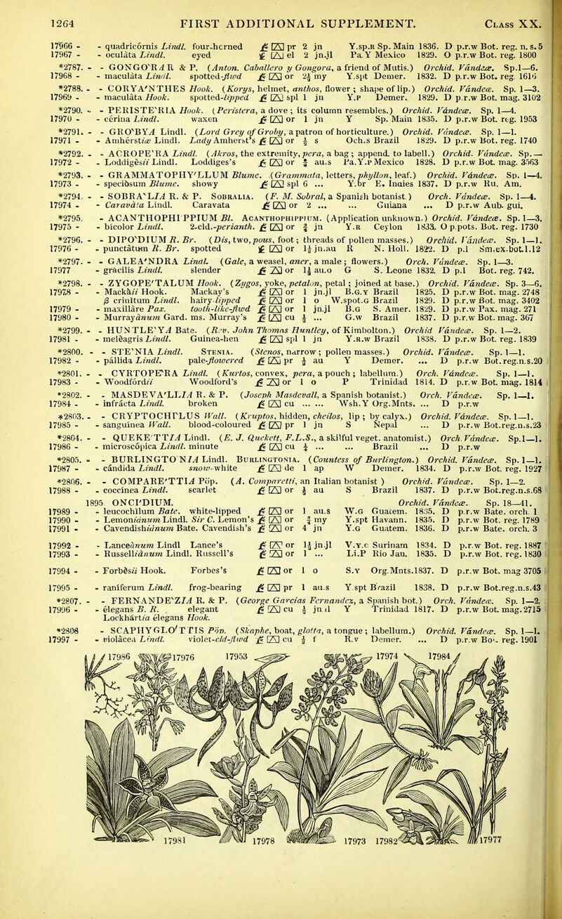 17966- - quadricornis Lindl. four-hcrned £ E pr 2 jn Y.sp.n Sp. Main 1836. D p.r.w Bot. reg. n. s.5 17967 - - oculata Lindl. eyed £ E el 2 jn.jl Pa. Y Mexico 1829. O p.r.w Bot. reg. 1800 *2787. - - GONGOvR<4R & P. (Anton. Caballero y Gongora, a friend of Mutis.) Orchid. Vdndite. Sp.l—6. 17968 - - maculata Lindl. spotted-jte'd £ E or 2£ my Y.spt Demer. 1832. D p.r.w Bot. reg. 1616 *2788. - - CORYA'NTHES Hook. (Korys, helmet, anthos, flower ; shape of lip.) Orchid. Vdndece. Sp. 1—3. 17969 - - maculata Hook. spolted-lipped £ E spl 1 jn Y.p Demer. 1829. D p.r.w Bot. mag. 31U2 *2790. - - PERISTEVRIA Hook. (Peristera, a dove ; its column resembles.) Orchid. Vdndece. Sp. 1—4. 17970 - - ccrina Lindl. waxen £ E or 1 jn Y Sp. Main 1835. D p.r.w Bot. rtg. 1953 *2791. - - GKO'BY^ Lindl. (Lord Grey o/Groby, a patron of horticulture.) Orchid. Pandas. Sp.l—1. 17971 - - Amherstte Lindl. Lady Amherst's £ E or £ s Och.s Brazil 1829. D p.r.w Bot. reg. 1740 *2792. - - ACROPE'RA Liiiii/. (Akros, the extremity, per a, a bag ; append, to labell.) Orchid. Vundece. Sp 17972 - - Loddigesn Lindl. Loddiges's £ E or J au.s Pa. Y.p Mexico 1828. D p.r.w Bot. mag. 3563 *2793. - - GRAMMATOPIIY'LLUM Blume. .(Grammata, letters, phyllon, leaf.) Orchid. Vdndece. Sp. 1^4. 17973 - - specibsum Blume. showy £ E spl 6 ... Y.br E. Indies 1837. D p.r.w Ru. Am. *2794. - - SOBRAvL7/I R. & P. Sobralia. (F. M. Sobretl, a Spanish botanist.) Orch. Vundece. Sp. 1—4. 17974 - - Caravata Lindl. Caravata £ El or 2 ... ... Guiana ... D p.r.w Aub. gui. *2795. - ACANTIIOPHI PPIUM Bl. Acanthophippium. (Application unknown.) Orchid. Vdndete. Sp. 1—3. 17975 - - bicolor Lindl. 2.c\d.-perianth. £ El or | jn Y.R Ceylon 183S, O p.pots. Bot. reg. 1730 *2796. - - DIPCTDIUM R. Br. (Dis, two.pows, foot; threads of pollen masses.) Orchid. Yandex. Sp. 1—1. 17976 - - punctatum R. Br. spotted j£ E or lj jn.au R N. Holl. 1822. D p.l Sm.ex.bot.1.12 *2797. - - GALEA'NDRA Li'iwl (Gale, a weasel, aner, a male ; flowers.) Orch. Vundece. Sp.l—3. 17977 - gracilis Lindl. slender £ E or 1J au.o G S. Leone 1832. D p.l Bot. reg. 742. *2798. - - ZY'GOPE'TALUM Hook. (Zt/gos, yoke, petalon, petal; joined at base.) Orchid. Vdndece. Sp. 3—6. 1797.8 - - Mackai'z Hook. Mackay's  £ El or 1 jn.jl B.G.Y Brazil 1825. D p.r.w Bot. mag. 2748 ;8 crinltum Lindl. hairy lipped JE3or 1 o W.spot.G Brazil 1829. D p.r.w Bot. mag. 3402 17979 - - maxillare Pax. tooth-like-flwd £ E) or 1 jn.jl B.G S. Amer. 1829. D p.r.w Pax. mag. 271 17980 - - MurrayoKam Gard. ms. Murray's £|fltu J ... G.w Brazil 1837. D p.r.w Bot. mag. 307 *2799. - - HUN TLE'YvI Bate. (Rev. John Thoracis Huntley, of Kimbolton.) Orchid Vdndece. Sp. 1—2. 17981 - - meleagris Lindl. Guinea-hen £ El spl I jn Y.R.w Brazil 1838. D p.r.w Bot. reg. 1839 *2800. - - STE'NIA Lindl. Stenia. (Stenos, narrow; pollen masses.) Orchid. Vdndece. Sp.l—1. 17982 - - pallida Lindl. pale-flowered £Epf J au Y Demer. ... D p.r.w Bot. reg.n.s.20 *2801. - - CYRTOPETRA Lindl. (k'urtos, convex, pera, a pouch ; labellum.) Orch. Vdndece. Sp. 1—1. 17983 - - Woodford/i Woodford's £ E or 1 o P Trinidad 1814. D p.r.w Bot. mag. 1814. *2802. - - MASDEVA'LL/.l R. & P. (Joseph Masdevall, a Spanish botanist.) Orch. Vdndece. Sp. 1—1. 17984 - - infracta Lindl. broken £E]cu Wsh.Y Org.Mnts. ... D p.r.w *2803. - - CRYPTOCHPLUS Wall. (Kruplos, hidden, cheilos, lip ; by calyx.) Orchid. Vdndece. Sp. 1—1. 17985 - - sanguinea Wall. blood-coloured £ E pr 1 jn S Nepal ... D p.r.w Bot.reg.n.s.23 *2804. - - QUEKE'TT/^ Lindl. (E. J. Quekett, F.L.S., a skilful veget. anatomist.) Orch. Vdndece. Sp.l—]. 17986 - - microscopica Lindl. minute £ E i ■■• ■■• Brazil ... D p.r.w *2805. - - BURLINGTON//! Lindl. Burlingtonia. (Countess of Burlington.) Orchid. Vdndece. Sp. 1—1. 17987 - - Candida Lindl. snow-white £ E de 1 ap W Demer. 1834. D p.r.w Bot. reg. 1927 *2806. - - COMPARE'TTI^ Pop. (A. Comparetti, an Italian botanist ) Orchid. Vdndece. Sp. 1—2. 17988 - - coccinea Lindl. scarlet £ E or J au S Brazil 1837. D p.r.w Bot.reg.n.s.68 1895 ONCI'DIUM. Orchid. Vdndece. Sp. 18—41. 17989 - - leucochllum Bate, white-lipped £ E or 1 au.s W.G Guaiem. 18,!5. D p.r.w Bate, orch 1 17990 - - Lemom'MM Lindl. Sir C. Lemon's £ E or f my Y.spt Havann. 1835. D p.r.w Bot. reg. 1789 17991 - - Cavendishi'unawi Bate. Cavendish's £fflor 4 jn Y.g Guatem. 1836. D p.r.w Bate. orch. 3 17992 - - Lanceonj/rrc Lindl Lance's £ E or li jn.jl V.Y.c Surinam 1834. D p.r.w Bot. reg. 1887 17993 - - RuueUiAnmn Lindl. Russell's £ E or 1 ... Li.P Rio Jan. 1835. D p.r.w Bot. reg. 1830 17994 - - ForbSsu Hook. Forbes's £ E or 1 o S.y Org.Mnts.1837. D p.r.w Bot. mag 3705 17995 - - ranlferurn Lindl. frog-bearing £ E pr 1 au.s Y spt Brazil 1838. D p.r.w Bot.reg.n.s.43 *2807. - - FERN AND E^ZIA R. & P. (George Garcias Fernandez, a Spanish bot.) Orch. Vdndece. Sp. 1—2. 17996 - - elegans B. R. . elegant £ E cu J jn il Y Trinidad 1817. D p.r.w Bot mag.2715 Lockhart/a elegans Hook. •2808 - SCAPHYGLO'TTIS Pov. (Skaphe, boat, glotta, a tongue ; labellum.) Orchid. Vdndece. Sp. I—1. 17997 - - tiiolScea Lindl. \\o\ci-ctd-fluid £ E cu J f R.v Demer. ... D p.r.w Bo;. reg. 1901