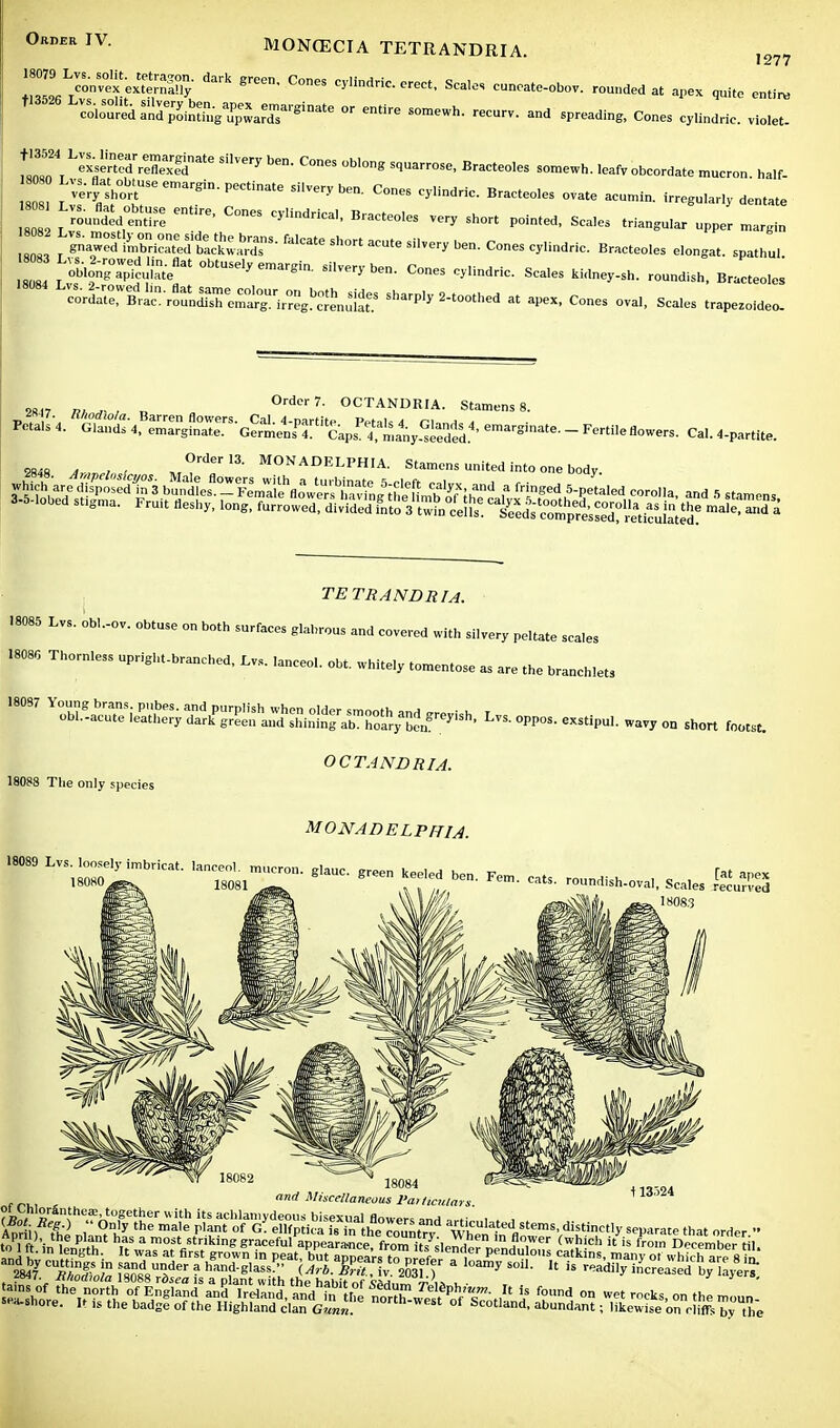 Order IV. MON(ECIA TETRANDRIA. ,2?7 entire ric. violet. 18079 LSn^fX^ dark 8reCn- C°neS erect, Scales cuncate-obov. rounded at apex quite t13526 LS^jS5^^«^r,!lMte °r enre S°meWh- — and sP-ading> Cones cy.indric. 22 1?^£2Srm SUVery b6n- C°neS °bl°S »• Braeteo.es somewh. ,eafv obcordate mucron. ha.f- S^1'^8in'PeCHnate Si'Veryben- C°neS CylindriC' BraCte°IeS ~ • -ntate r™Ud1fC°neS Cylindriea,• BraCte0'eS 5h°rt POinted' — ™* J—SBKStfM^  Sh° «* ««I Cones cy.indric. Braeteo.es elongat. spathu. 2 *%£&3X« si.very be. Cones cy.indric. Sca.es .idnev-sh. roundish, Braeteo.es M?^,^^^*^ sharpened at apex, Cones ova., Sca.es trapezoideo. 2817 m , D °rder7- OCTANUR'A. Stamens 8. Petals/. ^ 4f — Sr-Ge^e^ -^^^ 28« A , , ,°rderI3- MONADELPHIA. Stamens united into one body «*. 5 stamen, 3-5-.obed stlgma. Fru.t fleshy, long, furrowed, divided fnto^'tw^ceS.s! '^£2$£F%£fi& m3le' d » TETRANDIUA. .8085 Lvs. obl.-ov. obtuse on both surfaces glabrous and covered with silvery peltate scales .808, Thornless upright-branched, Lvs. lanceol. obt. white.y tomentose as are the branchlets 18087 YMS^S^.S^^-^ Lvs. oppos. exstlpu, wavy on short foots, 18088 The only species ■ hoary I OCTANDMA. MONAOELPHIA. L-,™,C*' »°'~ ~* — «*. r„. „„„„,„.,, Sc.ta gygj 18084 «nrf Miscellaneous Particulars. \13o24 funiculars.