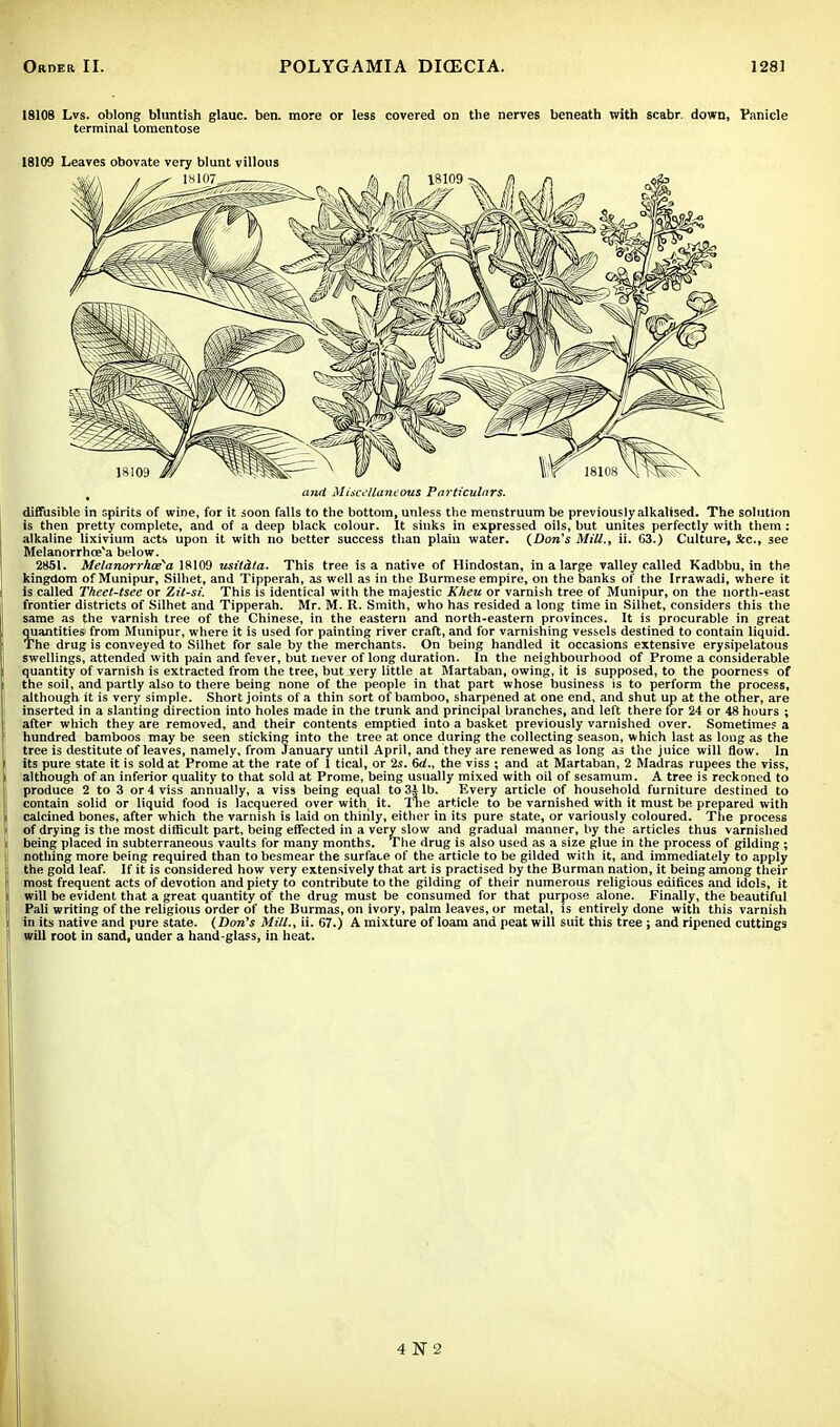 18108 Lvs. oblong bluntish glauc. ben. more or less covered on the nerves beneath with scabr. down, Panicle terminal lomentose 18109 Leaves obovate very blunt villous iuid Miscellaneous Particulars. diffusible in spirits of wine, for it soon falls to the bottom, unless the menstruum be previously alkalised. The solution is then pretty complete, and of a deep black colour. It sinks in expressed oils, but unites perfectly with them: alkaline lixivium acts upon it with no better success than plain water. (Don's Mill., ii. 63.) Culture, Sec, see Melanorrhce'a below. 2851. Melanorrhoea 18109 usit&ta. This tree is a native of Hindostan, in a large valley called Kadbbu, in the kingdom of Munipur, Silhet, and Tipperah, as well as in the Burmese empire, on the banks of the Irrawadi, where it is called Theet-tsee or Zit-si. This is identical with the majestic Kheu or varnish tree of Munipur, on the north-east frontier districts of Silhet and Tipperah. Mr. M. R. Smith, who has resided a long time in Silhet, considers this the same as the varnish tree of the Chinese, in the eastern and north-eastern provinces. It is procurable in great quantities1 from Munipur, where it is used for painting river craft, and for varnishing vessels destined to contain liquid. The drug is conveyed to Silhet for sale by the merchants. On being handled it occasions extensive erysipelatous swellings, attended with pain and fever, but never of long duration. In the neighbourhood of Prome a considerable quantity of varnish is extracted from the tree, but very little at Martaban, owing, it is supposed, to the poorness of the soil, and partly also to there being none of the people in that part whose business is to perform the process, although it is very simple. Short joints of a thin sort of bamboo, sharpened at one end, and shut up at the other, are inserted in a slanting direction into holes made in the trunk and principal branches, and left there for 24 or 48 hours ; after which they are removed, and their contents emptied into a basket previously varnished over. Sometimes a hundred bamboos may be seen sticking into the tree at once during the collecting season, which last as long as the tree is destitute of leaves, namely, from January until April, and they are renewed as long as the juice will flow. In its pure state it is sold at Prome at the rate of 1 tical, or 2s. 6d., the viss ; and at Martaban, 2 Madras rupees the viss, although of an inferior quality to that sold at Prome, being usually mixed with oil of sesamum. A tree is reckoned to produce 2 to 3 or 4 viss annually, a viss being equal to3ilb. Every article of household furniture destined to i contain solid or liquid food is lacquered over with it. The article to be varnished with it must be prepared with I, calcined bones, after which the varnish is laid on thinly, either in its pure state, or variously coloured. The process I of drying is the most difficult part, being effected in a very slow and gradual manner, by the articles thus varnished i being placed in subterraneous vaults for many months. The drug is also used as a size glue in the process of gilding ; t nothing more being required than to besmear the surface of the article to be gilded with it, and immediately to apply the gold leaf. If it is considered how very extensively that art is practised by the Burman nation, it being among their most frequent acts of devotion and piety to contribute to the gilding of their numerous religious edifices and idols, it will be evident that a great quantity of the drug must be consumed for that purpose alone. Finally, the beautiful Pali writing of the religious order of the Burmas, on ivory, palm leaves, or metal, is entirely done with this varnish in its native and pure state. (Don's Mill., ii. 67.) A mixture of loam and peat will suit this tree j and ripened cuttings will root in sand, under a hand-glass, in heat.