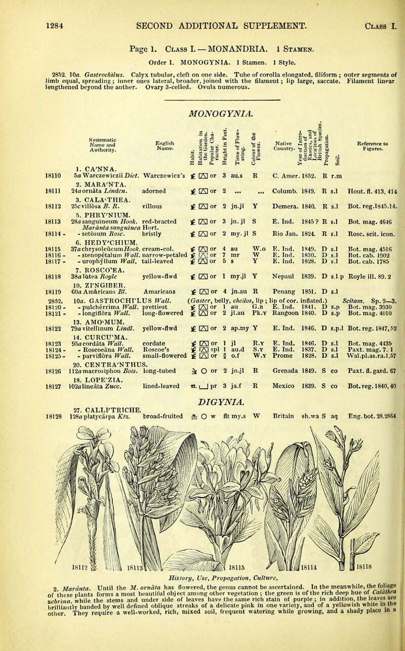 Page 1. Class I. —MONANDRIA. 1 Stamen. Order I. MONOGYNIA. 1 Stamen. ] Style. 2852. 10a. Gastrochilus. Calyx tubular, cleft on one side. Tube of corolla elongated, filiform ; outer segments of limb equal, spreading; inner ones lateral, broader, joined with the filament; lip large, saccate. Filament linear lengthened beyond the anther. Ovary 3-celled. Ovula numerous. MONOGYNIA. 18110 18111 18112 18113 18114 - 18115 18116 - 18117 - 18118 18119 2852. 18120 - 18121 - 18122 18123 18124- 18125- 18126 18127 Systematic Name and Authority. English Name. ! -5 1 U i- E X X 1. CA'NNA. 5oWarczew'icziiI)!V<. Warczewicz's £ El or 3 au.s R 2. MARA'NTA. adorned villous yellow-flwd £ [Al or £ El or £ E] or £ El or El or £ C2 or £ E] or £ El or 24aornata Linden. 3. CALA'THEA. 25cvill6sa B. R. 5. PHRY'NIUM. 28a sanguineum Hook, red-bracted Maranta sanguined Hort. - setdsum Rose. bristly 6. HEDY'CHIUM. 37achrysoleucum//oofr. cream-col. - stenopetalum Wall, narrow-petaled j£ El or - urophyllum Wall, tail-leaved 7. ROSCO^EA 38aliltea Royle 10. ZI'NGIBER. 60a Americans Bl. Amaricans 10a. GASTROCHI'LUS Wall. - pulcherrima Wall, prettiest - longiflora Wall. long-flowered 13. AMO'MUM. 79a vitellinum Lindl. 14. CURCU'MA. 95acordata Wall. - Roscoeana Wall. - parviflora Wall. 20. CENTRA'NTHUS. 112amacrosiphon Bois. long-tubed 18. LOPE'ZIA. I02alineata Zucc. lined-leaved «-1 | pr jn.jl Y jn.jl S my. jl S W.o W Y Native m c — Reference to Country. 'gS-n^.a S; Figures. C. Amer. 1852. R r.m Columb. 1849. R s.l Hout. fl. 413, 414 Demera. 1840. R s.l Bot. reg.1845.14. E. Ind. 1845 ? R s.l Bot. mag. 4646 Rio Jan. 1824. R s.l Rose. scit. icon. E. Ind. 1849. D s.l Bot. mag. 4516 E. Ind. 1830. D s.l Bot. cab. 1902 E. Ind. 1828. D s.l Bot. cab. 1785 1 my.jl Y Nepaul 1839. D s i p Royle ill. 89.2 H El or 4 (Gaster, belly £ El or 1 £ El or 2 jn.au R Penang 1851. D s.l , cheilos, lip ; lip of cor. inflated.) Scitam. Sp. 2—3. au G.B E. Ind. 1841. D s.p Bot. mag. 3930 jl.au Pk.Y Rangoon 1840. D s.p Bot. mag. 4010 yellow-flwd £ El or 2 ap.my Y E. Ind. 1846. D s.p.l Bot. reg. 1847,52 cordate Roscoe's £ El or 1 £ El spl 1 small-flowered £ E) or f ^ O or 2 jl R.Y au.d S.Y o.f jn.jl ja.f W.Y R R E. Ind. 1846. D s.l Bot. mag. 4435 E. Ind. 1837. D s.l Paxt. mag. 7. 1 Prome 1828. D s.l Wal.pl.as.ra.1,57 Grenada 1849. S CO Paxt. fl. gard. 67 Mexico 1839. S co Bot. reg. 1840,40 DIGYNIA. 27. CALLI'TRICHE. 128aplatycarpa Klz. broad-fruited =fe O w fit my.s W Britain sh.wa S aq Eng. bot. 28.2864 History, Use, Propagation, Culture, 2 Maranta. Until the M. ornata has flowered, the genus cannot be ascertained. In the meanwhile, the foliage of these plants forms a most beautiful object among other vegetation ; the green is of the rich deep hue of Calat/iea zebrina while the stems and under side of leaves have the same rich stain of purple ; in addition, the leaves are brilliantly banded by well defined oblique streaks of a delicate pink in one variety, and of a yellowish white in tne other They require a well-worked, rich, mixed soil, frequent watering while growing, and a shady place in a