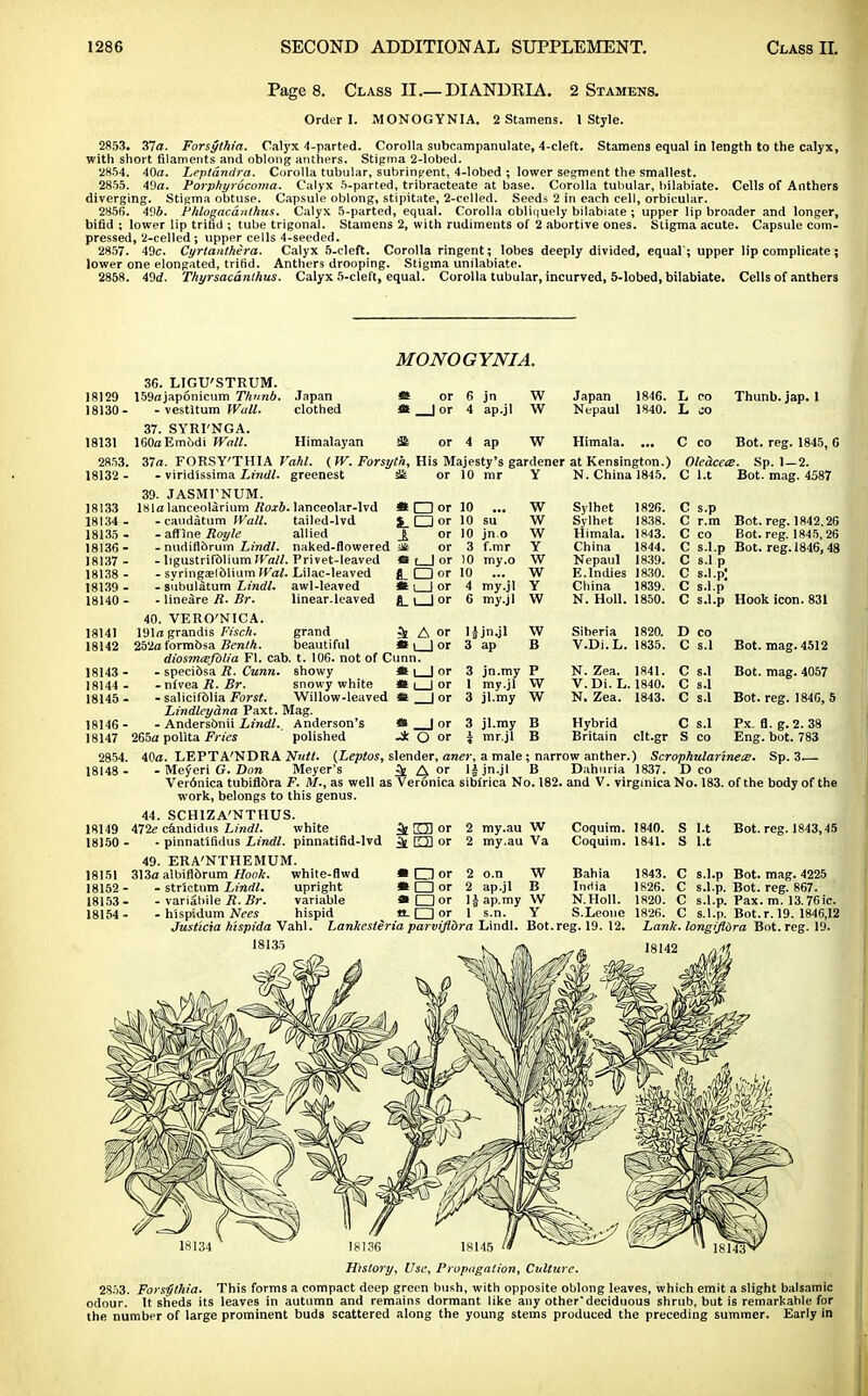 Page 8. Class II.—DIANDKIA. 2 Stamens. Order I. MONOGYNIA. 2 Stamens. 1 Style. 2853. 37a. Forsythia. Calyx 4-parted. Corolla subcampanulate, 4-cleft. Stamens equal in length to the calyx, with short filaments and oblong anthers. Stigma 2-lobed. 2854. 40a. Leplandra. Corolla tubular, subringent, 4-lobed ; lower segment the smallest. 2855. 49a. Porphyrocoma. Calyx 5-parted, tribracteate at base. Corolla tubular, bilabiate. Cells of Anthers diverging. Stigma obtuse. Capsule oblong, stipitate, 2-celled. Seeds 2 in each cell, orbicular. 2856. 496. Phloeacdnthus. Calyx 5-parted, equal. Corolla obliiiuely bilabiate ; upper lip broader and longer, bifid ; lower lip trind ; tube trigonal. Stamens 2, with rudiments of 2 abortive ones. Stigma acute. Capsule com- pressed, 2-celled ; upper cells 4-seeded. 2857 . 49c. Cyrtanthera. Calyx 5-cleft. Corolla ringent; lobes deeply divided, equal; upper lip complicate; lower one elongated, tritid. Anthers drooping. Stigma unilabiate. 2858. 49d. Thyrsacanthus. Calyx 5-cleft, equal. Corolla tubular, incurved, 5-lobed, bilabiate. Cells of anthers MONOGYNIA. 18129 18130- 18131 2853. 36. LIGU'STRUM. 159ajap6nicum Thnnb. - vestitum Wall. 37. SYRI'NGA. 160aEm6di Wall. Japan clothed jn ap.jl Himalayan St or 4 ap W W w Japan Nepaul Himala. 1846. 1840. co Thunb. jap. 1 18133 18134 - 18135 - 18136- 18137 - 18138 - 18139 - 18140 - 18141 18142 18143 18144 18145 18146 18147 2854. 18148 - 37a. FORSY'THIA Vahl. ( W. Forsyth, His Majesty's gardener at Kensington.) - viridissima Limit, greenest & or 10 mr Y N. China 1845. 39. JASMTNTJM. 181a lanceolarium Roxb. lanceolar-lvd •□or 10 ••• W -caudatum Wall. tailed-lvd £_ □ or 10 su W - afflne Royle allied or 10 jn.o W - nudiflorum Lindl. naked-flowered or 3 f.mr Y - ligustrifolium Wall. Privet-leaved «c | or 10 my.o W - syringa?l61ium Wal. Lilac-leaved J_ □ or 10 ... W - subulatum Lindl. awl-leaved * i | or 4 my.jl Y - HneSre R. Br. linear.leaved i | or 6 my.jl W 40. VERO'NICA. 191a grandis Fisch. grand 5l A or lljn.jl 252a formbsa Benin. beautiful * | 1 or 3 ap Sylhet 1826. Sylhet 1838. Himala. 1843. China 1844. Nepaul 1839. E.Indies 1830. China 1839. N. Hull. 1850. C co Bot. reg. 1845, 6 Oledcete. Sp. 1—2. C l.t Bot. mag. 4587 C s.p C r.m Bot. reg. 1842.26 C co Bot. reg. 1845,26 C s.l.p Bot. reg. 1846,48 C s.l p C s.l.p; C s.l.p C s.l.p Hook icon. 831 grand beautiful diosmtEfblia Fl. cab. t. 106. not of Cunn. - speciosa R. Cunn. showy - nivea R. Br. snowy white - salicifblia Forst. Willow-leaved Lindleydna Paxt. Mag. - Andersonii Lindl. Anderson's 265a polita Fries polished I I or m | or -4 O or jn.my my.jl jl.my jl.my mr.jl W B P W w B B Siberia 1820. V.Di.L. 1835. N. Zea. 1841. V. Di. L. 1840. N. Zea. 1843. Hybrid Britain clt.gr Bot. mag. 4512 Bot. mag. 4057 Bot. reg. 1846, 5 Px. fl. g.2. 38 Eng. bot. 783 40a. LEPTA'NDRA Ntitl. (Leptos, slender, aner, a male ; narrow anther.) Scrophularinece. Sp. 3.— - Meyeri G. Don Meyer's ^ A or l§jn.jl B Dahuiia 1837. Deo Ver6nica tubifl&ra F. A/., as well as Veronica sibirica No. 182. and V. virginica No. 183. of the body of the work, belongs to this genus. 18149 18150 18151 18152 18153 18154 44. SCHIZA'NTHUS. Vile c&ndidus Lindl. white % rm or - pinnatifidus Lindl. pinnatifid-lvd £2 or 49. ERA'NTHEMUM. 313a albiflbrum Hook. white-flwd * O or - strietum Lindl. upright * D or - variabile R. Br. variable * □ or - hispidum Nees hispid a. □ or my.au W my.au Va 2 o.n W 2 ap.jl B 1| ap.my W 1 s.n. Y Coquim. Coquim. Bahia India N.Holl. S.Leone 1826. 1840. 1841. 1843. 1826. 1820. Justicia hispida Vahl. 18135 Lankesteria parviflbra Lindl. Bot. reg. 19. 12. Bot. reg. 1843,45 s.l.p Bot. mag. 4225 s.l.p. Bot. reg. 867. s.l.p. Pax. m. 13.76ic. s.l.p. Bot.r. 19. 1846,12 Lank, longifiora Bot. reg. 19. 18142 ,/i/fL 18136 18145  i&s^ «i I8],J3\ History, Use, Propagation, Culture. 2853. Forsythia. This forms a compact deep green bush, with opposite oblong leaves, which emit a slight balsamic odour. It sheds its leaves in autumn and remains dormant like any otherdeciduous shrub, but is remarkable for the number of large prominent buds scattered along the young stems produced the preceding summer. Early in