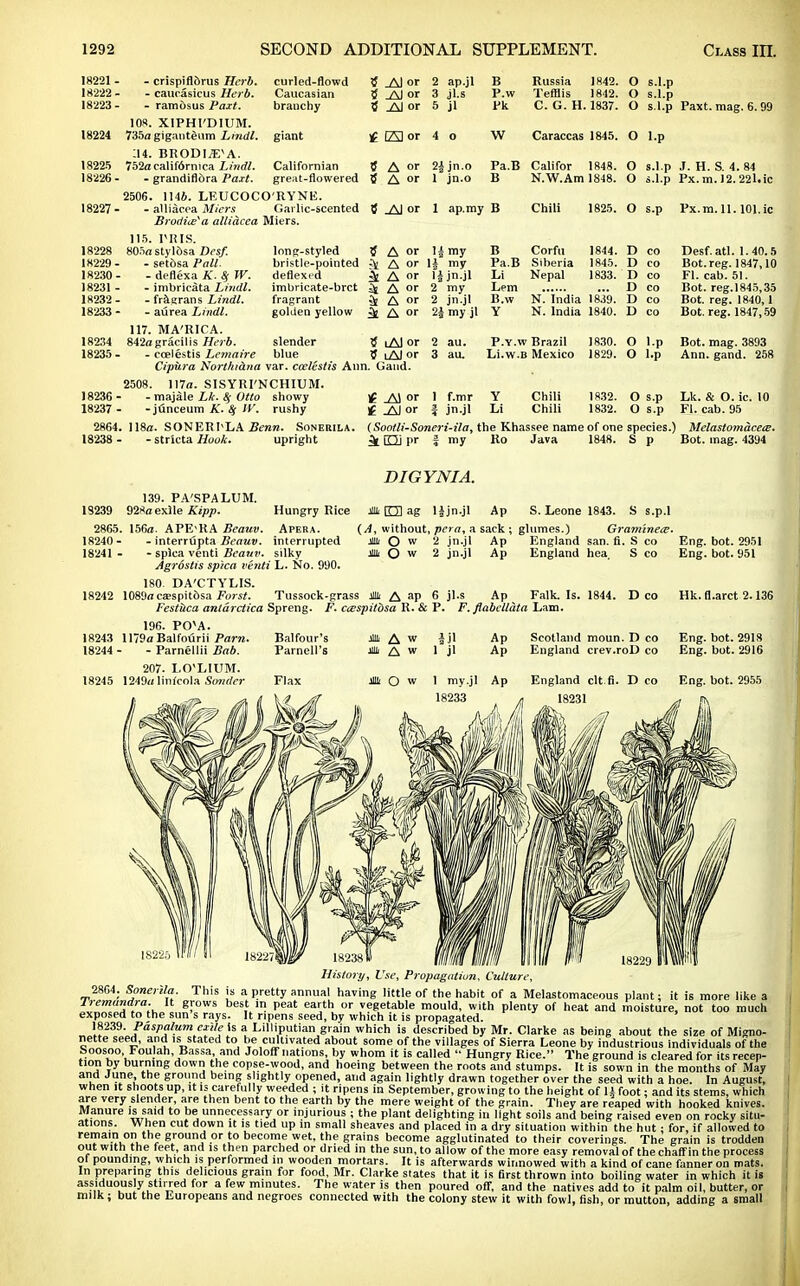 18221 - - crispiflorus Herb. curled-flowd a _AI or 2 ap.jl B Russia 1842. O s.l.p 18222 - - caucasicus Herb. Caucasian a _AJ or 3 jl.s P.w Tefflis 1842. <) s.l.p 18223- - ramdsus Paxt. branchy S .Al or 5 jl Pk C. G. H. 1837. o s.l.p Paxt. mag. 6. 99 108. XIPHI'DIUM. 18224 735a giganteum Lindl. giant fAl or 4 0 W Caraccas 1845. o t.p :i4. BRODI^A. 18225 752acalif6rmca Lindl. Californian t A or 24 jn.o Pa.B Califor 1848. o s 1 p 18226- - grandifldra Paxt. great-flowered 5 A or 1 jn.o B N.W.Am 1848. o s.l.p 13 V m 19 901 if xx. m. i z. -11. u. 2506. 1146. LEUCO-CO'RYNE. 18227 - - alliacea Miers Gailic-scented V 1 ap.my Chili 1825. o s.p Px.m. 11.101. ic Brodi^a alliacea Miers. 115. PHIS. 18228 SOSastylosa Dcsf. long-styled ? A or '* my B Corfu 1844. r> CO Desf.atl. 1.40.5 18229 - - set&sa Pall. bristle-pointed v. 2£ A or 14 my Pa B Siberia 1845. i) CO Bot.reg. 1847,10 18230 - - deflexa A. Sf W. deflexed V 2V ii jn.jl Li' Nepal 1833. i) PI rili '.\ 18231 - - imbricata Lindl. imbricate-brct V, A or 2 my Lem i) CO Bot. reg.1845,35 18232- - fragrans Lindl. fragrant A or 2 jn.jl B.w N. India isTs). D CO Bot. reg. 184o', 1 18233- - aurea Lindl. golden yellow k A or 2| my jl Y N. India 1840. D CO Bot. reg. 1847, 59 117. MA'RICA. 18234 842agracilis Herb. slender iAI or 2 au. P.y.vv Brazil 1830. O l.p Bot. mag. 3893 18235 - - ccelestis Lemaire blue 8 lAJ or 3 au. Li.w.B Mexico 1829. O l.p Ann. gand. 258 Cipiira Northidna var. ccelestis Ann. Gaud. 2508. 117a. SISYRI'NCHIUM. 18236- - majale Lk. Sf Otto showy If _A) or I f.mr Y Chili 1832. O s.p Lk. & O. ic 10 18237 - -junceum A'. # W. rushy If or 4 jn.jl Li Chili 1832. O s.p Fl. cab. 95 2864. 118a. SONER I'LA Benn. Sonerila. (Sootli-Soneri-ila, the Khassee name of one species.) Mclastomacete. 18238 - - stricta Hook. upright ^ [Qj pr f my Ro Java 1848. S p Bot. inag. 4394 DIGYNIA. 139. PA'SPALUM. 18239 928a exile Kipp. 2865. 156a. APE-RA Beauv 18240- - interrdpta Beauv. interrupted 18241 - - splca venti Beauv. silky Agrostis spica venti L. No. 990. 180. DA'CTYLIS. 18242 1089a ea?spit6sa Forst. Tussock-grass « A ap Hungry Rice * 0 ag Hjn.jl Ap S. Leone 1843. S s.p.l Apera. (A, without, pera, a sack ; glumes.) GraminetB. o jim O w 2 jn.jl 2 jn.jl Ap Ap England san. fi. S co England hea S Eng. Eng bot. 2951 . bot. 951 Festuca antdrctica Spreng. 196. PO'A. 6 jl.s Ap Falk. Is. 1844. Deo Hk. fl.arct 2.136 F. ccespitosa R. & P. F. flabellata Lam. 18243 1179a Balfourii Parn. Balfour's JUL A w Ijl Ap Scotland moun. T> CO Eng. bot. 2918 18244 - Parnellii Bab. Parnell's M A w 1 jl Ap England crev.roD CO Eng. bot. 2916 207. LO'LIUM. 18245 1249a linfcola Smtder Flax M o w 1 my.jl Ap England clt.fi. D CO Eng. bot. 2955 18233 History, Use, Propagation. Culture, 2804. Sonerila. This is a pretty annual having little of the habit of a Melastomaceous plant; it is more like a Tremundra. It grows best in peat earth or vegetable mould, with plenty of heat and moisture, not too much exposed to the sun's rays. It ripens seed, by which it is propagated. 18239. Paspalum exile is a Lilliputian grain which is described by Mr. Clarke as being about the size of Migno- nette seed, and is stated to be cultivated about some of the villages of Sierra Leone by industrious individuals of the Soosoo, Foulah, Bassa, and Joloff nations, by whom it is called  Hungry Rice. The ground is cleared for its recep- tion by burning down the copse-wood, and hoeing between the roots and stumps. It is sown in the months of May and June, the ground being slightly opened, and again lightly drawn together over the seed with a hoe. In August, when it shoots up, it is carefully weeded ; it ripens in September, growing to the height of U foot; and its stems, which are very slender, are then bent to the earth by the mere weight of the grain. They are reaped with hooked knives. Manure is said to be unnecessary or injurious ; the plant delighting in light soils and being raised even on rocky situ- ations. When cut down it is tied up in small sheaves and placed in a dry situation within the hut: for, if allowed to remain on the ground or to become wet. the grains become agglutinated to their coverings. The grain is trodden out with the feet, and is then parched or dried in the sun, to allow of the more easy removal of the chaff in the process ol pounding, which is performed in wooden mortars. It is afterwards winnowed with a kind of cane fanner on mats. In preparing this delicious grain for food, Mr. Clarke states that it is first thrown into boiling water in which it is assiduously stirred for a few minutes. The water is then poured off, and the natives add to it palm oil, butter, or milk; but the Europeans and negroes connected with the colony stew it with fowl, fish, or mutton, adding a small