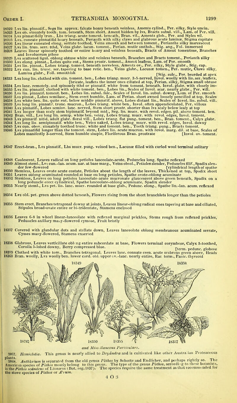 18322 I.vs lin. pinnatif., Segs lin approx. falcate hoary beneath veinless, Aments cylind., Per. silky, Style uncin. 18323 Lvs oh. sinuately tooth, torn, beneath, Stem short, Anient hidden by lvs, Bracts subul. vill., Lara, of Per. vill. 18324 Lvs pinnatifidly trun.. Lbs triang. acute toment. beneath, Bran, vil., Aments glob., Per. and Styles Til. 18325 Lvs. cuneate pinnatifid hoary beneath, Perianth with silky claws and glabrous acute laminae, Stigma capitate 18326 Lvs linear cuneated elong. serrate toothed, Veins smooth and between toment., Perianths silky marcescent 18327 Lvs lin. trun. serr. tthd, Veins glabr. lacun. toment., Perian. mutic smthsh., Stig. ang., Fol. immersed 18328 Leaves linear spinosely toothed or entire hoary and veinless beneath, Bracts of Ament tomentose, Branches and Involucrum pilose 1832!) Lvs scattered ligul. oblong obtuse white and veinless beneath, Branches and Bracts toment., Perianth silky 18330 Lvs elong. pinnat., Lobes quite ent., Stems prostr. toment., Anient leafless, Lam. of Per. smooth 18331 Lvs lin. pinnat., Lobes triang. toment. beneath nerveless, Aments ov., Per. silky, Style glabr., Stig. cap. 18332 Lvs cun. lin. trunc. ser. tapering to base retic. ben., Veins glabr., Lacunae tomen., Per. mutic, Claws silky, Lamina glabr., Foil, smoothish [Stig su,c _ Per bearded at apex 18333 Lvs long lin. clothed with cin. toment. ben., Lobes triang. mucr. 3-5-nerved, Invol. woolly with lin. ser. leaflets, [bricate, leaflets the inner ones ciliated at top, Perian. silky, Stigma small obtuse 18334 Lvs lane, remotely, and spinosely tthd or pinnatif. white from toment. beneath, Invol. glabr. with closely im- 18335 Lvs lin. pinnatif. clothed with white toment. ben.. Lobes lin., Scales of Invol. scar, nearly glabr., Per. vill. 18336 Lvs lin. pinnatif. toment. ben., Lobes lin. subul. falc, Scales of Invol. lin. subul. downy, Lam. of Per. smooth 18337 Lvs pinnat., Lobes semilanc, Stem erect humble, Lam. of Perian. short awned loosely pencilled at top, Scales 18338 Lvs white ben. lin. quite ent. below middle pinnatif. above, Lobes distant lin., Scales of Invol. lin. subul. vill. 18339 Lvs long lin. pinnatif. trunc. mucron., Lobes triang. white ben., Invol. often appendiculated, Per. villous 18340 Lvs pinnatif.. Lobes seraiov. lane, nerved, Stem short prostr. shorter than lvs scaly below leafy at top 18341 Lvs longer than scaly stem bipinnatif. beyond mid., Seg. lin. mucr. with revol. edges, pil. above toment. ben. 18342 Bran, vill., Lvs long lin. semip. white ben. veiny, Lobes triang. mucr. with revol. edges, Invol. toment. 18343 Lvs pinnatif. nitid, adult glabr. floral vill., Lobes triang. flat pung. toment. ben., Bran, toment., Calyx glabr. 18344 Lvs long lin. semipinnatif. white ben., Veins naked, Lobes triang. mucr. with revol. edges, Invol. downy 18345 Lvs cun. obov. sinuately toothed trunc. white and toment. ben., Teeth triang. pung., Bracts toment. 18346 Lvs pinnatifld longer than the toment. stem, Lobes lin. acute mucron. with revol. marg. dil. at base, Scales of Lobes manifestly 3-nerved, Stem humble simple, Floriferous Bran, prostrate [Invol. ov. toment. 18347 Erect-bran., I-vs pinnatif., Lbs mucr. pung. veined ben., Lacunae filled with curled wool terminal solitary 18348 Caulescent, Leaves radical on long petioles lanceolate-acute. Peduncles long, Spathe reflexed 18349 Almost steml., Lvs cun.-Ian. acum. nar. at base marg., Veins obsol., Petioles slender, Peduncles filif.,Spadix slen- der few-flowered [cylindrical length of spathe 18350 Stemless, Leaves ovate acute costate, Petioles about the length of the leaves, Thickened at top, Spadix short 18351 Leaves oblong acuminated rounded at base on long petioles, Spathe ovate-oblong acuminate 18352 Stemless, Leaves on long petioles lanceolate-acute mucronate glaucescent above green beneath, Spadix on a long peduncle erect cylindrical, Spathe lanceolate-oblong acuminate, Spadix slender 18353 Nearly steml., Lvs pet. lin. lane. mucr. rounded at base glab., Pedunc. elong., Spathe lin.-lan. acum. reflexed 18354 Lvs obi. pet. green above dotted beneath, Flowers rising from the short branchlets longer than the petioles 18355 Stem erect, Branches tetragonal downy at joints, Leaves linear-oblong radical ones tapering at base and ciliated, Stipules broad-ovate entire or bi-tridentate, Stamens enclosed 18356 Leaves 6-8 in whorl linear-lanceolate with reflexed marginal prickles, Stems rough from reflexed prickles, Peduncles axillary many-flowered cymose, Fruit bristly 18357 Covered with glandular dots and stellate down, Leaves lanceolate oblong membranous acuminated serrate, Cymes many-flowered, Stamens exserted 18358 Glabrous, Leaves verticillate obl< ng entire subcordate at base, Flowers terminal corymbose, Calyx 5-toothed, Corolla 5-lobed downy, Berry compressed blue. r. , , , J J r [term, pedunc. globose 18359 Clothed with white torn.. Branches tetragonal, Leaves lane, connate cren. acute scabrous green above. Heads 18360 Bran, woolly, Lvs woolly ben. lower cord. obi. upper cv.-lanc. nearly entire, Rac term., Panic, thyrsoid and Misci llaneous Particulars. 2867. Hcmidtdia. This genus is nearly allied to Brydndra and is cultivated like other Austra'ian Proteaceous plants 2868. Anthurium is separated from the old genus Pbthos by Schotte and Endlicher, and perhaps rightly so. The American species of Pathos mostly belong to this genus. The type of the genus Pbthos, according to those botanists, is the Pbthos scdndens of Linnanis (Bot. reg. 1837). The species require the same treatment as that recomim nded for the stove species of Pbthos or AK>um. 4 0 3