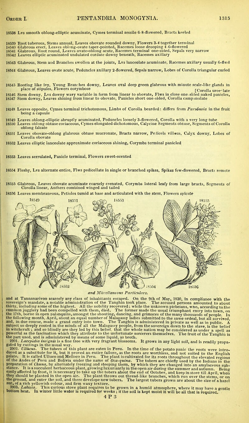 18538 Lvs smooth oblong-elliptic acuminate, Cymes terminal sessile 6-8-flowered, Bracts keeled 18539 Root tuberous, Stems annual, Leaves obovate rounded downy, Flowers 3-4 together terminal 18540 Glabrous erect, Leaves oblnng-ovate taper-pointed, Racemes loose drooping 4-6-flowered 18541 Glabrous, Root round, Leaves ovate-oblong acute, Racemes terminal one-sided. Sepals very narrow 18542 Leaves elliptic acuminated undulated cordate downy beneath, Racemes axillary 18543 Glabrous, Stem and Branches swollen at the joints, Lvs lanceolate acuminate, Racemes axillary usually C-flwd 18544 Glabrous, Leaves ovate acute, Peduncles axillary 2-flowered, Sepals narrow, Lobes of Corolla triangular curled 18545 Rooting like ivy, Young Branches downy, Leaves oval deep green glabrous with minute scale-like glands in place of stipules, Flowers corymbose [Corolla urce-late 18546 Stem downy, Lvs downy wavy variable in form from linear to obovate, Flws in close one-sided naked panicles, 18547 Stem downy, Leaves shining from linear to obovate, Panicles short one-sided, Corolla camp inulate 18548 Leaves opposite, Cymes terminal trichotomous, Limbs of Corolla bearded: differs from Pars6nsia in the fruit being a capsule 18549 Leaves oblong-elliptic abruptly acuminated, Peduncles loosely 3-fiowered, Corolla with a very long tube 18550 Leaves oblong obtuse coriaceous, Cymes elongated dichotomous, Calycine Segments obtuse, Segments of Corolla oblong falcate 18551 Leaves obovate-oblong glabrous obtuse mucronate, Bracts narrow, Pe licels vilWus, Calyx downy, Lobes of Corolla obovate 18552 Leaves elliptic lanceolate approximate coriaceous shining, Corymbs terminal panicled 18553 Leaves serrulated, Panicle terminal, Flowers sweet-scented 18554 Fleshy, Lvs alternate entire, Flws pedicellate in single or branched spikes, Spikes few-flowered, Bracts remote 18555 Glabrous, Leaves obovate acuminate coarsely crenated, Corymbs lateral leafy from large bracts, Segments of Cbrolla linear, Anthers combined winged and tailed 18556 Leaves membraneous. Petioles tumid at base and articulated with the stem, Flowers spicate and Miscellaneous Particulars. and at Tannanarivoo scarcely any class of inhabitants escaped. On the 9th of May, 1830, in compliance with the f sovereign's mandate, a notable administration of the Tanghin took place. The accused persons amounted to about j thirty, including some of the highest. All the nobility recovered; while the unknown plebeians, wno, according to the common jugglery had been compelled with them, died. The former made the usual triumphant entry into town, on the 17th, borne in open palanquins, amongst the shouting, dancing, and grimaces of the many thousands of people.' In I the following month, April, about an equal number of Malagassy ladies submitted to the same ordeal, but all survived, and, in due course, made a grand entry into town. The Tanghin is administered in private as well as in public, a' subject so deeply rooted in the minds of all the Malagassy people, from the sovereign down to the slave, is the belief in witchcraft; and so blindly are they led by this belief, that the whole nation may be considered as under a spell as | powerful as the fascination which they attribute to the unfortunate sorcerers themselves. The fruit of the Tanghin is the part used, and is administered by means of some liquid, as broth. 2901. Lacepidia insignis is a fine tree with very fragrant blossoms. It grows in any light soil, and is readily propa- gated by cuttings in the usual way. 2902. Ullucus. The tubers of this plant are eaten in Peru. In the time of the potato panic the roots were intro- duced as a substitute for it, but it proved an entire failure, as the roots are worthless, and not suited to the English palate. It is called Ullucoand Melloco in Peru. The plant is cultivated for its roots throughout the elevated regions , of the Andes of Peru and Bolivia under the name of Oca-quina. The tubers are chiefly used by the Indians in the ! preparation of Ckuna, by alternately freezing and steeping them, by which they are changed into an amylaceous sub- stance. It is a succulent herbaceous plant, growing luxuriantly in the open air during the summer and autumn. Being easily affected by frost, it is necessary to take up the tubers about the end of October, and keep in store till April, when they should be planted in the open air. The plant throws out thread-like branches, which run over the stems or on the ground, and enter the soil, and there develope new tubers. The largest tubers grown are about the size of a hazel nut, of a rich yellowish colour, and firm waxy texture. 2903. Labisia. This curious stove plant requires to be grown in a humid atmosphere, where it may have a gentle bottom heat. In winter little water is required for weeks ; if the soil is kept moist it will be all that is required.