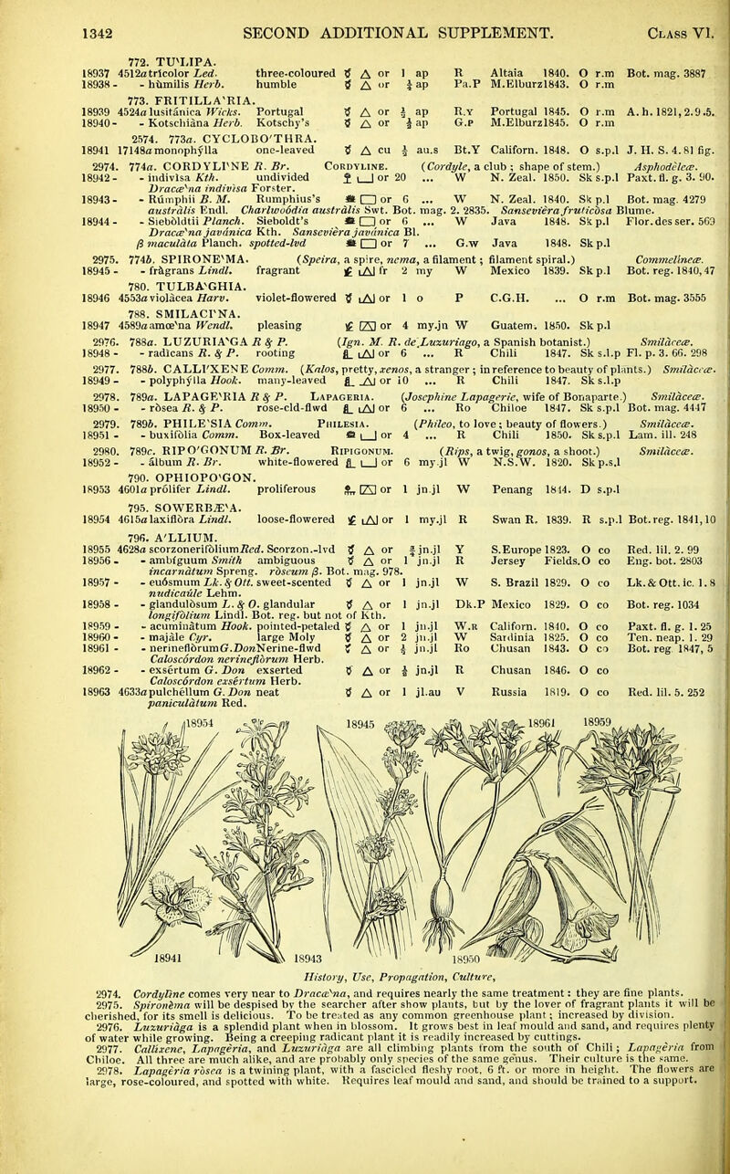 772. TU^LIPA. 18937 4512atricolor Led. 18938 - - htimilis Herb. three-coloured humble 773. FRITILL A'RIA. 18939 4524o lusitfinica Wicks. Portugal 18940- - Kotschiana Herb. Kotschy's 2574. 773a. CYCLOBO'THRA. 18941 17148a monophylla one-leaved A or A or ap :ap ap r ap R Pa.P R.Y G.P Altaia 1840. M.Elburzl843. O r.m O r.m Bot. mag. 3887 Portugal 1845. O r.m A.h. 1821,2.9.5. M.Elburzl845. O r.m 2974. 18942- 18943- 18944- 774a. CORDYLPNE R. Br. - indivlsa Kth. undivided DracteKna indiv/sa Forster. - Rumphii B. M. Rumphius's 5 A cu J CORDYLINE. £ l_J or 20 ! O or 6 au.s Bt.Y Californ. 1848. O s.p.l J. II. S. 4.81 fig. (Cordyle, a club ; shape of stem.) Asphodelcce. W N. Zeal. 1850. Sk s.p.l Paxt. fl. g. 3. 90. W N. Zeal. 1840. Sk p.l Bot. mag. 4279 austrdlis Kndl. Charlwoddia austrdlis Swt. Bot. mag. 2. 2835. Sansevierafrulicbsa Blume. - Siebdldtii Planch. Sieboldt's *Dor 6 ... W Dracaena javdnica Kth. Sanseviera javdnica Bl. /3 maculdta Planch, spotted-lvd Hi □ or 7 ... G.w Java 1848. Skp.l Flor.des ser. 503 Java 1848. Skp.l 2975. 7744. SPIRONE^MA. 18945 - - fragrans Lindl. 780. TULBAVGHIA. 18946 4553aviolacea Harv. 788. SMILACPNA. 18947 4589a amcevna Wendl. (Speira, a spire, nema, a filament; fragrant ]g iAI fr 2 my W violet-flowered { iAI or 1 o P filament spiral.) Mexico 1839. Skp.l Comjnellnea?. Bot. reg. 1840,47 C.G.H. O r.m Bot. mag. 3555 pleasing 2976. 788a. LUZURIAHJA R Sf P. 18948 - 2977. 18949 - £ ED or 4 my.jn W Guatem. 1850. Skp.l (Ign. M. R. de.Luzwiago, a Spanish botanist.) Smildcea?. ■ radlcans R. $ P. rooting fl_ iAI or 6 ... R Chili 1847. Sk s.l.p Fl. p. 3. 66. 298 7884. CALLl'XENE Comm. (Kalos, pretty, xenos, a stranger ; in reference to beauty of plants.) Smilacrce. - polyphylla Hook. many-leaved 4_-Al or 10 ... R Chili 1847. Sk s.l.p 2978. 789a. LAPAGF^RIA R Sf P. Lapageria. 18950 - - rbsea R. Sj P. rose-cld-flwd fl_ iAI or 2979. 7896. PHILE'SIA Comm. Phixesia. 18951 - - buxifolia Comm. Box-leaved a \ | or 2980. 789c. RIPO'GONUM.K. Br. Ripigonum. 18952 - - album R. Br. white-flowered fl_ | | or 790. OPHIOPO'GON. 1R953 4601a prolifer Lindl. proliferous (Josephine Lapagerie, wife of Bonaparte.) Smildcea;. 6 ... Ro Chiloe 1847. Sk s.p.l Bot. mag. 4447 (Philco, to love; beauty of flowers.) Smildcea;. i ... R Chili 1850. Sk s.p.l Lam. ill. 248 (Rips, a twig, gonos, a shoot.) Smildcea;. W N.S.W. 1820. 795. SOWERB^A. 18954 4615a laxifl&ra Lindl. 796. A'LXIUM. 18955 4628a scorzonerifdlium.fted'. Scorzon.-lvd 18956 tf A - ambiguum Smith ambiguous tf A or 1 incarnatum Spreng. rbseum 13. Bot. mag. 978. 18957 - - eudsmum Lk.% Ott. sweet-scented tf A or 1 nudicaule Lehm. 18958 - - glandulbsum L.& 0. glandular tf A or 1 longifblium Lindl. Bot. reg. but not of Kth. - acuminatum Hook, pointed-petaled tf A or 1 my.jl SW EJ or 1 jn.jl W Penang 1844 loose-flowered £ tAl or 1 my.jl f jn.jl Swan R. 1839. Sk p.s.l D s.p.l R s.p.l Bot.reg. 1841,10 18959 18960 18961 jn.jl jn.jl jn-jl jn.jl jn.jl W S. Europe 1823. O co Jersey Fields. O co S. Brazil 1829. Dk.P Mexico 1829. - majale Cyr. large Moly tf A or 2 - nerineflbrum67.floMNerine-flwd tf A or £ jn.jl Caloscordon nerineflbrum Herb. 18962 - - exsertum G. Don exserted tf A or \ jn.jl Calosc6rdon exsertum Herb. 18963 4633apulchellum G.Don neat tf A or 1 jl.au paniculdtum Red. W.R W Ro R V Californ. Sardinia Chusan Chusan Russia 1840. 1825. 1843. 1846. 1819. O co O co O co O co O co O co O co Red. HI. 2. 99 Eng. bot. 2803 Lk.&Ott.ic. 1.8 Bot. reg. 1034 Paxt. fl. g. 1.25 Ten. neap. 1. 29 Bot. reg 1847, 5 Red. lil. 5. 252 History, Use, Propagation, Culture, 2974. Cordyline comes very near to Dracaena, and requires nearly the same treatment: they are fine plants. 2975. Spironima will be despised by the searcher after show plants, but by the lover of fragrant plants it will be cherished, for its smell is delicious. To be treated as any common greenhouse plant; increased by division. 2976. Luzuridga is a splendid plant when in blossom. It grows best in leaf mould and sand, and requires plenty of water while growing. Being a creeping radicant plant it is readily increased by cuttings. 2977. Callixcne, Lapageria, and Luxuridga are all climbing plants from the south of Chili; Lapageria from Chiloe. AH three are much alike, and are probably only species of the same genus. Their culture is the same. 2978. Lapageria rosea is a twining plant, with a fascicled fleshy root, 6 ft. or more in height. The flowers are large, rose-coloured, and spotted with white. Requires leaf mould and sand, and should be trained to a support.