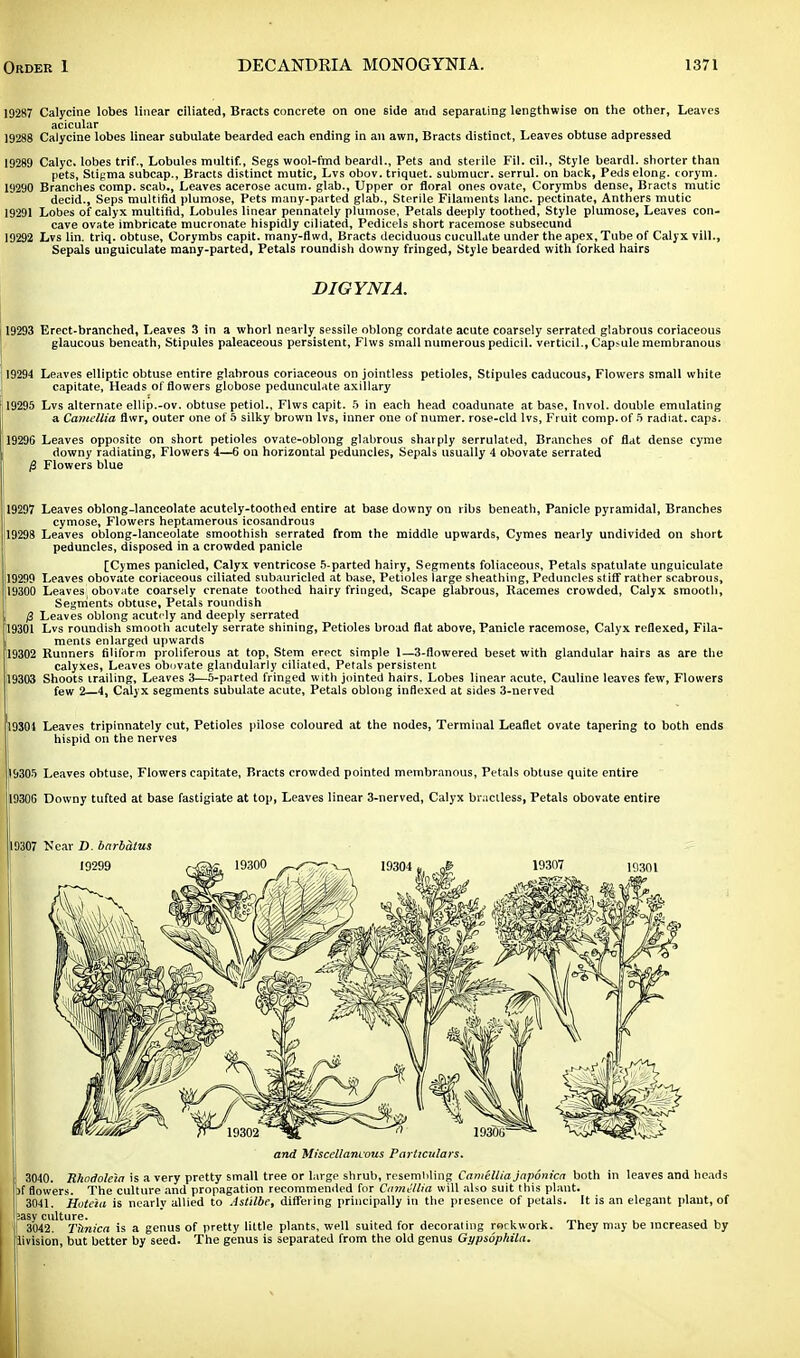 19287 Calycine lobes linear ciliated, Bracts concrete on one side and separating lengthwise on the other, Leaves acicular 19288 Calycine lobes linear subulate bearded each ending in an awn. Bracts distinct, Leaves obtuse adpressed 19289 Calyc. lobes trif., Lobules multif., Segs wool-fmd beardl.. Pets and sterile Fil. cil., Style beardl. shorter than pets, Stigma subcap., Bracts distinct mutic, Lvs obov. triquet. submucr. serrul. on back, Peds elong. corym. 19290 Branches comp. scab., Leaves acerose acura. glab., Upper or floral ones ovate, Corymbs dense, Bracts mutic decid., Seps multifid plumose, Pets many-parted glab., Sterile Filaments lane, pectinate, Anthers mutic 19291 Lobes of calyx multifid, Lobules linear pennately plumose. Petals deeply toothed, Style plumose, Leaves con- cave ovate imbricate mucronate hispidly ciliated, Pedicels short racemose subsecund 19292 Lvs lin. triq. obtuse, Corymbs capit. many-flwd, Bracts deciduous cucullate under the apex. Tube of Calyx vill., Sepals unguiculate many-parted. Petals roundish downy fringed, Style bearded with forked hairs DIGYNIA. 19293 Erect-branched, Leaves 3 in a whorl nearly sessile oblong cordate acute coarsely serrated glabrous coriaceous glaucous beneath, Stipules paleaceous persistent, Flws small numerous pedicil. verticil., Capsule membranous 19294 Leaves elliptic obtuse entire glabrous coriaceous on jointless petioles, Stipules caducous, Flowers small white capitate, Heads of flowers globose pedunculate axillary 19295 Lvs alternate ellip.-ov. obtuse petiol., Flws capit. 5 in each head coadunate at base, Invol. double emulating a Camellia flwr, outer one of 5 silky brown lvs, inner one of numer. rose-cld lvs, Fruit comp. of ft radiat. caps. 19296 Leaves opposite on short petioles ovate-oblong glabrous sharply serrulated, Branches of flat dense cyme downy radiating, Flowers 4—6 on horizontal peduncles, Sepals usually 4 obovate serrated jS Flowers blue 19297 Leaves oblong-lanceolate acutely-toothed entire at base downy on ribs beneath, Panicle pyramidal, Branches cymose, Flowers heptamerous icosandrou3 19298 Leaves oblong-lanceolate smoothish serrated from the middle upwards, Cymes nearly undivided on short peduncles, disposed in a crowded panicle [Cymes panicled, Calyx ventricose 5-parted hairy, Segments foliaceous, Petals spatulate unguiculate 19299 Leaves obovate coriaceous ciliated subauricled at base, Petioles large sheathing, Peduncles stiff rather scabrous, 19300 Leaves; obovate coarsely crenate toothed hairy fringed, Scape glabrous, Racemes crowded, Calyx smooth, Segments obtuse, Petals roundish 0 Leaves oblong acute ly and deeply serrated 19301 Lvs roundish smooth acutely serrate shining, Petioles broad flat above, Panicle racemose, Calyx reflexed, Fila- ments enlarged upwards 19302 Runners filiform proliferous at top, Stem erect simple 1— 3-flowered beset with glandular hairs as are the calyxes, Leaves obuvate glandularly ciliated. Petals persistent 19303 Shoots trailing, Leaves 3—5-parted fringed with jointed hairs. Lobes linear acute, Cauline leaves few, Flowers few 2 4, Calyx segments subulate acute, Petals oblong indexed at sides 3-nerved 19304 Leaves tripinnately cut, Petioles pilose coloured at the nodes, Terminal Leaflet ovate tapering to both ends hispid on the nerves 19305 Leaves obtuse, Flowers capitate, Bracts crowded pointed membranous, Petals obtuse quite entire 19306 Downy tufted at base fastigiate at top, Leaves linear 3-nerved, Calyx bractless, Petals obovate entire and Miscellaneous Particulars. 3040. Rhodolela is a very pretty small tree or large shrub, resembling Camellia japonica both in leaves and heads >f flowers. The culture and propagation recommended for Camellia will also suit this plant. 3041. Hoteiu is nearly allied to Astilbe, differing principally in the presence of petals. It is an elegant plant, of sasy culture. ! 3042. Titnica is a genus of pretty little plants, well suited for decorating rockwork. They may be increased by livision, but better by seed. The genus is separated from the old genus Gypsophila.