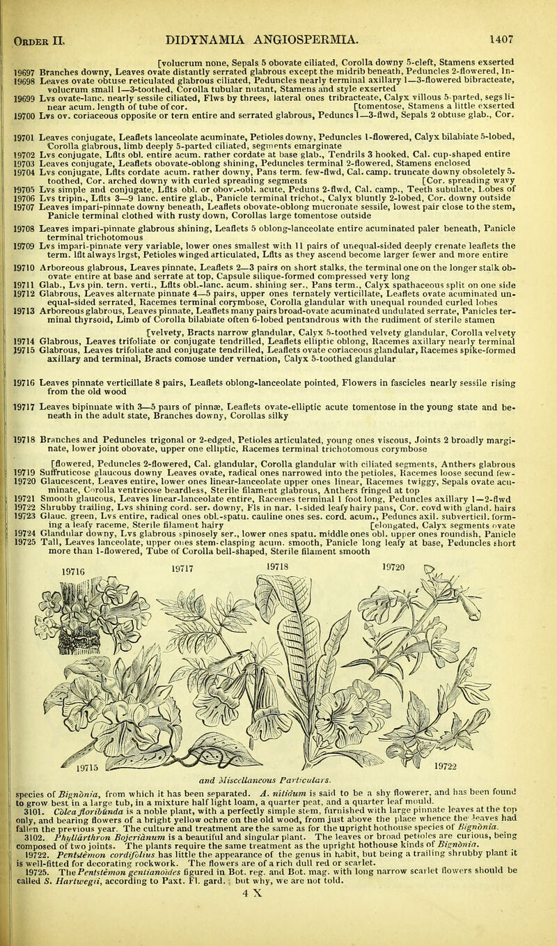 [volucrum none, Sepals 5 obovate ciliated, Corolla downy 5-cleft, Stamens exserted 19697 Branches downy, Leaves ovate distantly serrated glabrous except the midrib beneath, Peduncles 2-flowered, ln- 19698 Leaves ovate obtuse reticulated glabrous ciliated, Peduncles nearly terminal axillary l_3-flowered bibracteate, volucrum small 1—3-toothed, Corolla tubular nutant, Stamens and style exserted 19699 Lvs ovate-lanc. nearly sessile ciliated, Flws by threes, lateral ones tribracteate, Calyx villous 5-parted, segs li- near acum. length of tube of cor. [tomentose, Stamens a little exserted 19700 Lvs ov. coriaceous opposite or tern entire and serrated glabrous, Peduncs 1—3-flwd, Sepals 2 obtuse glab., Cor. 19701 Leaves conjugate, Leaflets lanceolate acuminate. Petioles downy, Peduncles 1-flowered, Calyx bilabiate 5-lobed, Corolla glabrous, limb deeply 5-parted ciliated, segments emarginate 19702 Lvs conjugate, Lflts obi. entire acum. rather cordate at base glab., Tendrils 3 hooked, Cal. cup-shaped entire 19703 Leaves conjugate, Leaflets obovate-oblong shining, Peduncles terminal 2-flowered, Stamens enclosed 19704 Lvs conjugate, Lflts cordate acum. rather downy, Pans term, few-flwd, Cal. camp, truncate downy obsoletely 5- toothed, Cor. arched downy with curled spreading segments [Cor. spreading wavy r9705 Lvs simple and conjugate, Lflts obi. or obov.-obl. acute, Peduns 2-flwd, Cal. camp.. Teeth subulate, Lobes of 19706 Lvs tripin., Lflts 3—9 lane, entire glab., Panicle terminal trichot., Calyx bluntly 2-lobed, Cor. downy outside 19707 Leaves impari-pinnate downy beneath, Leaflets obovate-oblong mucronate sessile, lowest pair close to the stem, Panicle terminal clothed with rusty down, Corollas large tomentose outside 19708 Leaves impari-pinnate glabrous shining, Leaflets 5 oblong-lanceolate entire acuminated paler beneath, Panicle terminal trichotomous 19709 Lvs impari-pinnate very variable, lower ones smallest with II pairs of unequal-sided deeply crenate leaflets the term, lflt always lrgst, Petioles winged articulated, Lflts as they ascend become larger fewer and more entire 19710 Arboreous glabrous. Leaves pinnate. Leaflets 2—3 pairs on short stalks, the terminal one on the longer stalk ob- ovate entire at base and serrate at top, Capsule silique-formed compressed very long 19711 Glab., Lvs pin. tern, verti., Lflts obi.-lane. acum. shining ser.. Pans term.. Calyx spathaceous split on one side 19712 Glabrous, Leaves alternate pinnate 4—5 pairs, upper ones ternately verticillate, Leaflets ovate acuminated un- equal-sided serrated, Racemes terminal corymbose, Corolla glandular with unequal rounded curled lobes 19713 Arboreous glabrous, Leaves pinnate. Leaflets many pairs broad-ovate acuminated undulated serrate. Panicles ter- minal thyrsoid, Limb of Corolla bilabiate often 6-lobed pentandrous with the rudiment of sterile stamen [velvety, Bracts narrow glandular, Calyx 5-toothed velvety glandular, Corolla velvety 19714 Glabrous, Leaves trifoliate or conjugate tendrilled, Leaflets elliptic oblong, Racemes axillary nearly terminal 19715 Glabrous, Leaves trifoliate and conjugate tendrilled, Leaflets ovate coriaceous glandular, Racemes spike-formed axillary and terminal, Bracts comose under vernation, Calyx 5-toothed glandular 19716 Leaves pinnate verticillate 8 pairs, Leaflets oblong-lanceolate pointed, Flowers in fascicles nearly sessile rising from the old wood 19717 Leaves bipinuate with 3—5 pairs of pinnae, Leaflets ovate-elliptic acute tomentose in the young state and be- neath in the adult state, Branches downy, Corollas silky 19718 Branches and Peduncles trigonal or 2-edged, Petioles articulated, young ones viscous, Joints 2 broadly margi- nate, lower joint obovate, upper one elliptic, Racemes terminal trichotomous corymbose [flowered, Peduncles 2-flowered, Cal. glandular, Corolla glandular with ciliated segments, Anthers glabrous 19719 Suffruticose glaucous downy Leaves ovate, radical ones narrowed into the petioles, Racemes loose secund few- 19720 Glaucescent, Leaves entire, lower ones linear-lanceolate upper ones linear, Racemes twiggy, Sepals ovate acu- minate, Corolla ventricose beardless, Sterile filament glabrous, Anthers fringed at top 19721 Smooth glaucous, Leaves linear-lanceolate entire, Racemes terminal 1 foot long, Peduncles axillary I —2-flwd 19722 Shrubby trailing, Lvs shining cord. ser. downy, Fls in nar. 1-sided leafy hairy pans, Cor. covd with gland, hairs 19723 Glauc. green, Lvs entire, radical ones obl.-spatu. cauline ones ses. cord, acum,, Peduncs axil, subverticil. form- ing a leafy raceme. Sterile filament hairy [elongated. Calyx segments ovate 19724 Glandular downy, Lvs glabrous tpinosely ser., lower ones spatu. middle ones obi. upper ones roundish, Panicle 19725 Tall, Leaves lanceolate, upper ones stem-clasping acum. smooth, Panicle long leafy at base, Peduncles short more than 1-flowered, Tube of Corolla bell-shaped, Sterile filament smooth and Miscellaneous Particulars. species of Bignbnia, from which it has been separated. A. nilidum is said to be a shy flowerer, and has been found to grow best in a large tub, in a mixture half light loam, a quarter peat, and a quarter leaf mould. 3101. Cblea floribiinda is a noble plant, with a perfectly simple stem, furnished with large pinnate leaves at the top ! only, and bearing flowers of a bright yellow ochre on the old wood, from just above the place whence the leaves had fallen the previous year. The culture and treatment are the same as for the upright hothouse species of Bignbnia. 3102. Pki/llarthrvn Bojeridnum is a beautiful and singular plant. The leaves or broad petioles are curious, being I composed of two joints. The plants require the same treatment as the upright hothouse kinds of Bignbnia. 19722. Pent-Uemoti cordifblius has little the appearance of the genus in habit, but being a trailing shrubby plant it Iis well-fitted for decorating rockwork. The flowers are of a rich dull red or scarlet. 19725. The Penhthnon gentianoldes figured in Bot. reg. and Bot. mag. with long narrow scarlet flowers should be called S. Hartwegii, according to Paxt. Fl. gard. | but why, we are not told. 4 X