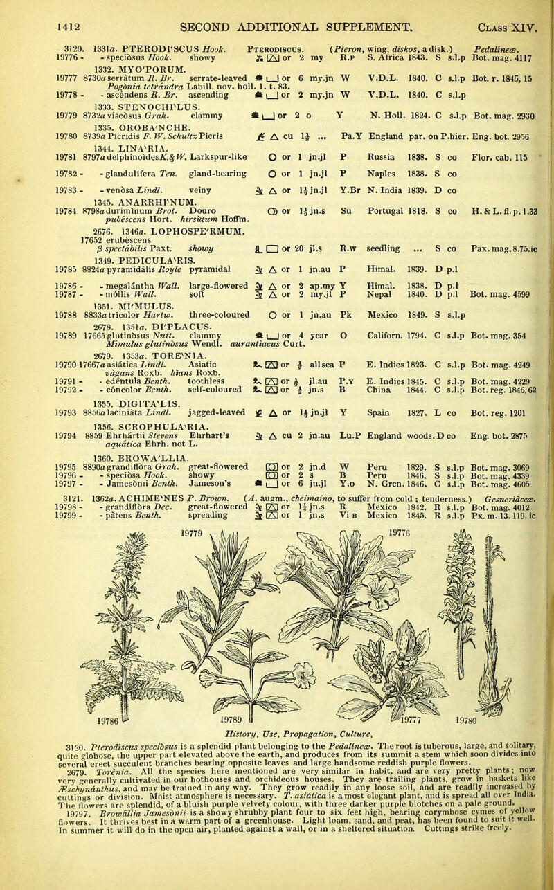 Pterodisous. A (23 or 2 3120. 1331a. PTERODI'SCUS Hook. 19776 - - specidsus Hook. showy 1332. MYO'PORUM. 19777 8730u serratum R. Br. serrate-leaved »t ) or Pogdnia tetrandra Labill. nov. holl. 1. t. 83. 19778 - - ascendens R. Br. ascending *t i | or 1333. STENOCHPLUS. 19779 8732« viscdsus Grah. clammj * | | or 1335. OROBA'NCHE. 19780 8739o Picridis F. W. Schultx Picris 1344. LINAVRI A. 19781 8797a delphinoidesiC^W. Larkspur-like (Pteron, wing, diskos, a disk.) my R.p S. Africa 1843. S s.l.p Pedalinece. Bot. mag. 4117 19782 19783 ■ glandulifera Ten. - venbsa Lindl. gland-bearing veiny 1345. ANARRHrNUM. 19784 8798adurimlnum Brot. Douro pubescens Hort. hirsittum Hoffm. 2C76. 1346a. LOPHOSPE'RMUM. 17652 erubescens /3 spectdbilis Paxt. showy 1349. PEDICULA^RIS. 19785 8824a pyramidalis Royle pyramidal my.jn W V.D.L. 1840. C s.l.p Bot. r. 1845, 15 my.jn W V.D.L. 1840. C s.l.p 1 i_J or 2 o Y N. Holl. 1824. C s.l.p Bot. mag. 2930 J? A cu 1£ ... Pa.Y England par. on P.hier. Eng. bot. 2956 O or 1 jn.jl P Russia 1838. S co Flor. cab. 115 O or 1 jn.jl P Naples 1838. S co ^ A or 1 \ jn.jl Y.Br N.India 1839. D co O) or ljjn.s Su Portugal 1818. S co H.& L. fl. p. 1.33 19786 ■ 19787 • - megalantha Wall. -m611is Wall. large-flowered soft aurantiacus Curt. !U(23or £ all sea P E. Indies 1823. C 1351. MI'MULUS. 19788 6833a tricolor Hartw. three-coloured 2678. 1351a. DI'PLACUS. 19789 17665 glutinbsus Nutl. clammy Mimulus glutinbsus Wendl. 2679. 1353a. TORE^NIA. 19790 17667a asiatica Lindl. Asiatic vdgans Roxb. hians Roxb. 19791 - • edentula Benth. toothless 1* (23 or £ jl.au P.Y 19792 - - concolor Benth. self-coloured fL. (23 or i jn.s B 1355. DIGITALIS. 19793 8856a laciniata Lindl. jagged-leaved 1356. SCROPHULA'RIA. 19794 8859 Ehrhartii Stevens Ehrhart's aquatica Ehrh. not L. 1360. BROWA'LLIA. 19795 8890agrandiflora Grah. great-flowered E) or 2 jn.d 19796 - - speciosa Hook. showy ED or 2 s 19797 - - Jamesbnii Benth. Jameson's il i | or 6 jn.jl LIZ] or 20 jl.s R.w seedling S co Pax.mag.8.75.ic Jfc A or 1 jn.au P Himal. 1839. D p.l 4 A »' lAor 2 2 ap.my my.jl Y P Himal. Nepal 1838. 1840. D p.l D p.l Bot. mag. 4599 O or 1 jn.au Pk Mexico 1849. S s.l.p *l_Jor 4 year O Californ. 1794. C s.l.p Bot. mag. 354 s.l.p Bot. mag. 4249 E. Indies 1845. China 1844. s.l.p s.l.p £ A or li jn.jl Y 3e A cu 2 jn.au 1827. L Spain Lu.P England woods.Deo Bot. mag. 4229 Bot. reg. 1846,62 Bot. reg. 1201 Eng. bot. 2875 W B Y.o Peru 1829. S s.l.p Peru 1846. S s.l.p N. Grcn. 1846. C s.l.p 3121. 1362a. ACHIME^NES P. Brown. (A. augm., cheimaino, to suffer from cold ; tenderness. 19798 - - grandiflora Dec. great-flowered ^ (23 or l^jn.s R Mexico 1842. R s.l.p 19799 - - patens Benth. spreading ^[ (23 or 1 jn.s Vi b Mexico 1845. R s.l.p Bot. mag. 3069 Bot. mag. 4339 Bot. mag. 4605 ) Gesneriiceie. Bot. mag. 4012 Px.m. 13.119. ic History, Use, Propagation, Culture, 3120. Pterodiscus specidsus is a splendid plant belonging to the Pedalinece. The root is tuberous, large, and solitary, quite globose, the upper part elevated above the earth, and produces from its summit a stem which soon divides into several erect succulent branches bearing opposite leaves and large handsome reddish purple flowers. 2679. Torenia. AH the species here mentioned are very similar in habit, and are very pretty plants ; now very generally cultivated in our hothouses and orchideous houses. They are trailing plants, grow in baskets like Mscln/ndntltus, and may be trained in any way. They grow readily in any loose soil, and are readily increased by cuttings or division. Moist atmosphere is necessary. T. asidlica is a most elegant plant, and is spread all over India. The flowers are splendid, of a bluish purple velvety colour, with three darker purple blotches on a pale ground. 19797. Browallia Jamesbnii is a showy shrubby plant four to six feet high, bearing corymbose cymes of yellow flowers! It thrives best in a warm part of a greenhouse. Light loam, sand, and peat, has been found to suit it well- In summer it w ill do in the open air, planted against a wall, or in a sheltered situation. Cuttings strike freely.