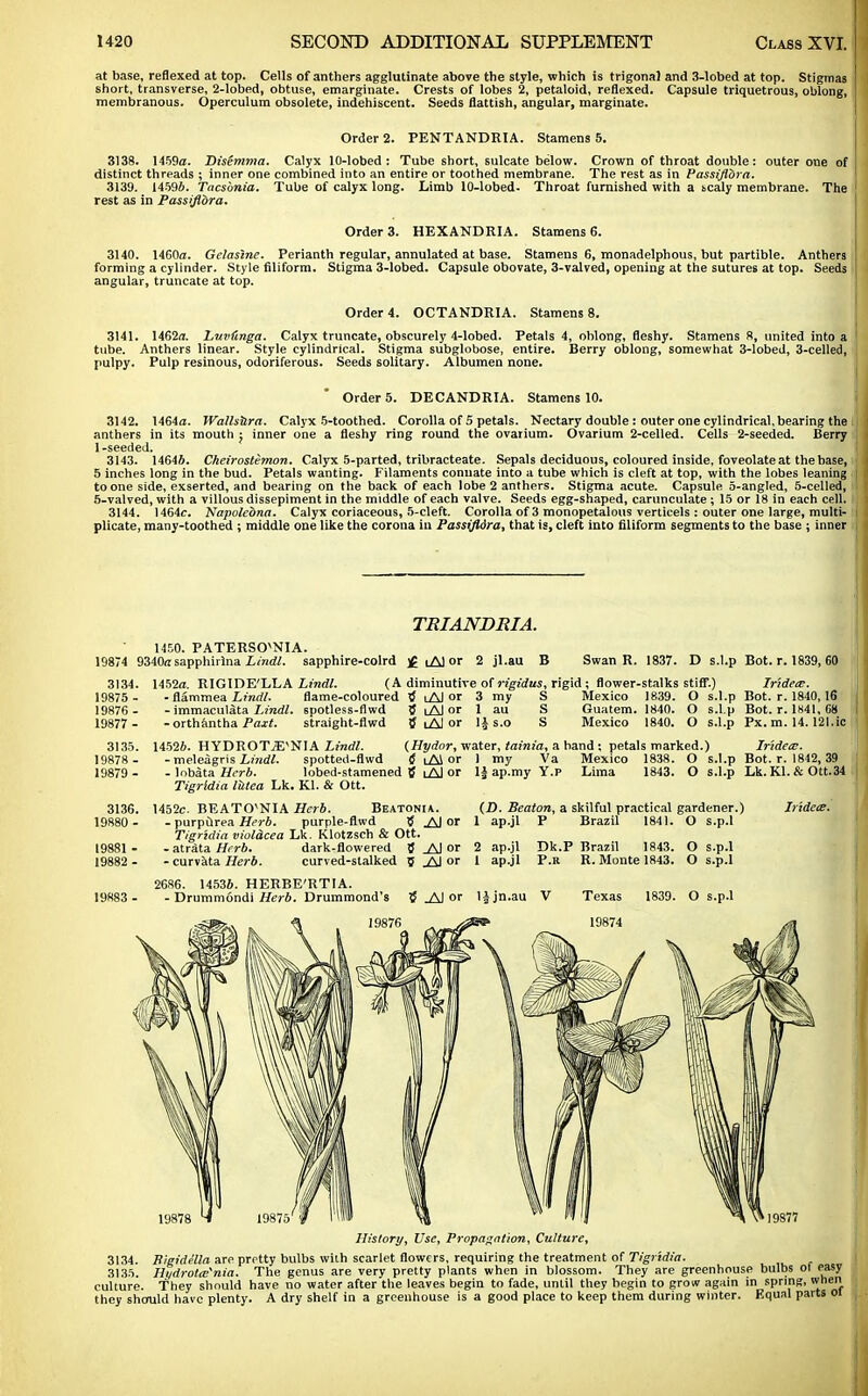 at base, reflexed at top. Cells of anthers agglutinate above the style, which is trigonal and 3-lobed at top. Stigmas short, transverse, 2-lobed, obtuse, emarginate. Crests of lobes 2, petaloid, reflexed. Capsule triquetrous, oblong, membranous. Operculum obsolete, indehiscent. Seeds flattish, angular, marginate. Order 2. PENTANDRIA. Stamens 5. 3138. 1459a. Disemma. Calyx 10-lobed : Tube 6hort, sulcate below. Crown of throat double: outer one of distinct threads ; inner one combined into an entire or toothed membrane. The rest as in Passiflora. 3139. 14596. Tacsbnia. Tube of calyx long. Limb 10-lobed. Throat furnished with a scaly membrane. The rest as in Passiflora. Order 3. HEXANDRIA. Stamens 6. 3140. 1460a. Gelaslne. Perianth regular, annulated at base. Stamens 6, monadelphous, but partible. Anthers forming a cylinder. Style filiform. Stigma 3-lobed. Capsule obovate, 3-valved, opening at the sutures at top. Seeds angular, truncate at top. Order 4. OCTANDRIA. Stamens 8. 3141. 1462a. Luvfmga. Calyx truncate, obscurely 4-lobed. Petals 4, oblong, fleshy. Stamens 8, united into a tube. Anthers linear. Style cylindrical. Stigma subglobose, entire. Berry oblong, somewhat 3-lobed, 3-celled, pulpy. Pulp resinous, odoriferous. Seeds solitary. Albumen none. Order 5. DECANDRIA. Stamens 10. 3142. 1464a. Walls&ra. Calyx 5-toothed. Corolla of 5 petals. Nectary double: outer one cylindrical, bearing the anthers in its mouth j inner one a fleshy ring round the ovarium. Ovarium 2-celled. Cells 2-seeded. Berry 1 -seeded. 3143. 14646. Cheirostemon. Calyx 5-parted, tribracteate. Sepals deciduous, coloured inside, foveolate at the base, 5 inches long in the bud. Petals wanting. Filaments connate into a tube which is cleft at top, with the lobes leaning to one side, exserted, and bearing on the back of each lobe 2 anthers. Stigma acute. Capsule 5-angIed, 5-celled, 5-valved, with a villous dissepiment in the middle of each valve. Seeds egg-shaped, carunculate ; 15 or 18 in each cell. 3144. 1464c. Napolebna. Calyx coriaceous, 5-cleft. Corolla of 3 monopetalous verticels : outer one large, multi- plicate, many-toothed ; middle one like the corona in Passifldra, that is, cleft into filiform segments to the base ; inner TRIANDRIA. 1450. PATERSO^NIA. 19874 9340«sapphirlna Lindl. sapphire-colrd ]£ iAl or 2 jl.au B 3134. 1452a. RIGIDE'LLA Lindl. (A diminutive of rigidus, rigid; flower-stalks stiff.) Ir'idetE. flammea Lindl. flame-coloured tf iAJ or 3 my S Mexico 1839. O s.l.p Bot. r. 1840, 16 Guatem. 1840. O s.l.p Bot. r. 1841, 68 Swan R. 1837. D s.l.p Bot. r. 1839, 60 19875 - 19876 - 19877 - 3135. 19878 - 19879 - - immaculata Lindl. spotless-flwd tf i Al or -orthantha Paxt. straight-flwd 5 tAJ or 1 li s.o Mexico 1840. O s.l.p Px. m. 14.121.ic 14526. HYDROTiE^NIA Lindl. (Hydor, water, tainia, a band : petals marked.) IrideiE. -meleagrisirarf/. spotted-flwd tf lAA or I my Va Mexico 1838. O s.l.p Bot. r. 1842,39 - lobata Herb. lobed-stamened 5 iA) or \\ ap.my Y.p Lima 1843. O s.l.p Lk. Kl. & Ott.34 Tigrldia littea Lk. Kl. & Ott. 3136. 1452c. BEATOvNIA Herb. Beatoni*. 19880 - - purpurea Herb. purple-flwd 5 .AJ or Tigrldia violacea Lk. Klotzsch & Ott. 19881 - - atrSta Herb. dark-flowered 8 Al or 19882 - - curvata Herb. curved-stalked g Al or (D. Beaton, a skilful practical gardener.) 1 ap.jl P Brazil 1841. O s.p.l 2 ap.jl 1 ap.jl Dk.P Brazil 1843. P.B R. Monte 1843. O s.p.l O s.p.l 2686. 14536. HERBE'RTIA. - Drummondi Herb. Drummond's _AJ or lijn.au V Texas 1839. O s.p.l Iridete. History, Use, Propagation, Culture, 3134. Wgidella are pretty bulbs with scarlet flowers, requiring the treatment of Tigrtdia. 3135. Hi/drota^nia. The genus are very pretty plants when in blossom. They are greenhouse bulbs ol easy culture. They should have no water after the leaves begin to fade, until they begin to grow again in spring, when they should have plenty. A dry shelf in a greenhouse is a good place to keep them during winter. Equal parts oi