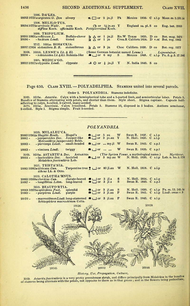1596. DA'LEA. 2005310735a argen tea G. Don silvery tt-dor 2 jn.jl Pk Mexico 1850. C s.l.p Moor.m.2.231.ic 1598. MELILOTUS. 2005410772aarvensis Wallr. corn Q) or ljjn.au Y England sa. pi.S co Eng. bot. 2960 diffusa Koch, officinalis Koch. Petitpierriana Koch. 1600. TRIFO^LIUM. 2005510831areflexum L. Buffalo-clover ^ A or 1 jn.jl Ro.W Texas 1835. D co Bot. mag. 3471 20056- - fucatum Lindl. tinted ^ A or 1 jn Crea.R Californ 1834. D v.rri Bot. reg. 1883 2717. 1601a. HOSA'CKIA. 20057 17824 stolonifera B. R. stoloniferous ^ A or 3 jn Choc Californ. 1830. D co Bot. reg. 1977 3168. 1G016. LENNE(A Lk. & Kl. (Some German botanist named Lenne.) Leguminbsce. 20058 - - robinioldes Lk.SfKl. Robinia-like *| | or 6 my S Mexico 1848. C s.l.p Px. fl.g. 3. 27.246 1605. MEDICAvGO. 2005910917a clypeata Lindl. clypeate i O or | jn.jl Y N. India 1840. S co Page 650. Class XVIII. — POLYADELPHIA. Stamens united into several parcels. Order 2. POLY ANDRIA. Stamens indefinite. 3169. 1610a. Astartea. Calyx with a hemispherical tube and a 5-parted limb, and semiorbicular lobes. Petals 5. Bundles of Stamens alternating with petals, and shorter than them. Style short. Stigma capitate. Capsule half- adhering to calyx, 3-celled, 3-valved, many-seeded. 3170. 1615a. Severinia. Calyx 5-toothed. Petals 5. Stamens 10, disposed in 5 bodies. Anthers semilunar, 2-celled. Style 1. Stigma simple. Fruit 2-seeded. POL YANDRIA. 1610. MELALEUCA. 20060 10962a Hugglii Benth. Hugel's 20061 - - juniperoldes Dec. Juniper-like Metrosidiros juniperoldes Rchb. 20062 - - parviceps Lindl. small-headed * 1 I or * l_| or *l_Jor 5 su 3 jn.au ... my.jl W Y W Swan R. N. Holl. Swan R. 1837. 1830. 1842. C c c s.l.p s.l.p s.p.l 20063 - - viminea Lindl. twiggy *» 1 I or w Swan R. 1839. c s.p.l 3169. 1610a. ASTARTEVA Dec. Astartea (The Syrian Venus, a mythological name.) 20064 - -fascicularis Dec. fascicled * 1 lor 3 my.au W N. Holl. 1830. C s.l.p Melaleuca fascicularis Lab. Myrlacea?. Lab.n. ho. 2.170 1611. TRISTAVN1A. 2006510965oSlbicans Cun. Turpentine tree 1 1 | or albens Lk. & Otto. 80jl.au w N. Holl. 1818. c s.l.p 1612. CALOTHA'MNUS. 20066 10968a clavatus Cun. clavate-leaved 2U067 - - longifblius Lehm. long-leaved *l_Jor » i_J or 3 jl.s 3 jl.s s S N. Holl. Swan R. 1824. 1840. c C s.l.p s.p.l 1613. BEAUFO'RTIA. 20068 10970a splendens Paxt. splendid 20069 - - purpurea Lindl. purple • 1 | or * 1 I or 3 jl.au 3 jl.au s p N. Holl. Swan R. 1830. 1841. c c s.l.p s.l.p Px. m. 13.145. ic Lindl. swan r.3 20070 - - macrostSmon £.!/!<#. long-stamened Sckizopleura macrostemon Col la. » 1 | or 3 jl.au p Swan R. 1843. c s.l.p 20036 20038 History, Use, Propagation, Culture, 1169 Astartea fascicularis is a very pretty greenhouse shrub, and differs principally from Melaleuca in the bandies ofstamens bringakernTte with the petals, not oppose to them as in that genus ; and in the flowers being pedicellate,