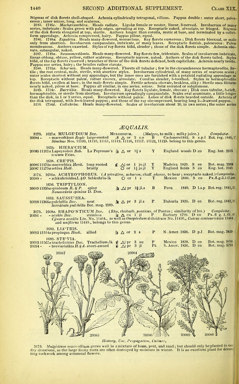 Stigmas of disk florets shell-shaped. Achenia cylindrically tetragonal, villous. Pappus double : outer 6hort, palea- ceous ; inner setose, long, and scabrous. 3185. 1746c. Machceranthera. Heads radiate. Ligula? female or neuter, linear, 3-nerved. Involucrum of many series, imbricate: Scales green with pale edges, spreading at top. Receptacle naked, alveolate, or fringed. Stigmas of the disk florets elongated at top, sterile. Anthers longer than corolla, mutic at base, and terminated by a cultri- form appendage. Achenia compressed, hairy. Pappus pilose, equal. 3186. 1748a. Espaletia. Heads many-flowered, monoecious. Kay florets numerous ; Disk florets bisexual, or male only from abortion. Involucrum campanulate, imbricate, of many leaves. Receptacle flatfish, paleaceous : Paleaa membranous. Anthers exserted. Styles of ray florets bifid, slender ; those of the disk florets simple. Achenia obo- vate, subangular, naked. 3187. 1749a. Swammerdamia. Heads many-flowered. Ray florets few, tridentate. Scales of involucrum imbricate, linear-oblong, obtuse, yellow, rather scabrous. Receptacle narrow, naked. Anthers of the disk florets tailed. Styles bifid, of the ray florets exserted ; branches of those of the disk florets deflexed, both capitellate. Achenia nearly terete. Pappus one series, hairy ; the bristles rather clavate. 3188. 1752a. SchwKnia. Heads many-flowered. Florets all tubular ; few in the circumference hermaphrodite, fer- tile ; the rest central, male, sterile, with abortive styles. Involucrum cylindrical, of many series of scarious scales; outer scales shortest without any appendage, but the inner ones are furnished with a petaloid radiating appendage at top. Receptacle without paleae, rather convex, alveolate. Corollas slender, 5-toothed. Styles in hermaphrodite florets bifid, swollen at base; in the male florets simple. Fertile achenia obovate, beakless, silky : Sterile ones filiform nearly naked, pilose at base. Pappus all similar, in one series, setose. Setae serrated or subplumose. 3189. 1754c. Burriilia. Heads many-flowered. Ray florets ligulate, female, obovate ; Disk ones tubular, 5-cleft, hermaphrodite, or sterile from abortion. Involucrum spreadingly campanulate. Scales oval acuminate, a little longer than the disk, in 1 or 2 series, equal. Receptacle without palea?. Lobes of disk florets bearded outside. Achenia of the disk tetragonal, with 3—4-leaved pappus ; and those of the ray obcompressed, bearing long 2—3-awned pappus. 3190. 1754d. Callichrba. Heads many-flowered. Scales of involucrum about 20, in two series; the outer series 2EQUALIS. 3173. 1627a. MULGEVDIUM Dec. Mui.gedium. (Mulgeo, to milk ; milky juice.) Comp6sitie. 20084 - - macrorhlzon Royle large-rooted -J: A or 2 s.o B Cashmerel842. S s.p.l Bot. reg. 1846,1' Sdnchus Nos. 11109, 11110, 11111, 11112. 11116, 11117. 11122, 11123. belong to this genus. 1635. HIERA^CIUM. 20085 11207a Lapeyrousii Bab. La Peyrouse's ^ A or lis iricum Fries. 1638. CREVPIS. 20086 11272a macrorhlza Herit. 20087 11279aset6sa Hall. England woods D co Eng. bot. 2915 1 jn.jl lijn.jl 1650a. ACHYRO'PHORUS. (A privative, achuron, chaff, phoreo, to bear ; receptacle naked.) I'ompdsita. long-rooted bristly £ _AJ or O or Madeira 1829. S England fields S Bot. mag. 2988 Eng. bot. 2945 - schkuhrioldesL.^O. Scbkuhria-ik 3174. 20088 - 1C56. TRIPTI'LION. 200S9 11335a spinosum R, # P. spiny Naussafivia spinbsa D. Don. 1662. SAUSSXPREA. 20090 11366a pulchella Dec. neat Serratula pulchella Bot. mag. 2589. 3175. 1668a. RHAPO'NTICUM Dec. (Rha, rhubarb, ponticus, of Pontus ; similarity of lvs.) Composite. 20091 - - acaule Dec. stemless k A cu 1 jl P Barbary 1799. Deo Px. fl g. 1.61.41 Cynara aca&lis Lin. No. 11404., as well as Onopdrdum dcltoldeum No. 11450., Cuicus centaurioides 11444.. and uniflbrus 11445., belongs to this genus. O or 1 ^ _A1 pr 2£ jl.s 3t A P 3 jl-s Mexico 1840. S CO Px.fl.g.3.1l7.2iH Peru 1840. D l.s.p Bot.reg. 1841,21 ] Dahuria 1835. D co Bot. reg. 1842, li 1682. LIA^TRIS. 20092 11514apropfnqua Hook. allied ^ A »' 2 s N. Amer. 1838. D p.l Bot. mag. 3829 1689. STEVVIA. 20093 11567a tracheliokies Dec. Trachelium-lk £ _AJ pr 20094 - - breviaristata short-awned £ _AJ pr 20087 P Pk Mexico S. Amer. 1838. 1836. D co D co Bot. mag. 3856 Bot. mag. 3792 History, Use, Propagation, Culture, 3173. Mulgedium inacrirMwn grows well in amixture of loam, peat, and sand ; but should only beplanted in vei dry situations, as the large llusliy roots are often destroyed by moisture in winter. It is an excellent plant for decor.- ting rockwork among autumnal flowers.