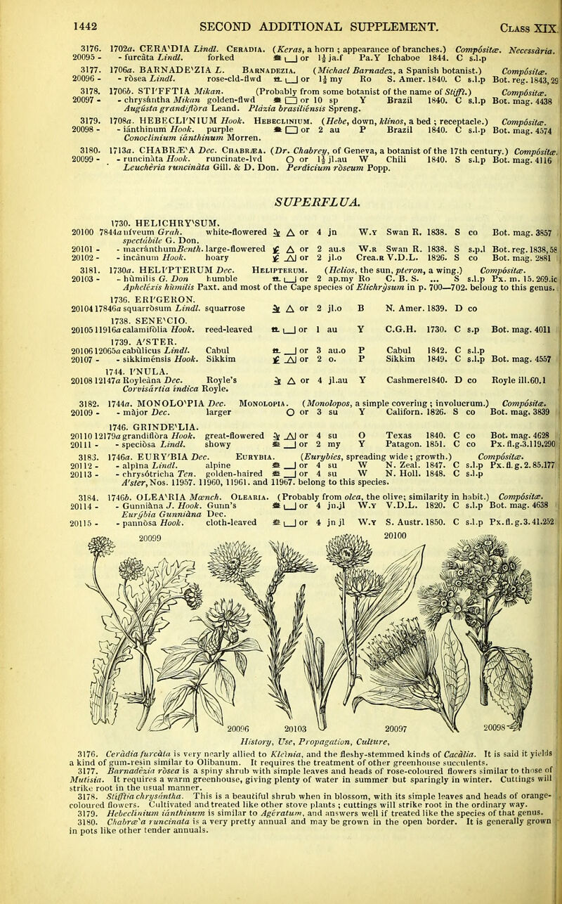 3176. 20095 - 3177. 20096 - 3178. 20097 - 3179. 20098 - 3180. 20099 - 1702a. CERA'DIA Lindl. Ceradia - furcata Lindl. forked 1706a. BARNADEVZIA L. - rdsea Lindl. rose-cld-flwd 1706*. STI'FFTIA Mikan. (Keras, a horn ; appearance of branches.) Composites. Necessdria «t_Jor lija.f Fa.Y Ichaboe 1844. C s.l.p Barnadezia. (Michael Barnadez, a Spanish botanist.) Composite. **-1 | or 1| my Ro S. Araer. 1840. C s.l.p Bot. reg. 1843,2s (Probably from some botanist of the name of Stifft.) Comp6sit<B. Brazil 1840. C s.l.p Bot. mag. 4438 chrysantha Mikan golden-flwd * □ or 10 sp Y Aug&sta grandiflbra Leand. Pldxia brasiliensis Spreng. 1708a. HEBECLI'NIUM Hook. Hebeclinium. (Hebe, down, Minos, a bed ; receptacle.) Composites. - ianthinum Hook, purple * □ or 2 au P Brazil 1840. C s.l.p Bot. mag. 4574 Conoclinium ianthinum Morren. 1713a. CHABRiE^A Dec. Chabr.ea. (Dr. Chabrey, of Geneva, a botanist of the 17th century.) Composites. - runcinata Hook. runcinate-lvd O or ljjl.au W Chili 1840. S s.l.p Bot. mag. 4116 Leucheria runcinata Gill. & D. Don. Perdicium rbseum Popp. SUPERFLUA. k A W.Y Swan R. 1838. S W.R Swan R. 1838. S Crea.R V.D.L. 1826. S (Helios, the sun, pteron, a wing.) 2 ap.my Ro C. B. S. ... S 4 jn 2 au.s 2 jl.o co Bot. mag. 3857 s.p.l Bot. reg. 1838,58 co Bot. mag. 2881 I Composites. s.l.p Px. m. 15.269.ic 1730. HELICHRY^SUM. 20100 7844anfveum Greih. white-flowered spectubile G. Don. 20101- - macranthumStnM. large-flowered £ A or 20102 - - incanum Hook. hoary _A1 or 3181. 1730a. HELI'PTERUM Dec. Helipterum. 20103 - - humilis G. Don humble a. i | or AphelCxis humilis Paxt. and most of the Cape species of Elichrjsum in p. 700—702. beioug to this genus. 1736. ERI'GERON. 2010417846a squarrbsum Lindl. squarrose 1738. SENE'CIO. 2010511916a calamifolia Hook. 1739. A'STER. 2010612065a cabulicus Lindl. 20107 - - sikkimensis Hook. 1744. 1'NULA. 20108 12147a Royleana Dec. reed-leaved Cabul Sikkim Royle's Corvisdrtia indica Royle. i A or 2 jl.o B N. Amer. 1839. D CO n. i_J or 1 au Y C.G.H. 1730. C s.p Bot. mag. 4011 a. | or 3 au.o P Cabul 1842. C s.l.p H _AJ or 2 0. P Sikkim 1849. c s.l.p Bot. mag. 4557 A or 4 jl.au Y Cashmerel840. D CO Royle ill.60.1 3182. 1744a. 20109 - - m MONOLO^PIA Dec. ijor Dec. larger Monolopia. (Monolopos, a simple covering ; involucrum.) Composite^. O or 3 su Californ. 1826. S co Bot. mag. 3839 1746. GRINDEVLIA. 20110 12179a grandiflora Hook, great-flowered 3; AJ or 4 20111 3183. 20112 - 20113 - 3184. 20114 - O Texas 1840. C - specibsa Lindl. showy * J or 2 my Y Patagon. 1851. C 1746a. EURY'BIA Dec. Eurybia. (Eurybies, spreading wide; growth.) - alplna Lindl. alpine A | or 4 su W N. Zeal. 1847. C - rhrys6tricha Ten. golden-haired SI | or 4 su W N. Holl. 1848. C A'ster,Nos. 11957. 11960, 11961. and 11967. belong to this species. co Bot. mag. 4628 co Px. fl.g.3.119.290 Composites. s.l.p Px.fl.g. 2.85.177 s.l.p 17466. OLEAvRIA Moench. Olearia. - Gunniana J. Hook. Gunn's Eurybia Gunniana Dec. - pannosa Hook. cloth-leaved (Probably from olea, the olive; similarity in habit.) Compbsites. * l_J or 4 jn.jl W.Y V.D.L. 1820. C s.l.p Bot. mag. 4638 i jn jl W.Y S. Austr. 1850. 20100 C s.l.p Px.fl.g.3.41.252 History, Use, Propagation, Culture, 3176. Ceradia furcaia is very nearly allied to Kleinia, and the fleshy-stemmed kinds of Cacalia. It is said it yiflds a kind of gum-resin similar to Oliban'um. It requires the treatment of other greenhouse succulents. 3177. Barnadezia rosea is a spiny shrub with simple leaves and heads of rose-coloured flowers similar to those of Mutisia. It requires a warm greenhouse, giving plenty of water in summer but sparingly in winter. Cuttings will strike root in the usual manner. 3178. Stiffiiachrysi'intha. This is a beautiful shrub when in blossom, with its simple leaves and heads of orange- coloured flowers. Cultivated and treated like other stove plants ; cuttings will strike root in the ordinary way. 3179. Hebeclinium ianthinum is similar to Ageratum, and answers well if treated like the species of that genus. 3180. C/iabres^a runcinata is a very pretty annual and may be grown in the open border. It is generally grown in pots like other tender annuals.