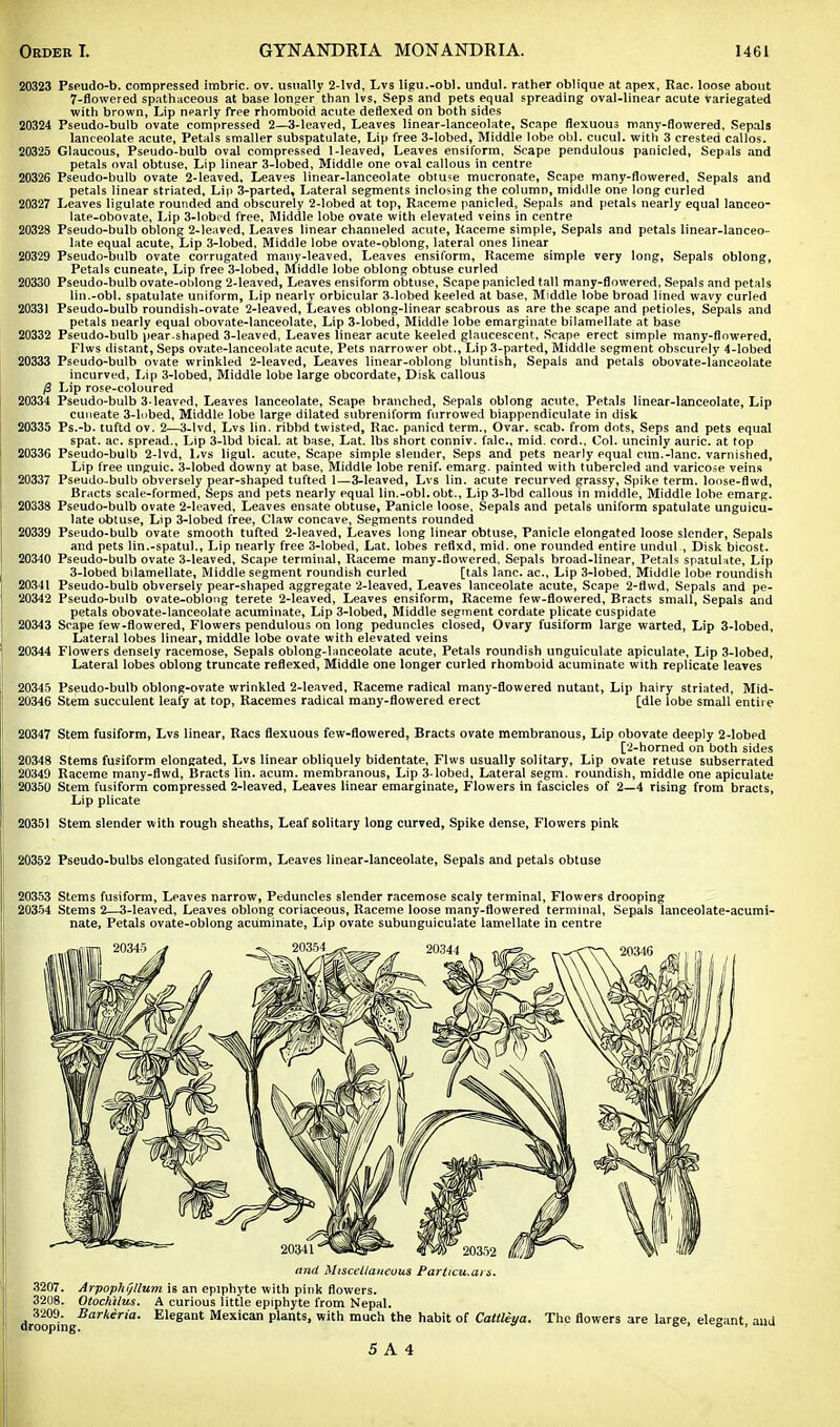 20323 Pseudo-b. compressed imbric. ov. usually 2-lvd, Lvs ligu.-obl. undul. rather oblique at apex, Rac. loose about 7-flowered spathaceous at base longer than lvs, Seps and pets equal spreading oval-linear acute variegated with brown, Lip nearly free rhomboid acute deflexed on both sides 20324 Pseudo-bulb ovate compressed 2—3-leaved, Leaves linear-lanceolate, Scape flexuous many-flowered. Sepals lanceolate acute, Petals smaller subspatulate, Lip free 3-lobed, Middle lobe obi, cucul. with 3 crested callos. 20325 Glaucous, Pseudo-bulb oval compressed 1-leaved, Leaves ensiform, Scape pendulous panicled, Sepals and petals oval obtuse, Lip linear 3-lobed, Middle one oval callous in centre 20326 Pseudo-bulb ovate 2-leaved, Leaves linear-lanceolate obtuse mucronate, Scape many-flowered, Sepals and petals linear striated. Lip 3-parted, Lateral segments inclosing the column, middle one long curled 20327 Leaves ligulate rounded and obscurely 2-lobed at top, Raceme panicled, Sepals and petals nearly equal lanceo- late-obovate, Lip 3-lobed free. Middle lobe ovate with elevated veins in centre 20328 Pseudo-bulb oblong 2-leaved, Leaves linear channeled acute, Raceme simple, Sepals and petals linear-lanceo- late equal acute, Lip 3-lobed, Middle lobe ovate-oblong, lateral ones linear 20329 Pseudo-bulb ovate corrugated many-leaved, Leaves ensiform, Raceme simple very long, Sepals oblong, Petals cuneate, Lip free 3-lobed, Middle lobe oblong obtuse curled 20330 Pseudo-bulb ovate-oblong 2-leaved, Leaves ensiform obtuse, Scape panicled tall many-flowered. Sepals and petals lin.-obi. spatulate uniform, Lip nearly orbicular 3-lobed keeled at base, Middle lobe broad lined wavy curled 20331 Pseudo-bulb roundish-ovate 2-leaved, Leaves oblong-linear scabrous as are the scape and petioles, Sepals and petals nearly equal obovate-lanceolate, Lip 3-lobed, Middle lobe emarginate bilamellate at base 20332 Pseudo-bulb pear-shaped 3-leaved, Leaves linear acute keeled glaucescent. Scape erect simple many-flowered, Flws distant, Seps ovate-lanceolate acute. Pets narrower obt., Lip 3-parted, Middle segment obscurely 4-lobed 20333 Pseudo-bulb ovate wrinkled 2-leaved, Leaves linear-oblong bluntish, Sepals and petals obovate-lanceolate incurved, Lip 3-lobed, Middle lobe large obcordate, Disk callous /3 Lip rose-coloured 20334 Pseudo-bulb 3-leaved, Leaves lanceolate, Scape branched, Sepals oblong acute. Petals linear-lanceolate, Lip cuneate 3-lobed, Middle lobe large dilated subreniform furrowed biappendiculate in disk 20335 Ps.-b. tuftd ov. 2—3-lvd, Lvs lin. ribbd twisted, Rac. panicd term., Ovar. scab, from dots, Seps and pets equal spat. ac. spread., Lip 3-lbd bical. at base, Lat. lbs short conniv. falc, mid. cord., Col. uncinly auric, at top 20336 Pseudo-bulb 2-lvd, Lvs ligul. acute. Scape simple slender, Seps and pets nearly equal cun.-lanc. varnished, Lip free unguic. 3-lobed downy at base, Middle lobe renif. emarg. painted with tubercled and varicose veins 20337 Pseudo-bulb obversely pear-shaped tufted 1—3-leaved, Lvs lin. acute recurved grassy, Spike term, loose-flwd, Bracts scale-formed, Seps and pets nearly equal lin.-obi. obt.. Lip 3-lbd callous in middle, Middle lobe emarg. 20338 Pseudo-bulb ovate 2-leaved, Leaves ensate obtuse, Panicle loose. Sepals and petals uniform spatulate unguicu- late obtuse, Lip 3-lobed free, Claw concave, Segments rounded 20339 Pseudo-bulb ovate smooth tufted 2-leaved, Leaves long linear obtuse, Panicle elongated loose slender, Sepals and pets lin.-spatul., Lip nearly free 3-lobed, Lat. lobes reflxd, mid. one rounded entire undul , Disk bicost. 20340 Pseudo-bulb ovate 3-leaved, Scape terminal, Raceme many-flowered, Sepats broad-linear, Petals spatulate, Lip 3-lobed bilamellate, Middle segment roundish curled [tals lane, ac, Lip 3-lobed, Middle lobe roundish 20341 Pseudo-bulb obversely pear-shaped aggregate 2-leaved, Leaves lanceolate acute, Scape 2-flwd, Sepals and pe- 20342 Pseudo-bulb ovate-oblong terete 2-leaved, Leaves ensiform, Raceme few-flowered, Bracts small, Sepals and petals obovate-lanceolate acuminate, Lip 3-lobed, Middle segment cordate plicate cuspidate 20343 Scape few-flowered, Flowers pendulous on long peduncles closed, Ovary fusiform large warted, Lip 3-lobed, Lateral lobes linear, middle lobe ovate with elevated veins 20344 Flowers densely racemose, Sepals oblong-lanceolate acute, Petals roundish unguiculate apiculate, Lip 3-lobed, Lateral lobes oblong truncate reflexed, Middle one longer curled rhomboid acuminate with replicate leaves 20345 Pseudo-bulb oblong-ovate wrinkled 2-leaved, Raceme radical many-flowered nutant, Lip hairy striated, Mid- 20346 Stem succulent leafy at top, Racemes radical many-flowered erect [die lobe small entire 20347 Stem fusiform, Lvs linear, Racs flexuous few-flowered, Bracts ovate membranous, Lip obovate deeply 2-lobed [2-horned on both sides 20348 Stems fusiform elongated, Lvs linear obliquely bidentate, Flws usually solitary, Lip ovate retuse subserrated 20349 Raceme many-flwd, Bracts lin. acum. membranous, Lip 3-lobed, Lateral segm. roundish, middle one apiculate 20350 Stem fusiform compressed 2-leaved, Leaves linear emarginate, Flowers in fascicles of 2—4 rising from bracts, Lip plicate 20351 Stem slender with rough sheaths, Leaf solitary long curved, Spike dense, Flowers pink 20352 Pseudo-bulbs elongated fusiform, Leaves linear-lanceolate, Sepals and petals obtuse 20353 Stems fusiform, Leaves narrow, Peduncles slender racemose scaly terminal, Flowers drooping 20354 Stems 2—3-leaved, Leaves oblong coriaceous, Raceme loose many-flowered terminal, Sepals lanceolate-acumi- nate, Petals ovate-oblong acuminate, Lip ovate subunguiculate lamellate in centre and Miscellaneous Particulars. 3207. Arpophijllum is an epiphyte with pink flowers. 3208. Otochllus. A curious little epiphyte from Nepal. drooping£arA^r'a' E'egant Mexican Plants, with much the habit of Cattleya. The flowers are large, elegant, auU