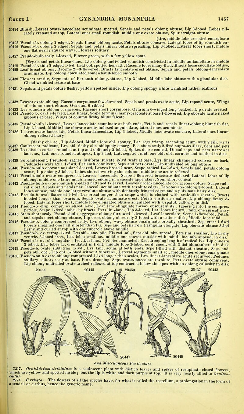 20424 Bluish, Leaves ovate-lanceolate acuminate spotted, Sepals and petals oblong obtuse, Lip 3-lobed, Lobes pli- cately crenated at top, Lateral ones small roundish, middle one ovate obtuse, Spur straight obtuse [tire, middle lobe crenated emarginate 20425 Pseudo-b. oblong 2-edged, Sppals linear-oblong acute, Petals obtuse concave, Lateral lobes of lip roundish en- 20426 Pseudo-b. oblong 2-edged, Sepals and petals linear obtuse spreading, Lip 3-lobed, Lateral lobes short, middle one flat nearly square wavy, Flowers solitary 20427 Pseudo-bulb scaly 1-leaved, Flower green, with a few yellow spots [Sepals and petals linear-lane, Lip oblnng undivided roundish constricted in middle unilamellate in middle 20428 Pseudo-b, thin 2-edged 1-lvd, Leaf obi. spotted beneath, Raceme loose many-flwd, Bracts loose cucullate obtuse, 20429 Leaf broad-oblong, Raceme 2—3-flowered, Bracts lanceolate erect obtuse, Sepals and petals oblong-lanceolate acuminate, Lip oblong apiculated somewhat 3-lobed smooth 20430 Flowers sessile. Segments of Perianth oblong-obtuse, Lip 3-lobed, Middle lobe obtuse with a glandular disk Gland wiinkled setose at base 20431 Sepals and petals obtuse fleshy, yellow spotted inside, Lip oblong spongy white wrinkled rather scabrous 20432 Leaves ovate-oblong, Raceme corymbose few-flowered, Sepals and petals ovate acute, Lip repand acute, Wings of column short obtuse, Ovarium 6-ribbed 20433 Lvs roundish-oblong coriaceous, Raceme short corymbose, Ovarium 6-winged long-beaked, Lip ovate crested 20434 Pseudo b. oval 1-leaved, Leaf linear, Scape terminal many-bracteateatbase 1-flowered, Lip obovate acute naked gibbous at base, Wings of column fleshy blunt falcate 20435 Pseudo-bulb 1-leaved, Leaves lanceolate acuminate at both ends, Petals and sepals linear-oblong bluntish flat, Lip 3-lobed, Middle lohe obovate acute indexed unguiculate, lateral ones acuminate 20436 Leaves ovate-lanceolate, Petals linear.lanceolate, Lip 3-lobed, Middle lobe ovate concave, Lateral ones linear- oblong reflexed hairy [fleshy obi. ac, Lip 3-lobed, Middle lobe obi. spongy, Lat. segs triang. ascending acum. with 2 cili. warts 20437 Caulescent radicant, Lvs obi. fleshy obt. obliquely emarg , Ped short scaly 2-flwd supra-axillary, Seps and pets 20438 Lvs distich coriac. rounded at top and obliquely 2-lobed, Spikes dense conical, Dorsal seps and pets narrower lane, ac, Lat. ones rounded at apex, Lip 3-lbd, Lat. segs ac, mid. one obi. obt. Curnute and toothed in disk 20439 Subcaulescent, Pseudo-b. rather fusiform sulcate 2-lvd scaly at base, Lvs linear channeled convex on back, Peduncles scaly axil. 1-flwd, Perianth connivent, Seps and pets ovate, Lip undivided oblong obtuse 20440 Pseudo-bulb obovate angular 2-leaved, Leaves broad linear, Scape radical 1—2-flwd, Sepals and petals oblong acute, Lip oblong 3-lobed, Lobes short involving the column, middle one acute reflexed 20441 Pseudo-bulb ovate compressed, Leaves lanceolate. Scape 1-flowered bracteate deflexed, Lateral lobes of lip oblong, middle one large much fringed ending in a saccate appendage, Spur short conical 20442 Pseudo-bulb ovate-roundish 2-edged flattened 1-leaved, Leaves broad-lunceolate coriaceous obtuse. Scape radi- cal short. Sepals and petals nar. lanceol. acuminate with revolute edges, Lipobovate-oblong 3-lobed, Lateral lobes obtuse, middle one large revolute obtuse with dentately fringed edges and a pulvinate hairy disk 20443 Pseudo-b. oval flattened 1-lvd, Lvs broad longer than scape which is clothed with scale-like sheath*, Bracts hooded longer than ovarium, Sepals ovate acuminate erect, Petals ensiform smaller. Lip oblong fleshy 3- lobed. Lateral lobes short, middle lobe elongated obtuse apiculated with a spatul. callosity in disk 20444 Pseudo-b. ellip. compr. wrinkled 1-lvd, Leaf lanc-lingulate coriac. obscurely stri. tapering into the compres. petiole. Scape l-flwd imbri. by bracts, Pets lin.-lanc. Lip 3-lo ed, Lat. lobes incurv., mid. one spread wavy 20445 Stem short scaly, Pseudo-bulb aggregate oblong furrowed 1-leaved, Leaf lanceolate, Scape 1-flowered, Petals and sepals erect oblnng obtuse, Lip erect oblong obscurely 3-lobed with a callous disk, Middle lobe t.ifid 20446 Pseudo-b. oblong compressed leafy, Lvs oblong wavy obtuse emarginate broadly sheathed, Sep erect I flwd loosely sheathed one half shorter than lvs, Seps and pets narrow triangular elongate, Lip obovate obtuse 3-lbd fleshy and curled at top with one tubercle above middle 20447 Pseudo.b. ov. tetrag. 1-lvd, Lvsobl.-lanc. plic. Fls rad. sol., Seps obi. obt. spread., Pets sim. smaller, Lip fleshy ventric. 3-lobed erect, Lat. lobes small ac, middle one convex outside with tabul. incumb. append, in disk 20448 Pseudo-b ov. obt. angular 1-lvd, Lvs lane, Petioles channeled, Hac. drooping length of radical lvs, Lip cuneate 3-lobed, Lat. lobes ac. crenulated in front, middle lobe 2-lobed cord, cucul. with 3-lbd blunt tubercle in disk 20449 Pseudo-b. ovate subtetrag. 1-lvd., Lvs lane. acum. at both ends. Scpe 1-flwd with distant sheaths, Seps and pets obi. obt., Lip obi. 3-lobed without tubercles, Lateral segments small ac, middle ones elong. emarginate 20450 Pseudo-bulb ovate-oblong compressed 1-lvd long.T than scales, Lvs linenr-lanceolate acute recurved, Peduncs axillary solitary scaly at base, Flws drooping, Seps ovate-lanceolate revolute, Pets ovate obtuse connivent, Lip oblong undivided ovate arched reflexed at top contracted below the apex with an oblong callosity in disk and Miscellaneous Particulars 3217. Ornilharium stridtulum is a caulescent plant with distich leaves and spikes of resupinate closed flowers I which are yellow and spotted inside ; but the lip is white and dark purple at top. It is very nearly allied to Ornitlw- chilus. ! 2774. Cirrhafa. The flowers of all the species have, for what is called the rostellum, a prolongation in the form of a tendril or cirrhus, hence the generic name.