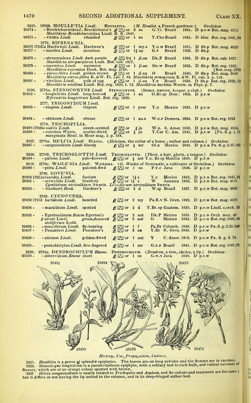 I892A. HOULLEvTlA Lindl. Houlletia. ( - Brocklehurstiana/.. Brocklehurst's £ [23 or 2 Maxillaria Brocklehursti&na Lindl. B. R. 1841. - vittata Lindl. ribanded £ [23 or 1 2776. BIFRENA^RIA. 2047G 17947a Hardwenii Lindl. Hardwen's fi [Al or 3225. 20474 - 20475 - 20477 - 20478 - 20479 ■ 20480 • 3226. 20482 - ■ inodora Lindl. scentless £ [23 or 1 my.s 1£ ap - atropurpilrea Lindl. dark purple £ (23 fra 1 jl.au Maxillaria atropurpitrea Lodd. Bot. cab. 1877. - racem6sa Lindl. racemose £ (23 °r 1 jl.au Maxillaria racembsa Hook. Bot. mag. 2789. - atlreo-fulva Lindl. golden brown_ £ (23 or 1 jl.au G.yi Brazil 1841. D Y.Cho Brazil 1841. D Y.G.w Brazil G.v Brazil 1851. 1839. D D Dk.P Brazil 1828. D Str.w Brazil 1825. D O Brazil 1840. D Orchidecs. D bloc Bot.reg. 1841,69 fib.p Bot. cab. 1877 [Bot. mag. 2789 Maxillaria aureo-Julva K.&W. Fl. cab. t. 83. Maxilldria stenopetala K.&W. Fl. cab. 2. p. 112. - vitelllna Lindl. yolk of egg £ (23 or 1 jl.au Y.p Brazil 1838. D fib.p Bot. reg. 1839,12 Maxillaria vitelllna Lindl. Bot. reg. 1839, t. 12. Maxillaria barbala Westw. in Phyt. p. 7. (Stenos, narrow, koryne, a club.) Orchidece. u O.Br.sp Dem. 1836. D p.r.w 2776a. STENOCO'RYNE Lindl. Stenocobyne. - longicornis Lindl. long-horned £ (23 or 1 Bifren&ria longicdrnis Lindl. Bot. reg. 1838. 2777. TRIGONI'DIUM Lindl. - rlngens Lindl. ringent ^ (23 or 1 year Y.o Mexico 1839. D p.r.w 20484 . - obtusum Lindl. obtuse jg (23 or 1 au.s W.o.p Demera. 1834. D p.r.w Bot. reg. 1923 2778. TRICHOPI'LIA. 20485 17948a suavis Lindl. sweet-scented £ [23 or 20486 - - coccinea Warcx,. scarlet-flwrd £ [23 or marginata Henf. in Moor mag. 2. p. 184. 3227. 20487 - W.b. S. Amer. 1850. D p.r.w Bot. mag. 4654, Y.Car C. Am. 1845. D p.r.w [Px. fl.g. 1.11 2778a. HE'LCIA Lindl. Hrlcia. - sanguinolenta Lindl. bloody (Helcium, the collar of a horse ; anther and column.) Orchidece. jgElor £ mr Ol.R Mexico 1844. D p.r.w Px. fl. g. 2.97.182 3228. 277«i. TRICHOGLO'TTIS Lindl. Tbichoglottis. (Thrix, a hair, glotla, a tongue.) Orchidece. 20488- -pallens Lindl. pale-flowered £ [23 or £ aut Y.G. Br.sp Manilla 1849. D p.r.w 3229. 2778c. WAILE'SIA Lindl. Wailesia. (G. Wailes of Newcastle, a cultivater of Orchidea?.) Orchidece. 20489 - - pfcta Lindl. painted-flwd £ (23 or 1 su P.Y.C Java 1848. D p.r.w 2780. GOVEvNIA. 20490 17951a fasciata Lindl. fasciate £ [23 or 1| s Y.c Mexico 1842. D p.r.w Bot. reg. 1845,67 20491 - - uiriculata Lindl. bladdery £ (23 or 1J s W Jamaica 1843. D p.r.w Bot. mag. 4151 Cymbldium utriculatuvi Swartz. Lii/iodbrum utriculatum Swartz. 20492 - - Gardneri Hook. Gardner's £ (23 or 2d W.sp Brazil 1837. D p.r.w Bot. mag. 3660 £(23 or 2 my Pa.R.Y N. Gren. 1849. D p.r.w Bot. mag. 4479 (23 or 2 d Y.Br, sp Guatem. 1839. D p.r.w Lindl. s.orch. 33 2 aut Dk.P Mexico 1835. D p.r.w Orch mex. 40 2 aut G Mexico 1842. D p.r.w Bot. reg. 1846,46 Pa.Br Columb. 1849. D p.r.w Px.fl. g.3.29.248 Y.Br N. Gren. 1848. D p.r.w Y C. Amer. 18i0. D p.r.w Px. fl. g. 3. 75 G.y.p Brazil 1841. D p.r.w Bot. reg. 1843,22 2782. CYCNO'CHES. 20493 17953 barbatum Lindl. bearded 20494 - 20495 - 20496 - 20497 - 20498 - 20499 - 3230. 20500 - - maculatum Lindl. spotted - Egertonianum Ztoem.Egerton's £ [23 °r (3 viride Lindl. green~fiowered £ [23 or stelliferum Lodd. -musc'iferum Lindl. fly-bearing £ (23 or 1 f - Pescatbrei Lindl. Pescatore'6 £ (23 or 2 an - atireum Lindl. golden-flwrd - pentadactylonimoV. five-fingered 2782a. DENDROCHTLUM Blume. - abbreviatum Blume short jg [23 or 1 aut £ [23 or 1 mr Dendbochilum. (Dendron, a tree, cheilos, a lip.) Orchidece. £ (23 or 1 su G.w.y Java 1840. D p.r.w 20475 History, Use, Propagation, Culture, 3225. Houlletia is a genus oj splendid epiphytes. The leaves are on long petioles and the flowers are in racemes. 3226. Stenocoiyne longicornis is a pseudo-bulbous epiphyte, with a solitary leaf to each bulb, and radical racemes oi flowers, which are of an orange colour spotted with brown. ,u..amn. 3227 Hilda sanguinolenta is nearly related to TrichopUia and Asp&sia, and its culture and treatment are tne saim-, but it differs in not having the lip united to the column, and in its deep-fringed anther bed.