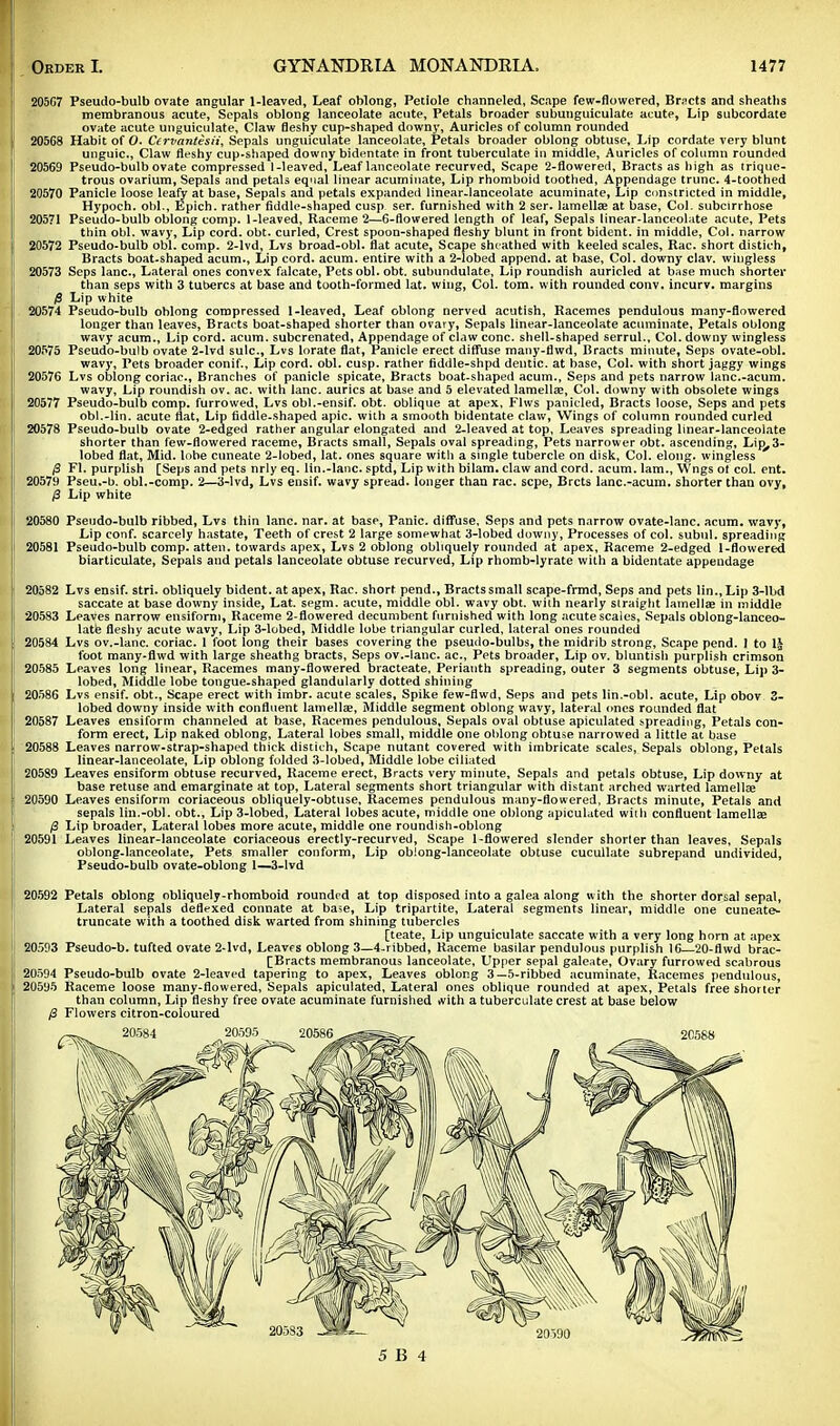 205G7 Pseudo-bulb ovate angular 1-leaved, Leaf oblong, Petiole channeled, Scape few-flowered, Bracts and sheaths membranous acute, Sepals oblong lanceolate acute, Petals broader subunguiculate acute, Lip subcordate ovate acute unguiculate, Claw fleshy cup-shaped downy, Auricles of column rounded 20568 Habit of O. Ccrvantesii, Sepals unguiculate lanceolate, Petals broader oblong obtuse, Lip cordate very blunt unguic, Claw fleshy cup-shaped downy bidentate in front tuberculate in middle, Auricles of column rounded 20569 Pseudo-bulb ovate compressed 1-leaved, Leaf lanceolate recurved. Scape 2-flowered, Bracts as high as trique- trous ovarium, Sepals and petals equal linear acuminate, Lip rhomboid toothed, Appendage trunc. 4-toothed 20570 Panicle loose leafy at base, Sepals and petals expanded linear-lanceolate acuminate, Lip constricted in middle, Hypoch. obi., Epich. rather fiddle-shaped cusp ser. furnished with 2 ser. lamellae at base, Col. subcirrhose 20571 Pseudo-bulb oblong comp. 1-leaved, Raceme 2—6-flowered length of leaf, Sepals linear-lanceolate acute. Pets thin obi. wavy, Lip cord. obt. curled, Crest spoon-shaped fleshy blunt in front bident. in middle, Col. narrow 20572 Pseudo-bulb obi. comp. 2-lvd, Lvs broad-obl. flat acute, Scape sheathed with keeled scales, Rac. short distich, Bracts boat-shaped acum., Lip cord. acum. entire with a 2-lobed append, at base, Col. downy clav. wingless 20573 Seps lane, Lateral ones convex falcate, Pets obi. obt. subundulate, Lip roundish auricled at base much shorter than seps with 3 tubercs at base and tooth-formed lat. wing, Col. torn, with rounded conv. incurv. margins $ Lip white 20574 Pseudo-bulb oblong compressed 1-leaved, Leaf oblong nerved acutish, Racemes pendulous many-flowered longer than leaves, Bracts boat-shaped shorter than ovary, Sepals linear-lanceolate acuminate, Petals oblong wavy acum., Lip cord. acum. subcrenated, Appendage of claw cone, shell-shaped serrul., Col. downy wingless 20575 Pseudo-bulb ovate 2-lvd sulc, Lvs lorate flat, Panicle erect diffuse many-flwd, Bracts minute, Seps ovate-obl. wavy, Pets broader conif.. Lip cord. obi. cusp, rather fiddle-shpd dentic. at base, Col. with short jaggy wings 20576 Lvs oblong coriac, Branches of panicle spicate. Bracts boat-shaped acum., Seps and pets narrow lane.-acum. wavy, Lip roundish ov. ac. with lane, aurics at base and 5 elevated lamellae, Col. downy with obsolete wings 20577 Pseudo-bulb comp. furrowed, Lvs obl.-ensif. obt. oblique at apex, Flws panicled, Bracts loose, Seps and pets obl.-lin. acute flat, Lip fiddle-shaped apic. with a smooth bidentate claw, Wings of column rounded curled 20578 Pseudo-bulb ovate 2-edged rather angular elongated and 2-leaved at top, Leaves spreading linear-lanceolate shorter than few-flowered raceme, Bracts small, Sepals oval spreading, Pets narrower obt. ascending, Lip,3- lobed flat, Mid. lobe cuneate 2-lobed, lat. ones square with a single tubercle on disk, Col. elong. wingless 0 Fl. purplish (Seps and pets nrly eq. lin.-lanc. sptd, Lip with bilam. claw and cord. acum. lam., Wngs of col. ent. 20579 Pseu.-b. obi.-comp. 2—3-lvd, Lvs ensif. wavy spread, longer than rac. scpe, Brcts lane.-acum. shorter than ovy, 0 Lip white 20580 Pseudo-bulb ribbed, Lvs thin lane. nar. at base, Panic, diffuse, Seps and pets narrow ovate-lanc. acum. wavy, Lip conf. scarcely hastate, Teeth of crest 2 large somewhat 3-lobed downy, Processes of col. subul. spreading 20581 Pseudo-bulb comp. atten. towards apex, Lvs 2 oblong obliquely rounded at apex, Raceme 2-edged 1-flowered biarticulate, Sepals and petals lanceolate obtuse recurved, Lip rhomb-lyrate with a bidentate appendage 20582 Lvs ensif. stri. obliquely bident. at apex, Rac. short pend., Bracts small scape-frmd, Seps and pets lin.,Lip 3-lbd saccate at base downy inside, Lat. segm. acute, middle obi. wavy obt. with nearly straight lamellae in middle 20583 Leaves narrow ensiform, Raceme 2-flowered decumbent furnished with long acute scales, Sepals oblong-lanceo- late fleshy acute wavy, Lip 3-lobed, Middle lobe triangular curled, lateral ones rounded 20584 Lvs ov.-lanc. coriac. 1 foot long their bases covering the pseudo-bulbs, the midrib strong, Scape pend. 1 to 1J foot many-flwd with large sheathg bracts, Seps ov.-lanc. ac, Pets broader, Lip ov. bluntisb purplish crimson 20585 Leaves long linear, Racemes many-flowered bracteate, Perianth spreading, outer 3 segments obtuse, Lip 3- lobed, Middle lobe tongue-shaped glandularly dotted shining 20586 Lvs ensif. obt., Scape erect with imbr. acute scales, Spike few-flwd, Seps and pets lin.-obl. acute, Lip obov 3- lobed downy inside with confluent lamella;, Middle segment oblong wavy, lateral ones rounded flat 20587 Leaves ensiform channeled at base, Racemes pendulous. Sepals oval obtuse apiculated spreading, Petals con- form erect. Lip naked oblong. Lateral lobes small, middle one oblong obtuse narrowed a little at base 20588 Leaves narrow-strap-shaped thick distich, Scape nutant covered with imbricate scales, Sepals oblong, Petals linear-lanceolate, Lip oblong folded 3-lobed, Middle lobe ciliated 20589 Leaves ensiform obtuse recurved, Raceme erect, Bracts very minute, Sepals and petals obtuse, Lip downy at base retuse and emarginate at top, Lateral segments short triangular with distant arched warted lamellae 20590 Leaves ensiform coriaceous obliquely-obtuse, Racemes pendulous many-flowered, Bracts minute, Petals and sepals lin.-obl. obt., Lip 3-lobed, Lateral lobes acute, middle one oblong apiculated with confluent lamellae /3 Lip broader, Lateral lobes more acute, middle one roundish-oblong 20591 Leaves linear-lanceolate coriaceous erectly-recurved, Scape 1-flowered slender shorter than leaves, Sepals oblong-lanceolate. Pets smaller conform, Lip obiong-lanceolate obtuse cucullate subrepand undivided, Pseudo-bulb ovate-oblong 1—3-lvd 20592 Petals oblong obliquely-rhomboid roundrd at top disposed into a galea along with the shorter dorsal sepal, Lateral sepals deflexed connate at base, Lip tripartite, Lateral segments linear, middle one cuneate- truncate with a toothed disk warted from shining tubercles [teate, Lip unguiculate saccate with a very long horn at apex 20593 Pseudo-b. tufted ovate 2-lvd, Leaves oblong 3—4-ribbed, Raceme basilar pendulous purplish 16 20-flwd brac- [Bracts membranous lanceolate, Upper sepal galeate, Ovary furrowed scabrous 20594 Pseudo-bulb ovate 2-leaved tapering to apex, Leaves oblong 3— 5-ribbed acuminate, Racemes pendulous, 20595 Raceme loose many-flowered, Sepals apiculated. Lateral ones oblique rounded at apex, Petals free shorter than column, Lip fleshy free ovate acuminate furnished with a tuberculate crest at base below Flowers citron-coloured